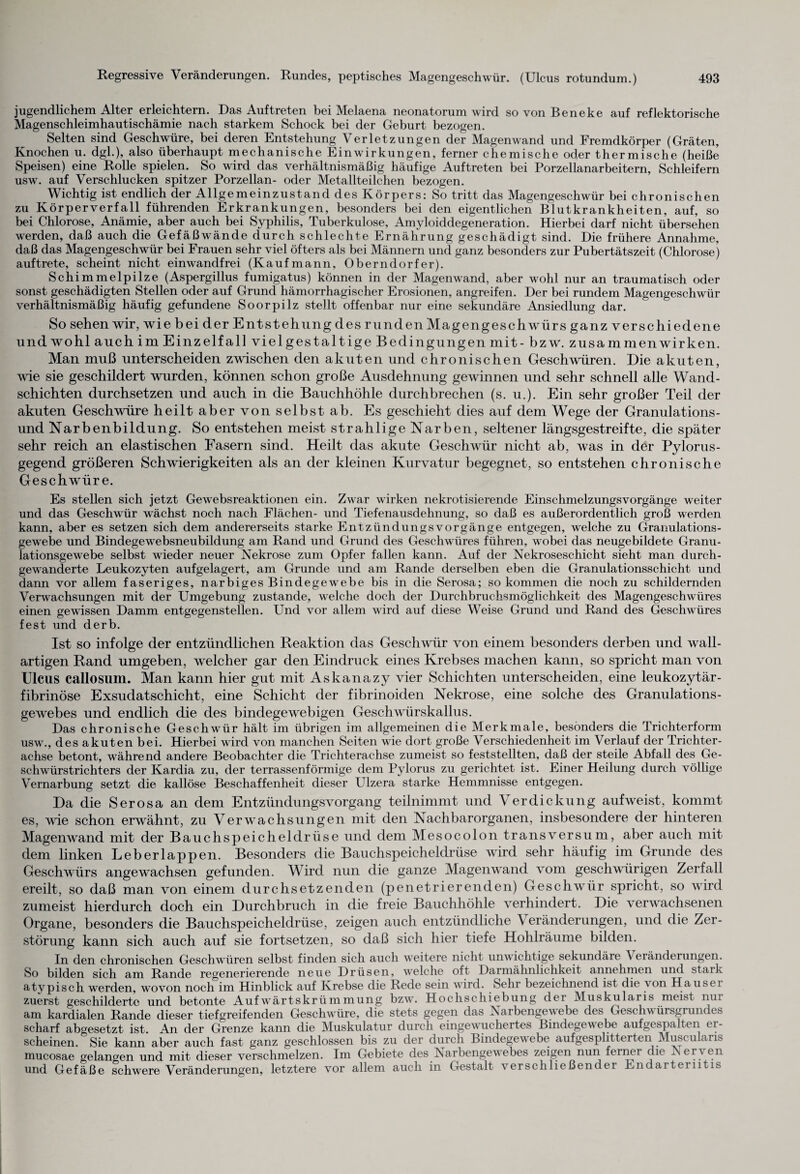 jugendlichem Alter erleichtern. Das Auftreten bei Melaena neonatorum wird so von Beneke auf reflektorische Magenschleimhautischämie nach starkem Schock bei der Geburt bezogen. Selten sind Geschwüre, bei deren Entstehung Verletzungen der Magenwand und Fremdkörper (Gräten, Knochen u. dgl.), also überhaupt mechanische Einwirkungen, ferner chemische od,er thermische (heiße Speisen) eine Rolle spielen. So wird das verhältnismäßig häufige Auftreten bei Porzellanarbeitern, Schleifern usw. auf Verschlucken spitzer Porzellan- oder Metallteilchen bezogen. Wichtig ist endlich der Allgemeinzustand des Körpers: So tritt das Magengeschwür bei chronischen zu Körperverfall führenden Erkrankungen, besonders bei den eigentlichen Blutkrankheiten, auf, so bei Chlorose, Anämie, aber auch bei Syphilis, Tuberkulose, Amyloiddegeneration. Hierbei darf nicht übersehen werden, daß auch die Gefäßwände durch schlechte Ernährung geschädigt sind. Die frühere Annahme, daß das Magengeschwür bei Frauen sehr viel öfters als bei Männern und ganz besonders zur Pubertätszeit (Chlorose) auftrete, scheint nicht einwandfrei (Kaufmann, Oberndorfer). Schimmelpilze (Aspergillus fumigatus) können in der Magenwand, aber wohl nur an traumatisch oder sonst geschädigten Stellen oder auf Grund hämorrhagischer Erosionen, angreifen. Der bei rundem Magengeschwür verhältnismäßig häufig gefundene Soorpilz stellt offenbar nur eine sekundäre Ansiedlung dar. So sehen wir, wie bei der Entstehung des runden Magengeschwürs ganz verschiedene und wohl auch im Einzel fall vielgestaltige Bedingungen mit - bzw. Zusammenwirken. Man muß unterscheiden zwischen den akuten und chronischen Geschwüren. Die akuten, wie sie geschildert wurden, können schon große Ausdehnung gewinnen und sehr schnell alle Wand¬ schichten durchsetzen und auch in die Bauchhöhle durchbrechen (s. u.). Ein sehr großer Teil der akuten Geschwüre heilt aber von selbst ab. Es geschieht dies auf dem Wege der Granulations¬ und Narbenbildung. So entstehen meist strahlige Narben, seltener längsgestreifte, die später sehr reich an elastischen Fasern sind. Heilt das akute Geschwür nicht ab, was in der Pylorus- gegend größeren Schwierigkeiten als an der kleinen Kurvatur begegnet, so entstehen chronische Geschwüre. Es stellen sich jetzt Gewebsreaktionen ein. Zwar wirken nekrotisierende Einschmelzungsvorgänge weiter und das Geschwür wächst noch nach Flächen- und Tiefenausdehnung, so daß es außerordentlich groß werden kann, aber es setzen sich dem andererseits starke EntziindungsVorgänge entgegen, welche zu Granulations- gewebe und Bindegewebsneubildung am Rand und Grund des Geschwüres führen, wobei das neugebildete Granu¬ lationsgewebe selbst wieder neuer Nekrose zum Opfer fallen kann. Auf der Nekroseschicht sieht man durch¬ gewanderte Leukozyten aufgelagert, am Grunde und am Rande derselben eben die Granulationsschicht und dann vor allem faseriges, narbiges Bindegewebe bis in die Serosa; so kommen die noch zu schildernden Verwachsungen mit der Umgebung zustande, welche doch der Durchbruchsmöglichkeit des Magengeschwüres einen gewissen Damm entgegenstellen. Und vor allem wird auf diese Weise Grund und Rand des Geschwüres fest und derb. Ist so infolge der entzündlichen Reaktion das Geschwür von einem besonders derben und wall¬ artigen Rand umgeben, welcher gar den Eindruck eines Krebses machen kann, so spricht man von Ulcus callosum. Man kann hier gut mit Askanazy vier Schichten unterscheiden, eine leukozytär- fibrinöse Exsudatschicht, eine Schicht der fibrinoiden Nekrose, eine solche des Granulations¬ gewebes und endlich die des bindegewebigen Geschwürskallus. Das chronische Geschwür hält im übrigen im allgemeinen die Merkmale, besonders die Trichterform usw., des akuten bei. Hierbei wird von manchen Seiten wie dort große Verschiedenheit im Verlauf der Trichter¬ achse betont, wrährend andere Beobachter die Trichterachse zumeist so feststellten, daß der steile Abfall des Ge¬ schwürstrichters der Kardia zu, der terrassenförmige dem Pylorus zu gerichtet ist. Einer Heilung durch völlige Vernarbung setzt die kallöse Beschaffenheit dieser Ulzera starke Hemmnisse entgegen. Da die Serosa an dem Entzündungsvorgang teilnimmt und Verdickung aufweist, kommt es, wie schon erwähnt, zu Verwachsungen mit den Nachbarorganen, insbesondere der hinteren Magenwand mit der Bauchspeicheldrüse und dem Mesocolon transversum, aber auch mit dem linken Leberlappen. Besonders die Bauchspeicheldrüse wird sehr häufig im Grunde des Geschwürs angewachsen gefunden. Wird nun die ganze Magenwand vom geschwürigen Zerfall ereilt, so daß man von einem durchsetzenden (penetrierenden) Geschwür spricht, so wird zumeist hierdurch doch ein Durchbruch in die freie Bauchhöhle verhindert. Die verwachsenen Organe, besonders die Bauchspeicheldrüse, zeigen auch entzündliche Veränderungen, und die Zer¬ störung kann sich auch auf sie fortsetzen, so daß sich hier tiefe Hohlräume bilden. In den chronischen Geschwüren selbst finden sich auch weitere nicht unwichtige sekundäre Veränderungen. So bilden sich am Rande regenerierende neue Drüsen, welche oft Darmähnlichkeit annehmen und stark atypisch werden, wovon noch im Hinblick auf Krebse die Rede sein wird. Sehr bezeichnend ist die von Hausei zuerst geschilderte und betonte Aufwärtskrümmung bzw. Hochschiebung der Muskularis meist nui am kardialen Rande dieser tiefgreifenden Geschwüre, die stets gegen das Narbengew ebe des Geschw ürsgrundes scharf abgesetzt ist. An der Grenze kann die Muskulatur durch eingewuchertes Bindegewebe aufgespalten ei¬ scheinen. Sie kann aber auch fast ganz geschlossen bis zu der durch Bindegewebe aufgesplitterten Musculans mucosae gelangen und mit dieser verschmelzen. Im Gebiete des Narbengewebes zeigen nun ferner die Aei\ en und Gefäße schwere Veränderungen, letztere vor allem auch in Gestalt verschließender Endarterntis
