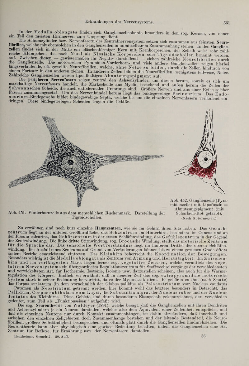 Erkrankungen des Nervensystems. In der Medulla oblongata finden sich Ganglienzellenherde besonders in den so^. Kernen, von denen ein Teil den meisten Hirnnerven zum Ursprung dient. Die Achsenzylinder bzw. Nervenfasern des Zentralnervensystem setzen sich zusammen aus feinsten Neuro¬ fibrillen, welche mit ebensolchen in den Ganglienzellen in unmittelbarem Zusammenhang stehen. In den Ganglien¬ zellen findet sich in der Mitte ein bläschenförmiger Kern mit Kernkörperchen, der Zelleib weist sehr zahl¬ reiche Klümpchen, die nach Nissl als NissIsche Körperchen oder Tigroidschollen benannt werden auf. Zwischen diesen — gewissermaßen ihr Negativ darstellend — ziehen zahlreiche Neurofibrillen durch die Ganghenzelle. Die motorischen Pyramiden-Vorderhorn- und viele andere Ganglienzellen zeigen hierbei längsverlaufende, oft gewellte Neurofibrillen, welche, ohne Netze zu bilden, durch die Zellen hindurch von einem Fortsatz in den anderen ziehen. In anderen Zellen bilden die Neurofibrillen, wenigstens teilweise, Netze. Zahlreiche Ganglienzellen weisen lipoidhaltiges Abnutzungspigment auf. Die peripheren Nervenfasern zeigen zentral den Achsenzylinder, um diesen herum, soweit es sich um markhaltige Nervenfasern handelt, die Markscheide aus Myelin bestehend und außen herum die Zellen der Schwannschen Scheide, die auch ektodermalen Ursprungs sind. Größere Nerven sind aus einer Reihe solcher Fasern zusammengesetzt. Um das Nervenbündel herum liegt das bindegewebige Perineurium. Das Endo- neurium-Bindegewebe bildet bindegewebige Septa, welche bis um die einzelnen Nervenfasern verlaufend ein- dringen. Diese bindegewebigen Scheiden tragen die Gefäße. Abb. 451. Vorderhornzelle aus dem menschlichen Rückenmark. Darstellung der ö Tigroidschollen. Abb. 452. Ganglienzelle (Pyra¬ midenzelle) mit Lipofuszin = Abnutzungspigment (mit Scharlach-Rot gefärbt). (Nach Spielmeyer.) Zu erwähnen sind noch kurz einzelne Hauptzentren, wie sie im Gehirn ihren Sitz haben. Das Geruch- Zentrum liegt an der unteren Großhirnfläche, das Sehzentrum im Hinterhirn, besonders im Cuneus und an der Fissura calcarina, das Gehörzentrum in der ersten Schläfen Windung, das Gefühlszentrum in der Gegend der Zentralwindung. Die linke dritte Stirnwindung, sog. Brocasche Windung, stellt das motorische Zentrum für die Sprache dar. Das sensorielle Wort Verständnis liegt im hinteren Drittel der oberen Schläfen¬ windung. Bei Ausfall eines Zentrums auf Grund von Veränderungen können bis zu einem gewissen Grade öfters andere Bezirke ersatzleistend eintreten. Das Kleinhirn beherrscht die Koordination der Bewegungen. Besonders wichtig ist die Medulla oblongata als Zentrum von Atmung und Herztätigkeit. Im Zwischen¬ hirn und im verlängerten Mark liegen ferner sog. vegetative Zentren, welche vermittels des vege¬ tativen Nervensystems ein übergeordnetes Regulationszentrum für Stoffwechselvorgänge der verschiedensten und verwickeltsten Art, für Isothermie, Isotonie, Isoionie usw. darzustellen scheinen, also auch für die Wärme¬ regulation des Körpers. Endlich sei erwähnt, daß in neuerer Zeit das sog. extrapyramidale motorische System stark in seiner Bedeutung hervortritt, da es der Myostatik dient. Es gehören zu ihm (nach Spatz) das Corpus Striatum (in dem vornehmlich der Globus pallidus als Palaeostriatum vom Nucleus caudatus + Putamen als Neostriatum getrennt werden, hier kommt wohl das letztere besonders in Betracht), das Pallidum, Corpus subthalamicum Luysi, die Substantia nigra, der Nucleus ruber und der Nucleus dentatus des Kleinhirns. Diese Gebiete sind durch besonderen Eisengehalt gekennzeichnet, der, verschieden gedeutet, zum Teil als ,,Funktionseisen“ aufgefaßt wird. Die sog. Neurontheorie von Waldeyer (1891), welche besagt, daß die Ganglienzellen mit ihren Dendriten und Achsenzylindern je ein Neuron darstellen, welches also dem Äquivalent einer Zelleinheit entspräche, und daß die einzelnen Neurone nur durch Kontakt Zusammenhängen, ist dahin abzuändern, daß innerhalb und zwischen den einzelnen Zellgebieten doch Zusammenhänge bestehen und der leitende Bestandteil, die Neuro¬ fibrillen, größere Selbständigkeit beanspruchen und oftmals glatt durch die Ganglienzellen hindurchziehen. Die Neurontheorie kann aber physiologisch eine gewisse Bedeutung behalten, indem die Ganglienzellen eine Art Zentrum für Reflexe, für Ernährung usw. der Nervenfasern darstellen. Herxheimer, Grundriß. 20. Auf]. 36
