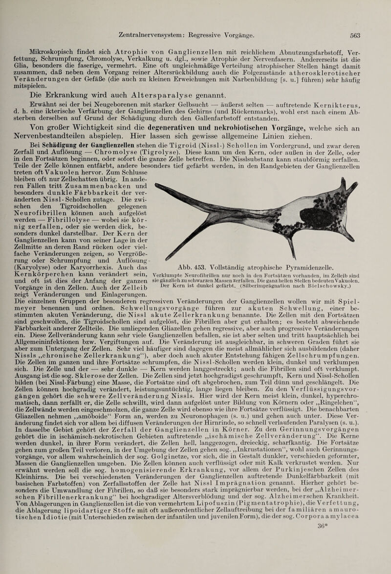 Mikroskopisch findet sich Atrophie von Ganglienzellen mit reichlichem Abnutzungsfarbstoff, Ver¬ fettung, Schrumpfung, Chromolyse, Verkalkung u. dgl., sowie Atrophie der Nervenfasern. Andererseits ist die Glia, besonders die faserige, vermehrt. Eine oft ungleichmäßige Verteilung atrophischer Stellen hängt damit zusammen, daß neben dem Vorgang reiner Altersrückbildung auch die Eolgezustände atherosklerotischer Veränderungen der Gefäße (die auch zu kleinen Erweichungen mit Narbenbildung [s. u.] führen) sehr häufig mitspielen. Die Erkrankung wird auch Altersparalyse genannt. Erwähnt sei der bei Neugeborenen mit starker Gelbsucht — äußerst selten — auf tretende Kernikterus, d. h. eine ikterische Verfärbung der Ganglienzellen des Gehirns (und Rückenmarks), wohl erst nach einem Ab¬ sterben derselben auf Grund der Schädigung durch den Gallenfarbstoff entstanden. Von großer Wichtigkeit sind die degenerativen und nekrobiotischen Vorgänge, welche sich an Nervenbestandteilen abspielen. Hier lassen sich gewisse allgemeine Linien ziehen. Bei Schädigung der Ganglienzellen stehen die Tigroid(Nissl-) Schollen im Vordergrund, und zwar deren Zerfall und Auflösung — Chromolyse (Tigrolyse). Diese kann um den Kern, oder außen in der Zelle, oder in den Fortsätzen beginnen, oder sofort die ganze Zelle betreffen. Die Nisslsubstanz kann staubförmig zerfallen. Teile der Zelle können entfärbt, andere besonders tief gefärbt werden, in den Randgebieten der Ganglienzellen treten oft Vakuolen hervor. Zum Schlüsse bleiben oft nur Zellschatten übrig. In ande¬ ren Fällen tritt Zusammenbacken und besonders dunkle Färbbarkeit der ver¬ änderten Nissl- Schollen zutage. Die zwi¬ schen den Tigroidschollen gelegenen Neurofibrillen können auch aufgelöst werden — Fibrillolyse — wobei sie kör¬ nig zerfallen, oder sie werden dick, be¬ sonders dunkel darstellbar. Der Kern der Ganglienzellen kann von seiner Lage in der Zellmitte an deren Rand rücken oder viel¬ fache Veränderungen zeigen, so Vergröße¬ rung oder Schrumpfung und Auflösung (Karyolyse) oder Karyorrhexis. Auch das Kernkörperchen kann verändert sein, und oft ist dies der Anfang der ganzen Vorgänge in den Zellen. Auch der Zelleib zeigt Veränderungen und Einlagerungen. Die einzelnen Gruppen der besonderen regressiven Veränderungen der Ganglienzellen wollen wir mit Spiel- meyer benennen und ordnen. Schwellungsvorgänge führen zur akuten Schwellung, einer be¬ stimmten akuten Veränderung, die Nissl akute Zellerkrankung benannte. Die Zellen mit den Fortsätzen sind geschwollen, die Tigroidschollen sind aufgelöst, die Fibrillen aber gut erhalten; es besteht abweichende Färbbarkeit anderer Zellteile. Die umliegenden Gliazellen gehen regressive, aber auch progressive Veränderungen ein. Diese Zell Veränderung kann sehr viele Ganglienzellen befallen, sie ist aber selten und tritt hauptsächlich bei Allgemeininfektionen bzw. Vergiftungen auf. Die Veränderung ist ausgleichbar, in schweren Graden führt sie aber zum Untergang der Zellen. Sehr viel häufiger sind dagegen die meist allmählicher sich ausbildenden (daher Nissls ,,chronische Zellerkrankung“), aber doch auch akuter Entstehung fähigen Zellschrumpfungen. Die Zellen im ganzen und ihre Fortsätze schrumpfen, die Nissl-Schollen werden klein, dunkel und verklumpen sich. Die Zelle und der — sehr dunkle — Kern werden langgestreckt; auch die Fibrillen sind oft verklumpt. Ausgang ist die sog. Sklerose der Zellen. Die Zellen sind jetzt hochgradigst geschrumpft, Kern und Nissl-Schollen bilden (bei Nissl-Färbung) eine Masse, die Fortsätze sind oft abgebrochen, zum Teil dünn und geschlängelt. Die Zellen können hochgradig verändert, leistungsuntüchtig, lange liegen bleiben. Zu den Verflüssigungsvor- gängen gehört die schwere Zellveränderung Nissls. Hier wird der Kern meist klein, dunkel, hyperchro¬ matisch, dann zerfällt er, die Zelle schwillt, wird dann aufgelöst unter Bildung von Körnern oder ,,Ringelchen“, die Zellwände werden eingeschmolzen, die ganze Zelle wird ebenso wie ihre Fortsätze verflüssigt. Die benachbarten Gliazellen nehmen „amöboide“ Form an, werden zu Neuronophagen (s. u.) und gehen auch unter. Diese Ver¬ änderung findet sich vor allem bei diffusen Veränderungen der Hirnrinde, so schnell verlaufenden Paralysen (s. u.). In dasselbe Gebiet gehört der Zerfall der Ganglienzellen in Körner. Zu den Gerinnungsvorgängen gehört die in ischämisch-nekrotischen Gebieten auftretende „ischämische Zell Veränderung“. Die Kerne werden dunkel, in ihrer Form verändert, die Zellen hell, langgezogen, dreieckig, scharfkantig. Die Fortsätze gehen zum großen Teil verloren, in der Umgebung der Zellen gehen sog. „Inkrustationen“, wohl auch Gerinnungs¬ vorgänge, vor allem wahrscheinlich der sog. Golginetze, vor sich, die in Gestalt dunkler, verschieden geformter, Massen die Ganglienzellen umgeben. Die Zellen können auch verflüssigt oder mit Kalk verkrustet werden. Nur erwähnt werden soll die sog. homogenisierende Erkrankung, vor allem der Purkinjeschen Zellen des Kleinhirns. Die bei verschiedensten Veränderungen der Ganglienzellen auftretende Dunkelfärbbarkeit (mit basischen Farbstoffen) von Zerfallsstoffen der Zelle hat Nissl Imprägnation genannt. Hierher gehört be¬ sonders die Umwandlung der Fibrillen, so daß sie besonders stark imprägnierbar werden, bei der „Alzheimer- schen Fibrillenerkrankung“ bei hochgradiger Altersverblödung und der sog. Alzheimerschen Krankheit. Von Ablagerungen in Ganglienzellen ist die von vermehrtem Lipofuszin (Pigmentatrophie), die Verfettung, die Ablagerung lipoidartiger Stoffe mit oft außerordentlicher Zellauftreibung bei der familiären amauro- tischen Idiotie (mit Unterschieden zwischen der infantilen und juvenilenForm), die der sog. Corpora a my 1 acea 36* Abb. 453. Vollständig atrophische Pyramidenzelle. Verklumpte Neurofibrillen nur noch in den Fortsätzen vorhanden, im Zelleib sind sie gänzlich zu schwarzen Massen zerfallen. Die ganz hellen Stellen bedeuten Vakuolen. Der Kern ist dunkel gefärbt. (Silberimprägnation nach Bielschowsky.)