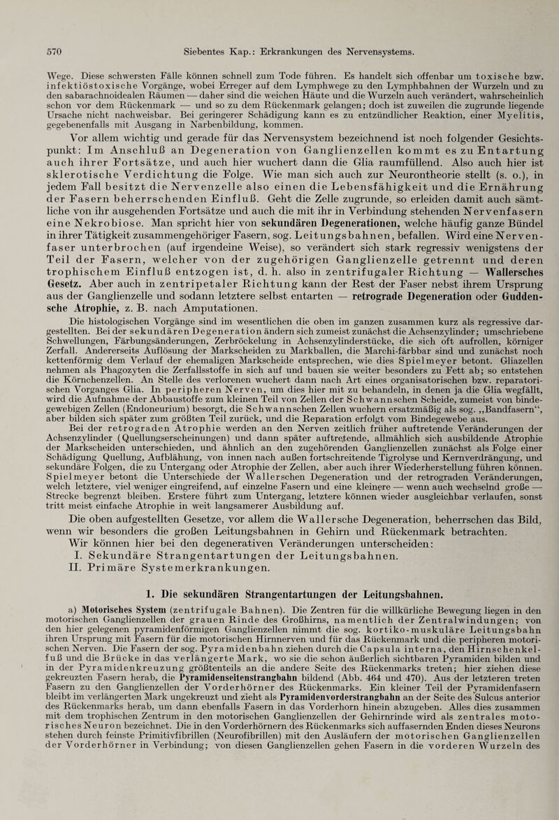Wege. Diese schwersten Fälle können schnell zum Tode führen. Es handelt sich offenbar um toxische bzw. infektiöstoxische Vorgänge, wobei Erreger auf dem Lymphwege zu den Lymphbahnen der Wurzeln und zu den sabarachnoidealen Räumen — daher sind die weichen Häute und die Wurzeln auch verändert, wahrscheinlich schon vor dem Rückenmark •— und so zu dem Rückenmark gelangen; doch ist zuweilen die zugrunde liegende Ursache nicht nachweisbar. Bei geringerer Schädigung kann es zu entzündlicher Reaktion, einer Myelitis, gegebenenfalls mit Ausgang in Narbenbildung, kommen. Vor allem wichtig und gerade für das Nervensystem bezeichnend ist noch folgender Gesichts¬ punkt: Im Anschluß an Degeneration von Ganglienzellen kommt es zu Entartung auch ihrer Fortsätze, und auch hier wuchert dann die Glia raumfüllend. Also auch hier ist sklerotische Verdichtung die Folge. Wie man sich auch zur Neurontheorie stellt (s. o.), in jedem Fall besitzt die Nervenzelle also einen die Lebensfähigkeit und die Ernährung der Fasern beherrschenden Einfluß. Geht die Zelle zugrunde, so erleiden damit auch sämt¬ liche von ihr ausgehenden Fortsätze und auch die mit ihr in Verbindung stehenden Nervenfasern eine Nekrobiose. Man spricht hier von sekundären Degenerationen, welche häufig ganze Bündel in ihrer Tätigkeit zusammengehöriger Fasern, sog. Leitungsbahnen, befallen. Wird eine Nerven¬ faser unterbrochen (auf irgendeine Weise), so verändert sich stark regressiv wenigstens der Teil der Fasern, welcher von der zugehörigen Ganglienzelle getrennt und deren trophischem Einfluß entzogen ist, d. h. also in zentrifugaler Richtung — Wallersches Gesetz. Aber auch in zentripetaler Richtung kann der Rest der Faser nebst ihrem Ursprung aus der Ganglienzelle und sodann letztere selbst entarten — retrograde Degeneration oder Gudden- sche Atrophie, z. B. nach Amputationen. Die histologischen Vorgänge sind im wesentlichen die oben im ganzen zusammen kurz als regressive dar¬ gestellten. Bei der sekundären Degeneration ändern sich zumeist zunächst die Achsenzylinder; umschriebene Schwellungen, Färbungsänderungen, Zerbröckelung in Achsenzylinderstücke, die sich oft auf rollen, körniger Zerfall. Andererseits Auflösung der Markscheiden zu Markballen, die Marchi-färbbar sind und zunächst noch kettenförmig dem Verlauf der ehemaligen Markscheide entsprechen, wie dies Spielmeyer betont. Gliazellen nehmen als Phagozyten die Zerfallsstoffe in sich auf und bauen sie weiter besonders zu Fett ab; so entstehen die Körnchenzellen. An Stelle des verlorenen wuchert dann nach Art eines organisatorischen bzw. reparatori- schen Vorganges Glia. In peripheren Nerven, um dies hier mit zu behandeln, in denen ja die Glia wegfällt, wird die Aufnahme der Abbaustoffe zum kleinen Teil von Zellen der Schwannschen Scheide, zumeist von binde¬ gewebigen Zellen (Endoneurium) besorgt, die Schwannschen Zellen wuchern ersatzmäßig als sog. ,,Bandfasern“, aber bilden sich später zum größten Teil zurück, und die Reparation erfolgt vom Bindegewebe aus. Bei der retrograden Atrophie werden an den Nerven zeitlich früher auf tretende Veränderungen der Achsenzylinder (Quellungserscheinungen) und dann später auftretende, allmählich sich ausbildende Atrophie der Markscheiden unterschieden, und ähnlich an den zugehörenden Ganglienzellen zunächst als Folge einer Schädigung Quellung, Aufblähung, von innen nach außen fortschreitende Tigrolyse und Kernverdrängung, und sekundäre Folgen, die zu Untergang oder Atrophie der Zellen, aber auch ihrer Wiederherstellung führen können. Spiel meyer betont die Unterschiede der Wallerschen Degeneration und der retrograden Veränderungen, welch letztere, viel weniger eingreifend, auf einzelne Fasern und eine kleinere — wenn auch wechselnd große — Strecke begrenzt bleiben. Erstere führt zum Untergang, letztere können wieder ausgleichbar verlaufen, sonst tritt meist einfache Atrophie in weit langsamerer Ausbildung auf. Die oben auf gestellten Gesetze, vor allem die Wall ersehe Degeneration, beherrschen das Bild, wenn wir besonders die großen Leitungsbahnen in Gehirn und Rückenmark betrachten. Wir können hier bei den degenerativen Veränderungen unterscheiden: I. Sekundäre Strangentartungen der Leitungsbahnen. II. Primäre Systemerkrankungen. 1. Die sekundären Strangentartungen der Leitungsbahnen. a) 31otorisches System (zentrifugale Bahnen). Die Zentren für die willkürliche Bewegung liegen in den motorischen Ganglienzellen der grauen Rinde des Großhirns, namentlich der Zentralwindungen; von den hier gelegenen pyramidenförmigen Ganglienzellen nimmt die sog. kortiko-muskuläre Leitungsbahn ihren Ursprung mit Fasern für die motorischen Hirnnerven und für das Rückenmark und die peripheren motori¬ schen Nerven. Die Fasern der sog. Pyramidenbahn ziehen durch die Capsula interna, den Hirnschenkel¬ fuß und die Brücke in das verlängerte Mark, wo sie die schon äußerlich sichtbaren Pyramiden bilden und in der Pyramidenkreuzung größtenteils an die andere Seite des Rückenmarks treten; hier ziehen diese gekreuzten Fasern herab, die Pyramidenseitenstrangbahn bildend (Abb. 464 und 470). Aus der letzteren treten Fasern zu den Ganglienzellen der Vorderhörner des Rückenmarks. Ein kleiner Teil der Pyramidenfasern bleibt im verlängerten Mark ungekreuzt und zieht als Pyramidenvorderstrangbahn an der Seite des Sulcus anterior des Rückenmarks herab, um dann ebenfalls Fasern in das Vorderhorn hinein abzugeben. Alles dies zusammen mit dem trophischen Zentrum in den motorischen Ganglienzellen der Gehirnrinde wird als zentrales moto¬ risches Neuron bezeichnet. Die in den Vorder hörnern des Rückenmarks sich auffasernden Enden dieses Neurons stehen durch feinste Primitivfibrillen (Neurofibrillen) mit den Ausläufern der motorischen Ganglienzellen der Vorderhörner in Verbindung; von diesen Ganglienzellen gehen Fasern in die vorderen Wurzeln des