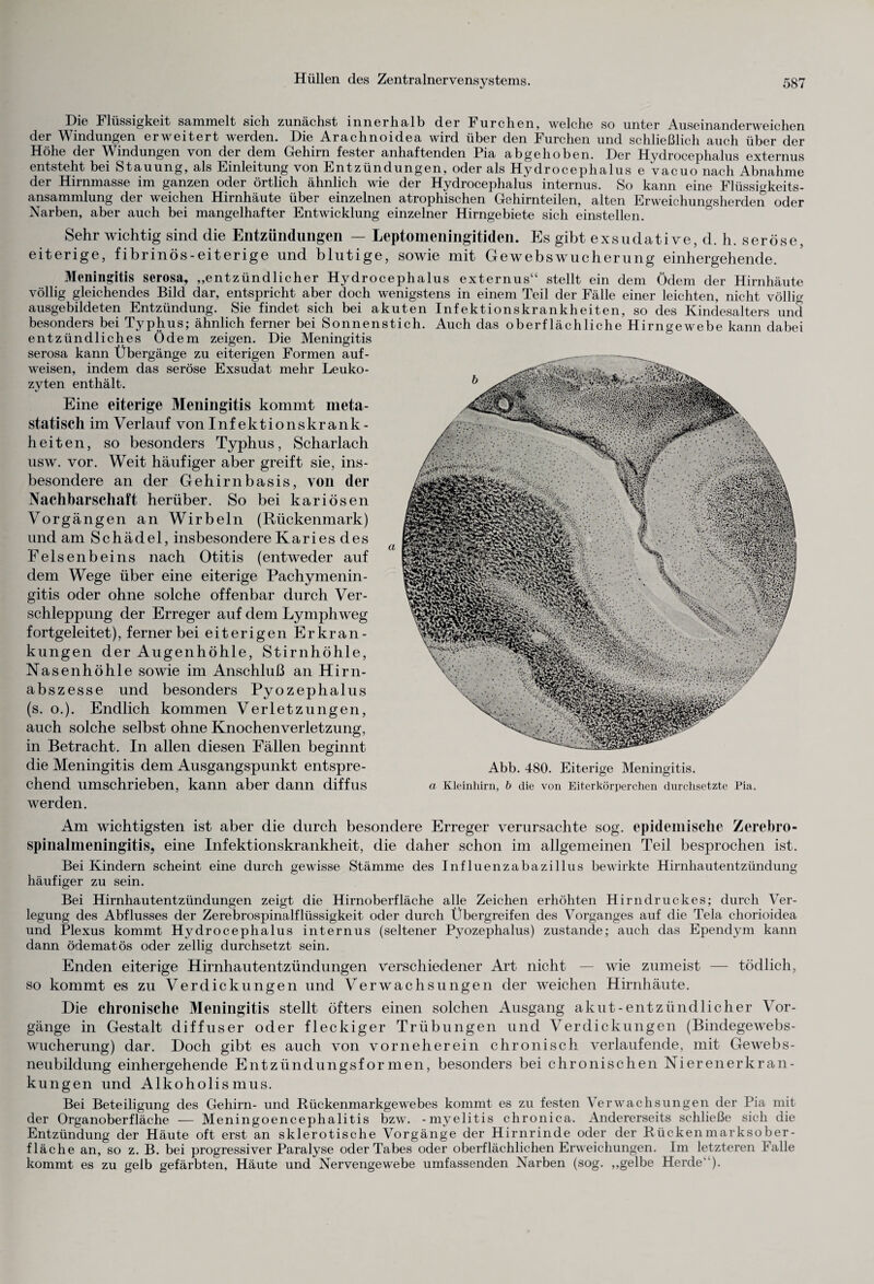 Die Flüssigkeit sammelt sich zunächst innerhalb der Furchen, welche so unter Auseinanderweichen der Windungen erweitert werden. Die Arachnoidea wird über den Furchen und schließlich auch über der Höhe der Windungen von der dem Gehirn fester anhaftenden Pia abgehoben. Der Hydrocephalus externus entsteht bei Stauung, als Einleitung von Entzündungen, oder als Hydrocephalus e vacuo nach Abnahme der Hirnmasse im ganzen oder örtlich ähnlich wie der Hydrocephalus internus. So kann eine Flüssigkeits¬ ansammlung der weichen Hirnhäute über einzelnen atrophischen Gehirnteilen, alten Erweichungsherden oder Narben, aber auch bei mangelhafter Entwicklung einzelner Hirngebiete sich einstellen. Sehr wichtig sind die Entzündungen — Leptomeningitiden. Es gibt exsudative,d.h.seröse, eiterige, fibrinös-eiterige und blutige, sowie mit Gewebswucherung einhergehende. Meningitis serosa, „entzündlicher Hydrocephalus externus“ stellt ein dem Ödem der Hirnhäute völlig gleichendes Bild dar, entspricht aber doch wenigstens in einem Teil der Fälle einer leichten, nicht völlig ausgebildeten Entzündung. Sie findet sich bei akuten Infektionskrankheiten, so des Kindesalters und besonders bei Typhus; ähnlich ferner bei Sonnenstich. Auch das oberflächliche Hirngewebe kann dabei entzündliches Ödem zeigen. Die Meningitis serosa kann Übergänge zu eiterigen Formen auf¬ weisen, indem das seröse Exsudat mehr Leuko¬ zyten enthält. Eine eiterige Meningitis kommt meta- statisch im Verlauf von Infektionskrank¬ heiten, so besonders Typhus, Scharlach usw. vor. Weit häufiger aber greift sie, ins¬ besondere an der Gehirnbasis, von der Nachbarschaft herüber. So bei kariösen Vorgängen an Wirbeln (Rückenmark) und am Schädel, insbesondere Karies des Felsenbeins nach Otitis (entweder auf dem Wege über eine eiterige Pachymenin- gitis oder ohne solche offenbar durch Ver¬ schleppung der Erreger auf dem Lymphweg fortgeleitet), ferner bei eiterigen Erkran¬ kungen der Augenhöhle, Stirnhöhle, Nasenhöhle sowie im Anschluß an Hirn¬ abszesse und besonders Pyozephalus (s. o.). Endlich kommen Verletzungen, auch solche selbst ohne Knochenverletzung, in Betracht. In allen diesen Fällen beginnt die Meningitis dem Ausgangspunkt entspre¬ chend umschrieben, kann aber dann diffus werden. Abb. 480. Eiterige Meningitis. a Kleinhirn, b die von Eiterkörperchen durchsetzte Pia. Am wichtigsten ist aber die durch besondere Erreger verursachte sog. epidemische Zerebro- spinalmeningitis, eine Infektionskrankheit, die daher schon im allgemeinen Teil besprochen ist. Bei Kindern scheint eine durch gewisse Stämme des Influenzabazillus bewirkte Hirnhautentzündung häufiger zu sein. Bei Hirnhautentzündungen zeigt die Hirnoberfläche alle Zeichen erhöhten Hirndruckes; durch Ver¬ legung des Abflusses der Zerebrospinalflüssigkeit oder durch Übergreifen des Vorganges auf die Tela chorioidea und Plexus kommt Hydrocephalus internus (seltener Pyozephalus) zustande; auch das Ependym kann dann ödematös oder zellig durchsetzt sein. Enden eiterige Hirnhautentzündungen verschiedener Art nicht — wie zumeist — tödlich, so kommt es zu Verdickungen und Verwachsungen der weichen Hirnhäute. Die chronische Meningitis stellt öfters einen solchen Ausgang akut-entzündlicher Vor¬ gänge in Gestalt diffuser oder fleckiger Trübungen und Verdickungen (Bindegewebs¬ wucherung) dar. Doch gibt es auch von vorneherein chronisch verlaufende, mit Gewebs¬ neubildung einhergehende Entzündungsformen, besonders bei chronischen Nierenerkran¬ kungen und Alkoholismus. Bei Beteiligung des Gehirn- und Rückenmarkgewebes kommt es zu festen Verwachsungen der Pia mit der Organoberfläche — Meningoencephalitis bzw. -myelitis chronica. Andererseits schließe sich die Entzündung der Häute oft erst an sklerotische Vorgänge der Hirnrinde oder der Rückenmarksober¬ fläche an, so z. B. bei progressiver Paralyse oder Tabes oder oberflächlichen Erweichungen. Im letzteren Falle kommt es zu gelb gefärbten, Häute und Nervengewebe umfassenden Narben (sog. „gelbe Herde'1)-