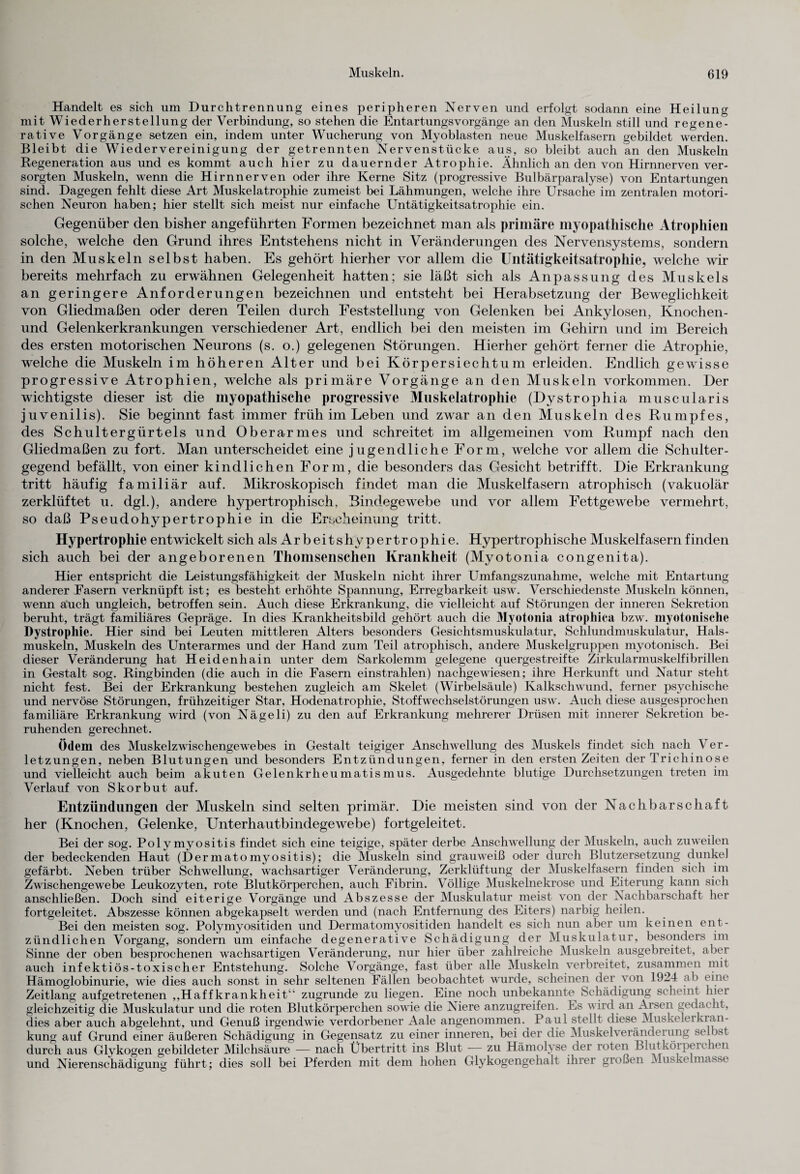 Handelt es sich um Durchtrennung eines peripheren Nerven und erfolgt sodann eine Heilung mit Wiederherstellung der Verbindung, so stehen die Entartungsvorgänge an den Muskeln still und regene¬ rative Vorgänge setzen ein, indem unter Wucherung von Myoblasten neue Muskelfasern gebildet werden. Bleibt die Wiedervereinigung der getrennten Nervenstücke aus, so bleibt auch an den Muskeln Regeneration aus und es kommt auch hier zu dauernder Atrophie. Ähnlich an den von Hirnnerven ver¬ sorgten Muskeln, wenn die Hirnnerven oder ihre Kerne Sitz (progressive Bulbärparalyse) von Entartungen sind. Dagegen fehlt diese Art Muskelatrophie zumeist bei Lähmungen, welche ihre Ursache im zentralen motori¬ schen Neuron haben; hier stellt sich meist nur einfache Untätigkeitsatrophie ein. Gegenüber den bisher angeführten Formen bezeichnet man als primäre myopathische Atrophien solche, welche den Grund ihres Entstehens nicht in Veränderungen des Nervensystems, sondern in den Muskeln selbst haben. Es gehört hierher vor allem die Untätigkeitsatrophie, welche wir bereits mehrfach zu erwähnen Gelegenheit hatten; sie läßt sich als Anpassung des Muskels an geringere Anforderungen bezeichnen und entsteht bei Herabsetzung der Beweglichkeit von Gliedmaßen oder deren Teilen durch Feststellung von Gelenken bei Ankylosen, Knochen- und Gelenkerkrankungen verschiedener Art, endlich bei den meisten im Gehirn und im Bereich des ersten motorischen Neurons (s. o.) gelegenen Störungen. Hierher gehört ferner die xÄtrophie, welche die Muskeln im höheren Alter und bei Körpersiechtum erleiden. Endlich gewisse progressive Atrophien, welche als primäre Vorgänge an den Muskeln Vorkommen. Der wichtigste dieser ist die myopathische progressive Muskelatrophie (Dystrophia muscularis juvenilis). Sie beginnt fast immer früh im Leben und zwar an den Muskeln des Rumpfes, des Schultergürtels und Oberarmes und schreitet im allgemeinen vom Rumpf nach den Gliedmaßen zu fort. Man unterscheidet eine jugendliche Form, welche vor allem die Schulter¬ gegend befällt, von einer kindlichen Form, die besonders das Gesicht betrifft. Die Erkrankung tritt häufig familiär auf. Mikroskopisch findet man die Muskelfasern atrophisch (vakuolär zerklüftet u. dgl.), andere hypertrophisch, Bindegewebe und vor allem Fettgewebe vermehrt, so daß Pseudohypertrophie in die Erscheinung tritt. Hypertrophie entwickelt sich als Arbeitshypertrophie. Hypertrophische Muskelfasern finden sich auch bei der angeborenen Thomsenschen Krankheit (Myotonia congenita). Hier entspricht die Leistungsfähigkeit der Muskeln nicht ihrer Umfangszunahme, welche mit Entartung anderer Fasern verknüpft ist; es bestellt erhöhte Spannung, Erregbarkeit usw. Verschiedenste Muskeln können, wenn auch ungleich, betroffen sein. Auch diese Erkrankung, die vielleicht auf Störungen der inneren Sekretion beruht, trägt familiäres Gepräge. In dies Krankheitsbild gehört auch die Myotonia atrophica bzw. myotonisclie Dystrophie. Hier sind bei Leuten mittleren Alters besonders Gesichtsmuskulatur, Schlundmuskulatur, Hals¬ muskeln, Muskeln des Unterarmes und der Hand zum Teil atrophisch, andere Muskelgruppen myotonisch. Bei dieser Veränderung hat Heidenhain unter dem Sarkolemm gelegene quergestreifte Zirkularmuskelfibrillen in Gestalt sog. Ringbinden (die auch in die Fasern einstrahlen) nachgewiesen; ihre Herkunft und Natur steht nicht fest. Bei der Erkrankung bestehen zugleich am Skelet (Wirbelsäule) Kalkschwund, ferner psychische und nervöse Störungen, frühzeitiger Star, Hodenatrophie, Stoffwechselstörungen usw. Auch diese ausgesprochen familiäre Erkrankung wird (von Nägeli) zu den auf Erkrankung mehrerer Drüsen mit innerer Sekretion be¬ ruhenden gerechnet. Ödem des Muskelzwischengewebes in Gestalt teigiger Anschwellung des Muskels findet sich nach Ver¬ letzungen, neben Blutungen und besonders Entzündungen, ferner in den ersten Zeiten der Trichinose und vielleicht auch beim akuten Gelenkrheumatismus. Ausgedehnte blutige Durchsetzungen treten im Verlauf von Skorbut auf. Entzündungen der Muskeln sind selten primär. Die meisten sind von der Nachbarschaft her (Knochen, Gelenke, Unterhautbindegewebe) fortgeleitet. Bei der sog. Polymyositis findet sich eine teigige, später derbe Anschwellung der Muskeln, auch zuweilen der bedeckenden Haut (Dermatomyositis); die Muskeln sind grauweiß oder durch Blutzersetzung dunkel gefärbt. Neben trüber Schwellung, wachsartiger Veränderung, Zerklüftung der Muskelfasern finden sich im Zwischengewebe Leukozyten, rote Blutkörperchen, auch Fibrin. Völlige Muskelnekrose und Eiterung kann sich anschließen. Doch sind eiterige Vorgänge und Abszesse der Muskulatur meist von der Nachbarschaft her fortgeleitet. Abszesse können abgekapselt werden und (nach Entfernung des Eiters) narbig heilen. Bei den meisten sog. Polymyositiden und Dermatomyositiden handelt es sich nun aber um keinen ent¬ zündlichen Vorgang, sondern um einfache degenerative Schädigung der Muskulatur, besonders im Sinne der oben besprochenen wachsartigen Veränderung, nur hier über zahlreiche Muskeln ausgebreitet, aber auch infektiös-toxischer Entstehung. Solche Vorgänge, fast über alle Muskeln verbreitet, zusammen mit Hämoglobinurie, wie dies auch sonst in sehr seltenen Fällen beobachtet wurde, scheinen der von 1924 ab eine Zeitlang aufgetretenen ,,Haffkrankheit“ zugrunde zu liegen. Eine noch unbekannte Schädigung scheint hier gleichzeitig die Muskulatur und die roten Blutkörperchen sowie die Niere anzugreifen. Es wird an Arsen gedacht, dies aber auch abgelehnt, und Genuß irgendwie verdorbener Aale angenommen. Paul stellt diese Muskelerkian- kung auf Grund einer äußeren Schädigung in Gegensatz zu einer inneren, bei der die Muskelveränderung selbst durch aus Glykogen gebildeter Milchsäure — nach Übertritt ins Blut — zu Hämolyse der roten Blutkörpeichen und Nierenschädigung führt; dies soll bei Pferden mit dem hohen Glykogengehalt ihrer großen Muskelmasse
