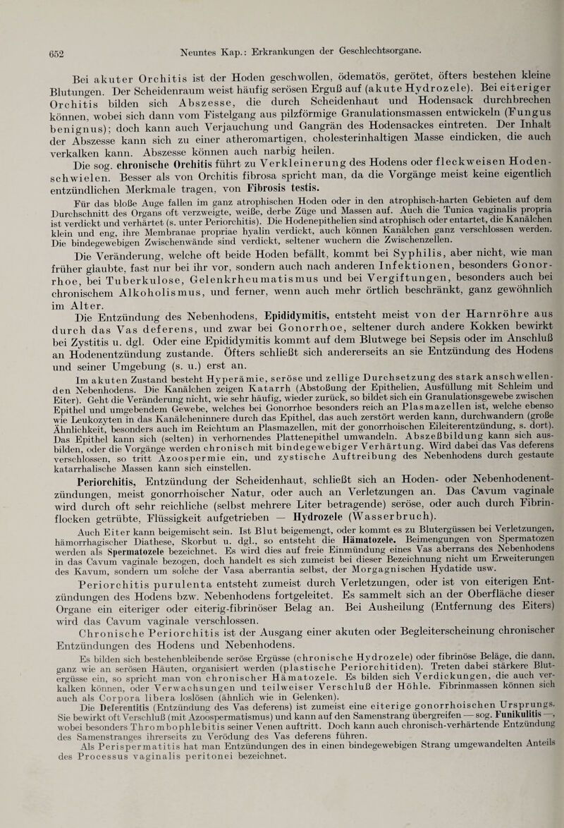 Bei akuter Orchitis ist der Hoden geschwollen, ödematös, gerötet, öfters bestehen kleine Blutungen. Der Scheidenraum weist häufig serösen Erguß auf (akute Hydrozele). Bei eiteriger Orchitis bilden sich Abszesse, die durch Scheidenhaut und Hodensack durchbrechen können, wobei sich dann vom Fistelgang aus pilzförmige Granulationsmassen entwickeln (Fungus benignus): doch kann auch Verjauchung und Gangrän des Hodensackes eintreten. Der Inhalt der Abszesse kann sich zu einer atheromartigen, cholesterinhaltigen Masse eindicken, die auch verkalken kann. Abszesse können auch narbig heilen. Die sog. chronische Orchitis führt zu Verkleinerung des Hodens oder fleckweisen Hoden¬ schwielen. Besser als von Orchitis fibrosa spricht man, da die Vorgänge meist keine eigentlich entzündlichen Merkmale tragen, von Fibrosis testis. Für das bloße Auge fallen im ganz atrophischen Hoden oder in den atrophisch-harten Gebieten auf dem Durchschnitt des Organs oft verzweigte, weiße, derbe Züge und Massen auf. Auch die Tunica vaginalis propria ist verdickt und verhärtet (s. unter Periorchitis). Die Hodenepithelien sind atrophisch oder entartet, die Kanälchen klein und eng, ihre Membranae propriae hyalin verdickt, auch können Kanälchen ganz verschlossen werden. Die bindegewebigen Zwischenwände sind verdickt, seltener wuchern die Zwischenzellen. j)ie Veränderung, welche oft beide Hoden befällt, kommt bei Syphilis, aber nicht, wie man früher glaubte, fast nur bei ihr vor, sondern auch nach anderen Infektionen, besonders Gonor¬ rhoe, bei Tuberkulose, Gelenkrheumatismus und bei Vergiftungen, besonders auch bei chronischem Alkoholismus, und ferner, wenn auch mehr örtlich beschränkt, ganz gewöhnlich im Alter. Die Entzündung des Nebenhodens, Epididymitis, entsteht meist von der Harnröhre aus durch das Vas deferens, und zwar bei Gonorrhoe, seltener durch andere Kokken bewirkt bei Zystitis u. dgl. Oder eine Epididymitis kommt auf dem Blutwege bei Sepsis oder im Anschluß Hodenentzündung zustande. Öfters schließt sich andererseits an sie Entzündung des Hodens und seiner Umgebung (s. u.) erst an. Im akuten Zustand besteht Hyperämie, seröse und zellige Durchsetzung des stark anschwellen¬ den Nebenhodens. Die Kanälchen zeigen Katarrh (Abstoßung der Epithelien, Ausfüllung mit Schleim und Eiter). Geht die Veränderung nicht, wie sehr häufig, wieder zurück, so bildet sich ein Granulationsgewebe zwischen Epithel und umgebendem Gewebe, welches bei Gonorrhoe besonders reich an Plasmazellen ist, welche ebenso wie Leukozyten in das Kanälcheninnere durch das Epithel, das auch zerstört werden kann, durchwandern (große Ähnlichkeit, besonders auch im Reichtum an Plasmazellen, mit der gonorrhoischen Eileiterentzündung, s. dort). Das Epithel kann sich (selten) in verhornendes Plattenepithel umwandeln. Abszeßbildung kann sich aus¬ bilden, oder die Vorgänge werden chronisch mit bindegewebiger Verhärtung. Wird dabei das Vas deferens verschlossen, so tritt Azoospermie ein, und zystische Auftreibung des Nebenhodens durch gestaute katarrhalische Massen kann sich einstellen. Periorchitis, Entzündung der Scheidenhaut, schließt sich an Hoden- oder Nebenhodenent- zündungen, meist gonorrhoischer Natur, oder auch an Verletzungen an. Das Cavum vaginale wird durch oft sehr reichliche (selbst mehrere Liter betragende) seröse, oder auch durch Fibrin¬ flocken getrübte, Flüssigkeit aufgetrieben — Hydrozele (Wasserbruch). Auch Eiter kann beigemischt sein. Ist Blut beigemengt, oder kommt es zu Blutergüssen bei Verletzungen, hämorrhagischer Diathese, Skorbut u. dgl., so entsteht die Hämatozele. Beimengungen von Spermatozen werden als Spermatozele bezeichnet. Es wird dies auf freie Einmündung eines Vas aberrans des Nebenhodens in das Cavum vaginale bezogen, doch handelt es sich zumeist bei dieser Bezeichnung nicht um Erweiterungen des Kavum, sondern um solche der Vasa aberrantia selbst, der Morgagni sehen Hydatide usw. Periorchitis purulenta entsteht zumeist durch Verletzungen, oder ist von eiterigen Ent¬ zündungen des Hodens bzw. Nebenhodens fortgeleitet. Es sammelt sich an der Oberfläche dieser Organe ein eiteriger oder eiterig-fibrinöser Belag an. Bei Ausheilung (Entfernung des Eiters) wird das Cavum vaginale verschlossen. Chronische Periorchitis ist der Ausgang einer akuten oder Begleiterscheinung chronischer Entzündungen des Hodens und Nebenhodens. Es bilden sich bestehenbleibende seröse Ergüsse (chronische Hydrozele) oder fibrinöse Beläge, die dann, ganz wie an serösen Häuten, organisiert werden (plastische Periorchitiden). Treten dabei stärkere Blut¬ ergüsse ein, so spricht man von chronischer Hämatozele. Es bilden sich Verdickungen, die auch ver¬ kalken können, oder Verwachsungen und teilweiser Verschluß der Höhle. Fibrinmassen können sich auch als Corpora libera loslösen (ähnlich wie in Gelenken). Die Deferentitis (Entzündung des Vas deferens) ist zumeist eine eiterige gonorrhoischen Drsprungs. Sie bewirkt oft Verschluß (mit Azoospermatismus) und kann auf den Samenstrang übergreifen sog. I unikulitis > wobei besonders Thrombophlebitis seiner Venen auftritt. Doch kann auch chronisch-verhärtende Entzündung des Samenstranges ihrerseits zu Verödung des Vas deferens führen. ., Als Perispermatitis hat man Entzündungen des in einen bindegewebigen Strang umgewandelten Antei s des Processus vaginalis peritonei bezeichnet.