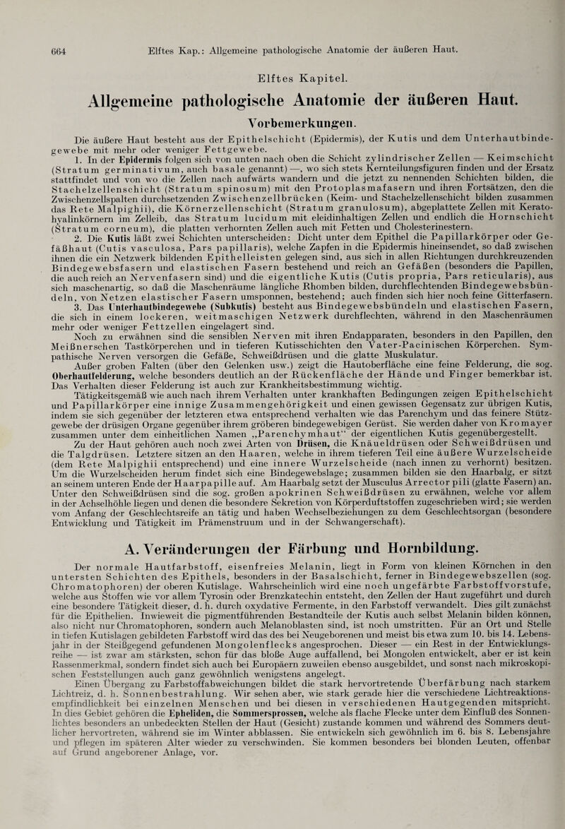 Elftes Kapitel. Allgemeine pathologische Anatomie der äußeren Haut. Vorbemerkungen. Die äußere Haut besteht aus der Epithelschicht (Epidermis), der Kutis und dem Unterhautbinde¬ gewebe mit mehr oder weniger Fettgewebe. 1. In der Epidermis folgen sich von unten nach oben die Schicht zylindrischer Zellen — Keimschicht (Stratum ger minativum, auch basale genannt) —, wo sich stets Kernteilungsfiguren finden und der Ersatz stattfindet und von wo die Zellen nach aufwärts wandern und die jetzt zu nennenden Schichten bilden, die Stachelzellenschicht (Stratum spinosum) mit den Protoplasmafasern und ihren Fortsätzen, den die Zwischenzellspalten durchsetzenden Zwischenzellbrücken (Keim- und Stachelzellenschicht bilden zusammen das Rete Malpighii), die Körnerzellenschicht (Stratum granulosum), abgeplattete Zellen mit Kerato- hyalinkörnern im Zelleib, das Stratum lucidum mit eleidinhaltigen Zellen und endlich die Hornschicht (Stratum corneum), die platten verhornten Zellen auch mit Fetten und Cholesterinestern, 2. Die Kutis läßt zwei Schichten unterscheiden: Dicht unter dem Epithel die Papillarkörper oder Ge¬ fäßhaut (Cutis vasculosa, Pars papillaris), welche Zapfen in die Epidermis hineinsendet, so daß zwischen ihnen die ein Netzwerk bildenden Epithelleisten gelegen sind, aus sich in allen Richtungen durchkreuzenden Bindegewebsfasern und elastischen Fasern bestehend und reich an Gefäßen (besonders die Papillen, die auch reich an Nervenfasern sind) und die eigentliche Kutis (Cutis propria, Pars reticularis), aus sich maschenartig, so daß die Maschenräume längliche Rhomben bilden, durchflechtenden Bindege websbün¬ deln, von Netzen elastischer Fasern umsponnen, bestehend; auch finden sich hier noch feine Gitterfasern. 3. Das Unterhautbindegewebe (Subkutis) besteht aus Bindegewebsbündeln und elastischen Fasern, die sich in einem lockeren, weitmaschigen Netzwerk durchflechten, während in den Maschenräumen mehr oder weniger Fettzellen eingelagert sind. Noch zu erwähnen sind die sensiblen Nerven mit ihren Endapparaten, besonders in den Papillen, den Meißner sehen Tastkörperchen und in tieferen Kutisschichten den Va t er-Pacini sehen Körperchen. Sym¬ pathische Nerven versorgen die Gefäße, Schweißdrüsen und die glatte Muskulatur. Außer groben Falten (über den Gelenken usw.) zeigt die Hautoberfläche eine feine Felderung, die sog. Obcrhautfelderung, welche besonders deutlich an der Rückenfläche der Hände und Finger bemerkbar ist. Das Verhalten dieser Felderung ist auch zur Krankheitsbestimmung wichtig. Tätigkeitsgemäß wie auch nach ihrem Verhalten unter krankhaften Bedingungen zeigen Epithelschicht und Papillarkörper eine innige Zusammengehörigkeit und einen gewissen Gegensatz zur übrigen Kutis, indem sie sich gegenüber der letzteren etwa entsprechend verhalten wie das Parenchym und das feinere Stütz- gewebe der drüsigen Organe gegenüber ihrem gröberen bindegewebigen Gerüst. Sie werden daher von Kromayer zusammen unter dem einheitlichen Namen „Parenchymhaut“ der eigentlichen Kutis gegenübergestellt. Zu der Haut gehören auch noch zwei Arten von Drüsen, die Knäueldrüsen oder Schweißdrüsen und die Talgdrüsen. Letztere sitzen an den Haaren, welche in ihrem tieferen Teil eine äußere Wurzelscheide (dem Rete Malpighii entsprechend) und eine innere Wurzelscheide (nach innen zu verhornt) besitzen. Um die Wurzelscheiden herum findet sich eine Bindegewebslage; zusammen bilden sie den Haarbalg, er sitzt an seinem unteren Ende der Haarpapille auf. Am Haarbalg setzt der Musculus Arrector pili (glatte Fasern) an. Unter den Schweißdrüsen sind die sog. großen apokrinen Schweißdrüsen zu erwähnen, welche vor allem in der Achselhöhle liegen und denen die besondere Sekretion von Körperduftstoffen zugeschrieben wird; sie werden vom Anfang der Geschlechtsreife an tätig und haben Wechselbeziehungen zu dem Geschlechtsorgan (besondere Entwicklung und Tätigkeit im Prämenstruum und in der Schwangerschaft). A. Veränderungen der Färbung und Hornbildung. Der normale Hautfarbstoff, eisenfreies Melanin, liegt in Form von kleinen Körnchen in den untersten Schichten des Epithels, besonders in der Basalschicht, ferner in Bindegewebszellen (sog. Chromatophoren) der oberen Kutislage. Wahrscheinlich wird eine noch ungefärbte Farbstoff vorstuf e, welche aus Stoffen wie vor allem Tyrosin oder Brenzkatechin entsteht, den Zellen der Haut zugeführt und durch eine besondere Tätigkeit dieser, d. h. durch oxydative Fermente, in den Farbstoff verwandelt. Dies gilt zunächst für die Epithelien. Inwieweit die pigmentführenden Bestandteile der Kutis auch selbst Melanin bilden können, also nicht nur Chromatophoren, sondern auch Melanoblasten sind, ist noch umstritten. Für an Ort und Stelle in tiefen Kutislagen gebildeten Farbstoff wird das des bei Neugeborenen und meist bis etwa zum 10. bis 14. Lebens¬ jahr in der Steißgegend gefundenen Mongolenflecks angesprochen. Dieser — ein Rest in der Entwicklungs¬ reihe — ist zwar am stärksten, schon für das bloße Auge auffallend, bei Mongolen entwickelt, aber er ist kein Rassenmerkmal, sondern findet sich auch bei Europäern zuweilen ebenso ausgebildet, und sonst nach mikroskopi¬ schen Feststellungen auch ganz gewöhnlich wenigstens angelegt. Einen Übergang zu Farbstoff ab weichungen bildet die stark hervortretende Überfärbung nach starkem Lichtreiz, d. h. Sonnenbestrahlung. Wir sehen aber, wie stark gerade hier die verschiedene Lichtreaktions- empfindlichkeit bei einzelnen Menschen und bei diesen in verschiedenen Hautgegenden mitspricht. In dies Gebiet gehören die Epheliden, die Sommersprossen, welche als flache Flecke unter dem Einfluß des Sonnen¬ lichtes besonders an unbedeckten Stellen der Haut (Gesicht) zustande kommen und während des Sommers deut¬ licher hervortreten, während sie im Winter abblassen. Sie entwickeln sich gewöhnlich im 6. bis 8. Lebensjahre und pflegen im späteren Alter wieder zu verschwinden. Sie kommen besonders bei blonden Leuten, offenbar auf Grund angeborener Anlage, vor.