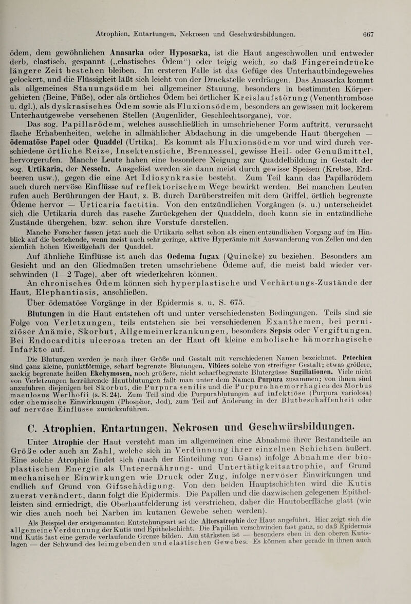 ödem, dem gewöhnlichen Anasarka oder Hyposarka, ist die Haut angeschwollen und entweder derb, elastisch, gespannt (,,elastisches Ödem“) oder teigig weich, so daß Fingereindrücke längere Zeit bestehen bleiben. Im ersteren Falle ist das Gefüge des Unterhautbindegewebes gelockert, und die Flüssigkeit läßt sich leicht von der Druckstelle verdrängen. Das Anasarka kommt als allgemeines Stauungsödem bei allgemeiner Stauung, besonders in bestimmten Körper¬ gebieten (Beine, Füße), oder als örtliches Ödem bei örtlicher Kreislaufstörung (Venenthrombose u. dgl.), als dyskrasisches Ödem sowie als Fluxionsödem, besonders an gewissen mit lockerem Unterhautgewebe versehenen Stellen (Augenlider, Geschlechtsorgane), vor. Das sog. Papillarödem, welches ausschließlich in umschriebener Form auftritt, verursacht flache Erhabenheiten, welche in allmählicher Abdachung in die umgebende Haut übergehen — ödematöse Papel oder Quaddel (Urtika). Es kommt als Fluxionsödem vor und wird durch ver¬ schiedene örtliche Reize, Insektenstiche, Brennessel, gewisse Heil- oder Genußmittel, hervorgerufen. Manche Leute haben eine besondere Neigung zur Quaddelbildung in Gestalt der sog. Urtikaria, der Nesseln. Ausgelöst werden sie dann meist durch gewisse Speisen (Krebse, Erd¬ beeren usw.), gegen die eine Art Idiosynkrasie besteht. Zum Teil kann das Papillarödem auch durch nervöse Einflüsse auf reflektorischem Wege bewirkt werden. Bei manchen Leuten rufen auch Berührungen der Haut, z. B. durch Darüberstreifen mit dem Griffel, örtlich begrenzte Ödeme hervor — Urticaria factitia. Von den entzündlichen Vorgängen (s. u.) unterscheidet sich die Urtikaria durch das rasche Zurückgehen der Quaddeln, doch kann sie in entzündliche Zustände übergehen, bzw. schon ihre Vorstufe darstellen. Manche Forscher fassen jetzt auch die Urtikaria selbst schon als einen entzündlichen Vorgang auf im Hin¬ blick auf die bestehende, wenn meist auch sehr geringe, aktive Hyperämie mit Auswanderung von Zellen und den ziemlich hohen Eiweißgehalt der Quaddel. Auf ähnliche Einflüsse ist auch das Oedema fugax (Quincke) zu beziehen. Besonders am Gesicht und an den Gliedmaßen treten umschriebene Ödeme auf, die meist bald wieder ver¬ schwinden (1 — 2 Tage), aber oft wiederkehren können. An chronisches Ödem können sich hyperplastische und Verhärtungs-Zustände der Haut, Elephantiasis, anschließen. Über ödematöse Vorgänge in der Epidermis s. u. S. 675. Blutungen in die Haut entstehen oft und unter verschiedensten Bedingungen. Teils sind sie Folge von Verletzungen, teils entstehen sie bei verschiedenen Exanthemen, bei perni¬ ziöser Anämie, Skorbut, Allgemeinerkrankungen, besonders Sepsis oder Vergiftungen. Bei Endocarditis ulcerosa treten an der Haut oft kleine embolische hämorrhagische Infarkte auf. Die Blutungen werden je nach ihrer Größe und Gestalt mit verschiedenen Namen bezeichnet. Petechien sind ganz kleine, punktförmige, scharf begrenzte Blutungen, Vibices solche von streifiger Gestalt; etwas größere, zackig begrenzte heißen Ekchymoseii, noch größere, nicht scharfbegrenzte Blutergüsse Sugillationen. \ iele nicht von Verletzungen herrührende Hautblutungen faßt man unter dem Namen Purpura zusammen; von ihnen sind anzuführen diejenigen bei Skorbut, die Purpura senilis und die Purpura haemorrliagica des Morbus maculosus Werlhofii (s. S. 24). Zum Teil sind die Purpurablutungen auf infektiöse (Purpura variolosa) oder chemische Einwirkungen (Phosphor, Jod), zum Teil auf Änderung in der Blutbeschaffenheit oder auf nervöse Einflüsse zurückzuführen. C. Atrophien, Entartungen, Nekrosen und Gescliwürsbildungen. Unter Atrophie der Haut versteht man im allgemeinen eine Abnahme ihrer Bestandteile an Größe oder auch an Zahl, welche sich in Verdünnung ihrer einzelnen Schichten äußeit. Eine solche Atrophie findet sich (nach der Einteilung von Gans) infolge Abnahme der bio- plastischen Energie als Unterernährung- und Untertätigkeitsatrophie, auf Grund mechanischer Einwirkungen wie Druck oder Zug, infolge nervöser Einwirkungen und endlich auf Grund von Giftschädigung. Von den beiden Hauptschichten wird die Kutis zuerst verändert, dann folgt die Epidermis. Die Papillen und die dazwischen gelegenen Epit e - leisten sind erniedrigt, die Oberhautfelderung ist verstrichen, daher die Hautoberfläche glatt (vit wir dies auch noch bei Narben im kutanen Gewebe sehen werden). Als Beispiel der erstgenannten Entstehungsart sei die Altersatrophie der Haut angefühit. Hiti allgemeine Verdünnung der Kutis und Epithelschicht. Die Papillen verschwinden fast ganz, so daß Epidermis und Kutis fast eine gerade verlaufende Grenze bilden. Am stärksten ist besont eis e )en in c eil _ , lagen — der Schwund des leimgebenden und elastischen Gewebes. Es können aber gerade in ihnen auch