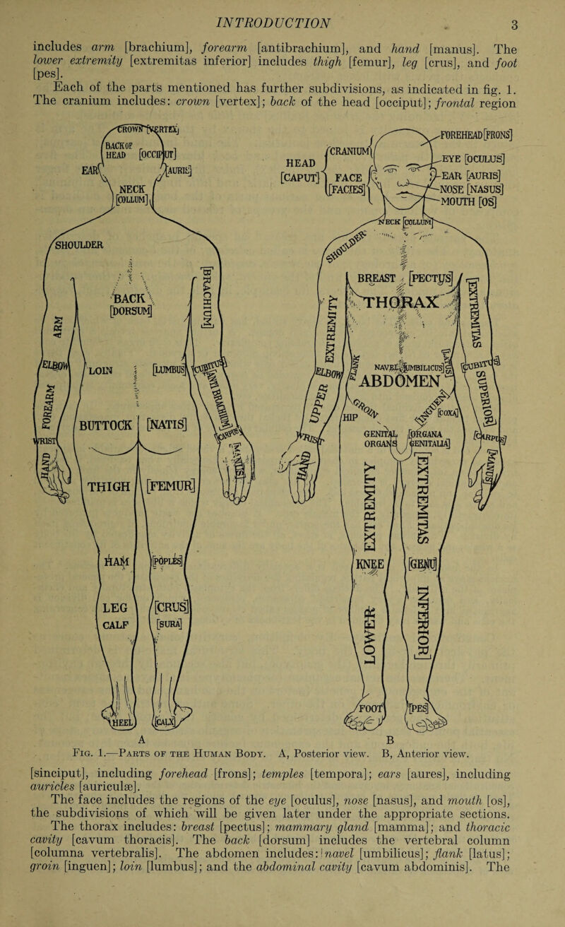 includes arm [brachium], forearm [antibrachium], and hand [manus]. The lower extremity [extremitas inferior] includes thigh [femur], leg [crus], and foot [pes]. Each of the parts mentioned has further subdivisions, as indicated in fig. 1. The cranium includes: crown [vertex]; hack of the head [occiput]; frontal region Fig. 1.—Parts op the Human Body. A, Posterior view. B, Anterior view. [sinciput], including forehead [frons]; temples [tempora]; ears [aures], including auricles [auriculae]. The face includes the regions of the eye [oculus], nose [nasus], and mouth [os], the subdivisions of which will be given later under the appropriate sections. The thorax includes: breast [pectus]; mammary gland [mamma]; and thoracic cavity [cavum thoracis]. The hack [dorsum] includes the vertebral column [columna vertebralis]. The abdomen includes:\navel [umbilicus]; flank [latus]; groin [inguen]; loin [lumbus]; and the abdominal cavity [cavum abdominis]. The