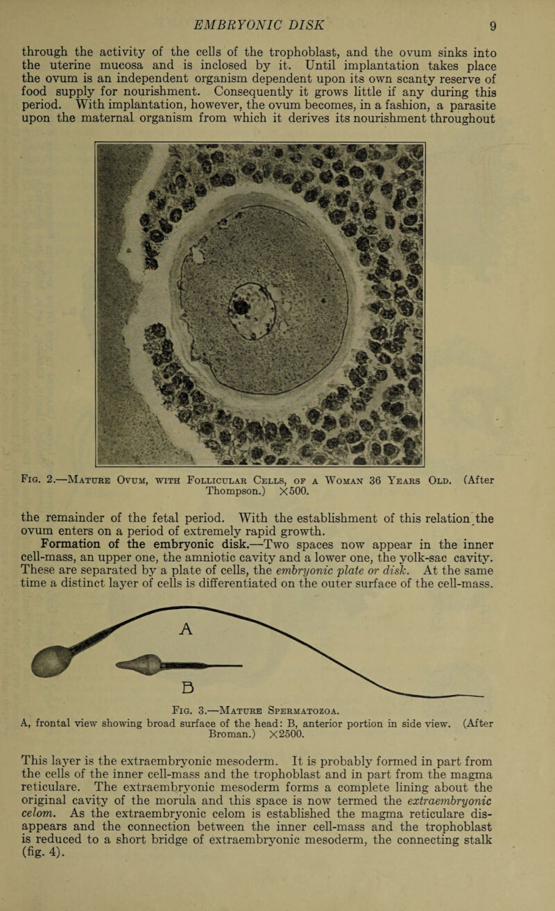 through the activity of the cells of the trophoblast, and the ovum sinks into the uterine mucosa and is inclosed by it. Until implantation takes place the ovum is an independent organism dependent upon its own scanty reserve of food supply for nourishment. Consequently it grows little if any during this period. With implantation, however, the ovum becomes, in a fashion, a parasite upon the maternal organism from which it derives its nourishment throughout Fig. 2.—Mature Ovum, with Follicular Cells, op a Woman 36 Years Old. (After Thompson.) X500. the remainder of the fetal period. With the establishment of this relation the ovum enters on a period of extremely rapid growth. Formation of the embryonic disk.—Two spaces now appear in the inner cell-mass, an upper one, the amniotic cavity and a lower one, the yolk-sac cavity. These are separated by a plate of cells, the embryonic plate or disk. At the same time a distinct layer of cells is differentiated on the outer surface of the cell-mass. Fig. 3.—Mature Spermatozoa. A, frontal view showing broad surface of the head: B, anterior portion in side view. (After Broman.) X2500. This layer is the extraembryonic mesoderm. It is probably formed in part from the cells of the inner cell-mass and the trophoblast and in part from the magma reticulare. The extraembryonic mesoderm forms a complete lining about the original cavity of the morula and this space is now termed the extraembryonic celom. As the extraembryonic celom is established the magma reticulare dis¬ appears and the connection between the inner cell-mass and the trophoblast is reduced to a short bridge of extraembryonic mesoderm, the connecting stalk (fig. 4).