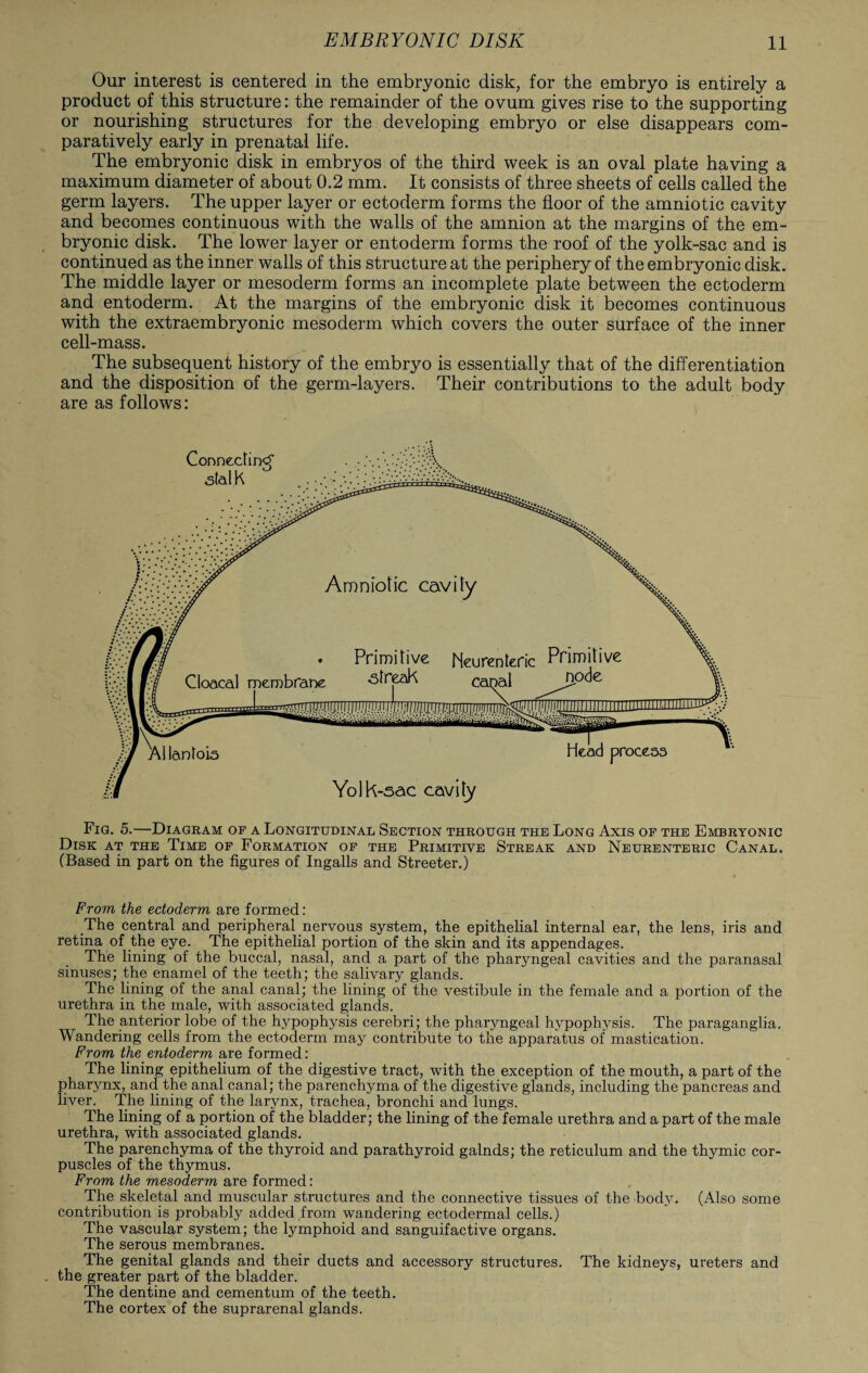 Our interest is centered in the embryonic disk, for the embryo is entirely a product of this structure: the remainder of the ovum gives rise to the supporting or nourishing structures for the developing embryo or else disappears com¬ paratively early in prenatal life. The embryonic disk in embryos of the third week is an oval plate having a maximum diameter of about 0.2 mm. It consists of three sheets of cells called the germ layers. The upper layer or ectoderm forms the floor of the amniotic cavity and becomes continuous with the walls of the amnion at the margins of the em¬ bryonic disk. The lower layer or entoderm forms the roof of the yolk-sac and is continued as the inner walls of this structure at the periphery of the embryonic disk. The middle layer or mesoderm forms an incomplete plate between the ectoderm and entoderm. At the margins of the embryonic disk it becomes continuous with the extraembryonic mesoderm which covers the outer surface of the inner cell-mass. The subsequent history of the embryo is essentially that of the differentiation and the disposition of the germ-layers. Their contributions to the adult body are as follows: Fig. 5.—Diagram of a Longitudinal Section through the Long Axis of the Embryonic Disk at the Time of Formation of the Primitive Streak and Neurenteric Canal. (Based in part on the figures of Ingalls and Streeter.) From the ectoderm are formed: The central and peripheral nervous system, the epithelial internal ear, the lens, iris and retina of the eye. The epithelial portion of the skin and its appendages. The lining of the buccal, nasal, and a part of the pharyngeal cavities and the paranasal sinuses; the enamel of the teeth; the salivary glands. The lining of the anal canal; the lining of the vestibule in the female and a portion of the urethra in the male, with associated glands. The anterior lobe of the hypophysis cerebri; the pharyngeal hypophysis. The paraganglia. Wandering cells from the ectoderm may contribute to the apparatus of mastication. From the entoderm are formed: The lining epithelium of the digestive tract, with the exception of the mouth, a part of the pharynx, and the anal canal; the parenchyma of the digestive glands, including the pancreas and liver. The lining of the larynx, trachea, bronchi and lungs. The lining of a portion of the bladder; the lining of the female urethra and a part of the male urethra, with associated glands. The parenchyma of the thyroid and parathyroid galnds; the reticulum and the thymic cor¬ puscles of the thymus. From the mesoderm are formed: The skeletal and muscular structures and the connective tissues of the body. (Also some contribution is probably added from wandering ectodermal cells.) The vascular system; the lymphoid and sanguifactive organs. The serous membranes. The genital glands and their ducts and accessory structures. The kidneys, ureters and the greater part of the bladder. The dentine and cementum of the teeth. The cortex of the suprarenal glands.