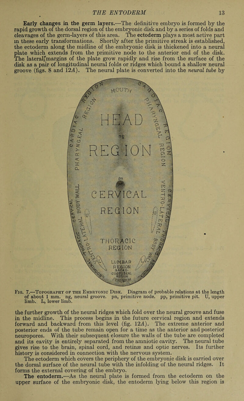 Early changes in the germ layers.—The definitive embryo is formed by the rapid growth of the dorsal region of the embryonic disk and by a series of folds and cleavages of the germ-layers of this area. The ectoderm plays a most active part m these early transformations. Shortly after the primitive streak is established, the ectoderm along the midline of the embryonic disk is thickened into a neural plate which extends from the primitive node to the anterior end of the disk. The lateralfmargins of the plate grow rapidly and rise from the surface of the disk as a pair of longitudinal neural folds or ridges which bound a shallow neural groove (figs. 8 and 12A). The neural plate is converted into the neural tube by Fig. 7.—Topography op the Embryonic Disk. Diagram of probable relations at the length of about 1 mm. ng, neural groove, pn, primitive node, pp, primitive pit. U, upper limb. L, lower limb. the further growth of the neural ridges which fold over the neural groove and fuse in the midline. This process begins in the future cervical region and extends forward and backward from this level (fig. 12A). The extreme anterior and posterior ends of the tube remain open for a time as the anterior and posterior neuropores. With their subsequent closure the walls of the tube are completed and its cavity is entirely separated from the amniotic cavity. The neural tube gives rise to the brain, spinal cord, and retinae and optic nerves. Its further history is considered in connection with the nervous system. The ectoderm which covers the periphery of the embryonic disk is carried over the dorsal surface of the neural tube with the infolding of the neural ridges. It forms the external covering of the embryo. The entoderm.—As the neural plate is formed from the ectoderm on the upper surface of the embryonic disk, the entoderm lying below this region is