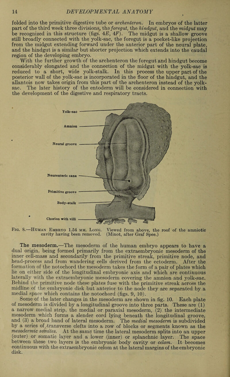 folded into the primitive digestive tube or archenteron. In embryos of the latter part of the third week three divisions, the foregut, the hindgut, and the midgut may be recognized in this structure (figs. 4E, 4F). The midgut is a shallow groove still broadly connected with the yolk-sac, the foregut is a pocket-like projection from the midgut extending forward under the anterior part of the neural plate, and the hindgut is a similar but shorter projection which extends into the caudal region of the developing embryo. With the further growth of the archenteron the foregut and hindgut become considerably elongated and the connection of the midgut with the yolk-sac is reduced to a short, wide yolk-stalk. In this process the upper part of the posterior wall of the yolk-sac is incorporated in the floor of the hindgut, and the allantois now takes origin from this part of the archenteron instead of the yolk- sac. The later history of the entoderm will be considered in connection with the development of the digestive and respiratory tracts. Fig. 8.—Human Embryo 1.54 mm. Long. Viewed from above, the roof of the amniotic cavity having been removed. (Minot, after Graf Spee.) The mesoderm.—The mesoderm of the human embryo appears to have a dual origin, being formed primarily from the extraembryonic mesoderm of the inner cell-mass and secondarily from the primitive streak, primitive node, and head-process and from wandering cells derived from the ectoderm. After the formation of the notochord the mesoderm takes the form of a pair of plates which lie on either side of the longitudinal embryonic axis and which are continuous laterally with the extraembryonic mesoderm covering the amnion and yolk-sac. Behind the primitive node these plates fuse with the primitive streak across the midline of the embryonic disk but anterior to the node they are separated by a medial space which contains the notochord (figs. 9, 10). Some of the later changes in the mesoderm are shown in fig. 10. Each plate of mesoderm is divided by a longitudinal groove into three parts. These are (1) a narrow medial strip, the medial or paraxial mesoderm, (2) the intermediate mesoderm which forms a slender cord lying beneath the longitudinal groove, and (3) a broad band of lateral mesoderm. The medial mesoderm is subdivided by a series of transverse clefts into a row of blocks or segments known as the mesodermic somites. At the same time the lateral mesoderm splits into an upper (outer) or somatic layer and a lower (inner) or splanchnic layer. The space between these two layers is the embryonic body cavity or celom. It becomes continuous with the extraembryonic celom at the lateral margins of the embryonic disk.