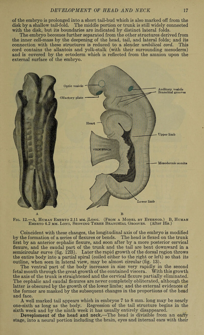 of the embryo is prolonged into a short tail-bud which is also marked off from the disk by a shallow tail-fold. The middle portion or trunk is still widely connected with the disk, but its boundaries are indicated by distinct lateral folds. The embryo becomes further separated from the other structures derived from the inner cell-mass by the deepening of the head, tail, and lateral folds; and its connection with these structures is reduced to a slender umbilical cord. This cord contains the allantois and yolk-stalk (with their surrounding mesoderm) and is covered by the ectoderm which is reflected from the amnion upon the external surface of the embryo. Optic vesicle Olfactory plate B Auditory vesicle Branchial grooves Upper limb Mesodermic somite Fig. 12.—A, Human Embryo 2.11 mm. [Long. (From a Model by Eternod.) B, Human Embryo 4.2 mm. Long, Showing Three Branchial Grooves. (After His.) Coincident with these changes, the longitudinal axis of the embryo is modified by the formation of a series of flexures or bends. The head is flexed on the trunk first by an anterior cephalic flexure, and soon after by a more posterior cervical flexure, and the caudal part of the trunk and the tail are bent downward in a semicircular curve (fig. 12B). Later the rapid growth of the dorsal region throws the entire body into a partial spiral (coiled either to the right or left) so that its outline, when seen in lateral view, may be almost circular (fig. 13). The ventral part of the body increases in size very rapidly in the second fetal month through the great growth of the contained viscera. With this growth the axis of the trunk is straightened and the cervical flexure partially eliminated. The cephalic and caudal flexures are never completely obliterated, although the latter is obscured by the growth of the lower limbs; and the external evidences of the former are masked by the subsequent changes in the proportions of the head and face. A well marked tail appears which in embryos 7 to 8 mm. long may be nearly one-sixth as long as the body. Regression of the tail structure begins in the sixth week and by the ninth week it has usually entirely disappeared. Deveploment of the head and neck.—The head is divisible from an eaffy stage, into a neural portion including the brain, eyes and internal ears with their