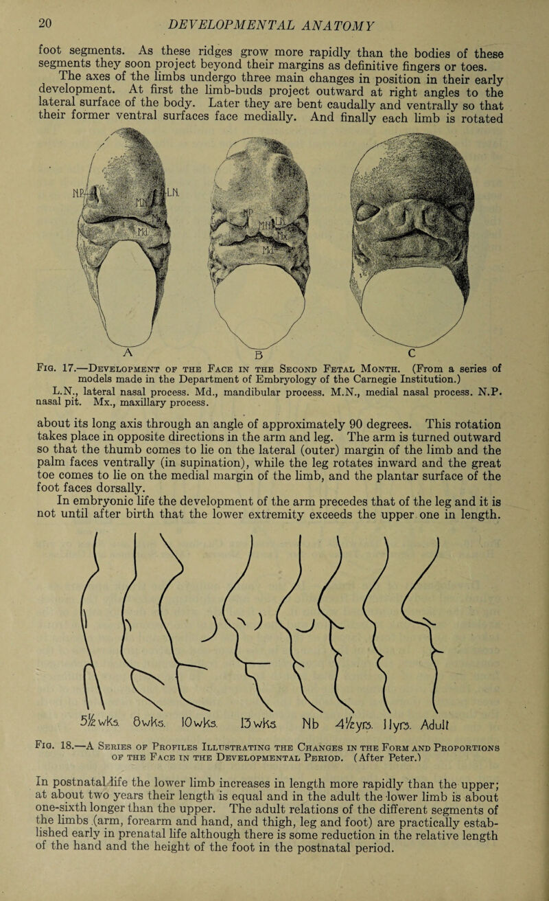 foot segments. As these ridges grow more rapidly than the bodies of these segments they soon project beyond their margins as definitive fingers or toes. The axes of the limbs undergo three main changes in position in their early development. At first the limb-buds project outward at right angles to the lateral surface of the body. Later they are bent caudally and ventrally so that their former ventral surfaces face medially. And finally each limb is rotated Fig. 17.—Development of the Face in the Second Fetal Month. (From a series of models made in the Department of Embryology of the Carnegie Institution.) L.N., lateral nasal process. Md., mandibular process. M.N., medial nasal process. N.P. nasal pit. Mx., maxillary process. about its long axis through an angle of approximately 90 degrees. This rotation takes place in opposite directions in the arm and leg. The arm is turned outward so that the thumb comes to lie on the lateral (outer) margin of the limb and the palm faces ventrally (in supination), while the leg rotates inward and the great toe comes to lie on the medial margin of the limb, and the plantar surface of the foot faces dorsally. In embryonic life the development of the arm precedes that of the leg and it is not until after birth that the lower extremity exceeds the upper one in length. Uyrs. Adult Fig. 18.—A Series of Profiles Illustrating the Changes in the Form and Proportions of the Face in the Developmental Period. (After Peter.) In postnatal life the lower limb increases in length more rapidly than the upper; at about two years their length is equal and in the adult the lower limb is about one-sixth longer than the upper. The adult relations of the different segments of the limbs (arm, forearm and hand, and thigh, leg and foot) are practically estab¬ lished early in prenatal life although there is some reduction in the relative length of the hand and the height of the foot in the postnatal period.