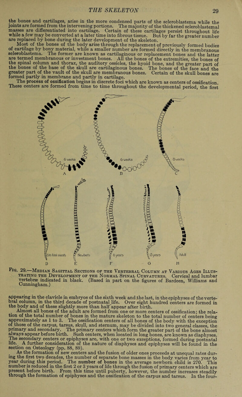 the bones and cartilages, arise in the more condensed parts of the scleroblastema while the joints are formed from the intervening portions. The majority of the thickened scleroblastemal masses are differentiated into cartilage. Certain of these cartilages persist throughout life while a few may be converted at a later time into fibrous tissue. But by far the greater number are replaced by bone during the later development of the skeleton. Most of the bones of the body arise through the replacement of previously formed bodies of cartilage by bony material, while a smaller number are formed directly in the membranous scleroblastema. The former are known as cartilaginous or replacement bones and the latter are termed membranous or investment bones. All the bones of the extremities, the bones of the spinal column and thorax, the auditory ossicles, the hyoid bone, and the greater part of the bones of the base of the skull are cartilaginous bones. The bones of the face and the greater part of the vault of the skull are membranous bones. Certain of the skull bones are formed partly in membrane and partly in cartilage. The process of ossification begins in discrete foci which are known as centers of ossification. These centers are formed from time to time throughout the developmental period, the first Fig. 29.—Median Sagittal Sections of the Vertebral Column at Various Ages Illus¬ trating the Development of the Normal Spinal Curvatures. Cervical and lumbar vertebrae indicated in black. (Based in part on the figures of Bardeen, Williams and Cunningham.) appearing in the clavicle in embryos of the sixth week and the last, in the epiphyses of the verte¬ bral column, in the third decade of postnatal life. Over eight hundred centers are formed in the body and of these slightly more than half'appear after birth. . Almost all bones of the adult are formed from one or more centers of ossification; the rela¬ tion of the total number of bones in the mature skeleton to the total number of centers being approximately as 1 to 3. The ossification centers of all bones of the body with the exception of those of the carpus, tarsus, skull, and sternum, may be divided into two general classes, the primary and secondary. The primary centers which form the greater part of the bone almost always appear before birth. Such centers, when located in long bones, are known as diaphyses. The secondary centers or epiphyses are, with one or two exceptions, formed during postnatal life._ A further consideration of the nature of diaphyses and epiphyses will be found in the section on Osteology (pp. 88, 89). As the formation of new centers and the fusion of older ones proceeds at unequal rates dur¬ ing the first two decades, the number of separate bone masses in the body varies from year to year during this period. The number of bones in the average newborn child is 270. This number is reduced in the first 2 or 3 years of life through the fusion of primary centers which are present before birth. From this time until puberty, however, the number increases steadily through the formation of epiphyses and the ossification of the carpus and tarsus. In the four-