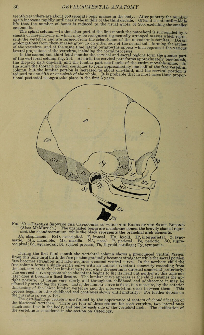 teenth year there are about 350 separate bony masses in the body. After puberty the number again increases rapidly until nearly the middle of the third decade. Often it is not until middle life that the number of bones is reduced to the usual quota of 206, excluding the smaller sesamoids. The spinal column.—In the latter part of the first month the notochord is surrounded by a sheath of mesenchyme in which may be recognized segmentally arranged masses which repre¬ sent the vertebrae and are formed from the sclerotomes of the mesodermic somites. Dorsal prolongations from these masses grow up on either side of the neural tube forming the.arches of the vertebrae, and at the same time lateral outgrowths appear which represent the various lateral projections of the vertebrae, including the costal processes. In the second and third fetal months the cervical and sacral regions form the greater part of the vertebral column ('fig. 29). At birth the cervical part forms approximately one-fourth the thoracic part one-half, and the lumbar part one-fourth of the entire movable spine. In the adult the thoracic portion continues to form approximately one-half of the free vertebral column, but the lumbar portion is increased to about one-third, and the cervical portion is reduced to one-fifth or one-sixth of the whole. It is probable that in most cases these propor¬ tional postnatal changes take place in the first 3 years. Fig. 30.—Diagram Showing the Categories to which the Bones of the Skull Belong. (After McMurrich.) The unshaded bones are membrane bones, the heavily shaded repre¬ sent the chondrocranium, while the black represents the branchial arch elements. AS, alisphenoid. ExO, exoccipital. F, frontal. Hy., hyoid. IP, interparietal. Z, zygo¬ matic. Mn, mandible. Mx, maxilla. NA, nasal. P, parietal. Pe, periotic. SO, supra- occipital; Sq, squamosal: St, styloid process; Th, thyroid cartilage; Ty, tympanic. During the first fetal month the vertebral column shows a pronounced ventral flexion. From this time until birth the free portion gradually becomes straighter while the sacral portion first becomes straighter and later acquires a second ventral curve. In the newborn child the free column forms a single gentle curve with an anterior (ventral) concavity extending from the first cervical to the last lumbar vertebra, while the sacrum is directed somewhat posteriorly. The cervical curve appears when the infant begins to lift its head but neither at this time nor later does it become a fixed flexure. The lumbar curve appears as the child assumes the up- right posture. It forms very slowly and throughout childhood and adolescence it may be effaced by stretching the spine. Later the lumbar curve is fixed, in a measure, by the anterior thickening of the lower lumbar vertebrae and the intervertebral disks between them. This process begins in later childhood and continues slowly until maturity. For further details on the curvatures, see p. 103. The cartilaginous vertebrae are formed by the appearance of centers of chondrification of the blastemal vertebrae. There are four of these centers for each vertebra, two lateral ones which soon fuse in the body, and one for each side of the vertebral arch. The ossification of the vertebrae is considered in the section on Osteology.