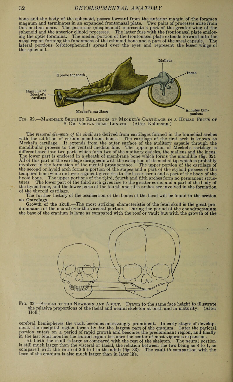 bone and the body of the sphenoid, passes forward from the anterior margin of the foramen magnum and terminates in an expanded frontonasal plate. Two pairs of processes arise from this median mass. The posterior (alisphenoid) represents a part of the greater wing of the sphenoid and the anterior clinoid processes. The latter fuse with the frontonasal plate enclos¬ ing the optic foramina. The medial portion of the frontonasal plate extends forward into the nasal region forming the fundament of the ethmoid bone and a part of the nasal capsule. The lateral portions (orbitosphenoid) spread over the eyes and represent the lesser wings of the sphenoid. Hamulus of Meckel’s cartilage Meckel’s cartilage Annulus tym- panicus Malleus Groove for teeth Incus Fig. 32.—Mandible Showing Relations of Meckel’s Cartilage in a Human Fetus of 8 Cm. Crcwn-rump Length. (After Kollmann.) The visceral elements of the skull are derived from cartilages formed in the branchial arches with the addition of certain membrane bones. The cartilage of the first arch is known as Meckel’s cartilage. It extends from the outer surface of the auditory capsule through the mandibular process to the ventral median line. The upper portion of Meckel’s cartilage is differentiated into two parts which form two of the auditory ossicles, the malleus and the incus. The lower part is enclosed in a sheath of membrane bone which forms the mandible (fig. 32). All of this part of the cartilage disappears with the exception of its medial tip which is probably involved in the formation of the mental protuberance. The upper portion of the cartilage of the second or hyoid arch forms a portion of the stapes and a part of the styloid process of the temporal bone while its lower segment gives rise to the lesser cornu and a part of the body of the hyoid bone. The upper portions of the third, fourth and fifth arches form no permanent struc¬ tures. The lower part of the third arch gives rise to the greater cornu and a part of the body of the hyoid bone, and the lower parts of the fourth and fifth arches are involved in the formation of the thyroid cartilage. The further history of the ossification of the bones of the head will be found in the section on Osteology. Growth of the skull.—The most striking characteristic of the fetal skull is the great pre¬ dominance of the neural over the visceral portion. During the period of the chondrocranium the base of the cranium is large as compared with the roof or vault but with the growth of the Fig. 33.—Skulls of the Newborn and Adult. Drawn to the same face height to illustrate the relative proportions of the facial and neural skeleton at birth and in maturity. (After Holl.) cerebral hemispheres the vault becomes increasingly prominent. In early stages of develop¬ ment the occipital region forms by far the largest part of the cranium. Later the parietal portion enters on a period of rapid growth and becomes the predominant region, and finally in the last fetal months the frontal region becomes the center of most vigorous expansion. At birth the skull is large as compared with the rest of the skeleton. The neural portion is still much larger than the visceral or facial, the relation between the two being as 8 to 1, as compared with the ratio of 2.5 to 1 in the adult (fig. 33). The vault in comparison with the base of the cranium is also much larger than in later life.