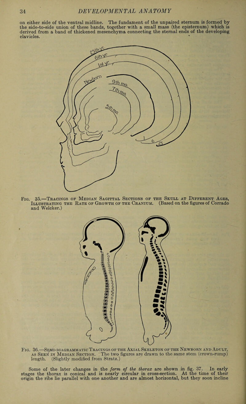 on either side of the ventral midline. The fundament of the unpaired sternum is formed by the side-to-side union of these bands, together with a small mass (the episternum) which is derived from a band of thickened mesenchyma connecting the sternal ends of the developing clavicles. Fig. 35.—Tracings of Median Sagittal Sections of the Skull at Different Ages, Illustrating the Rate of Growth of the Cranium. (Based on the figures of Corrado and Welcker.) Fig. 36.—Semi-diagrammatic Tracings of the Axial Skeleton of the Newborn and Adult, as Seen in Median Section. The two figures are drawn to the same stem (crown-rump) length. (Slightly modified from Stratz.) Some of the later changes in the form of the thorax are shown in fig. 37. In early stages the thorax is conical and is nearly circular in cross-section. At the time of their origin the ribs lie parallel with one another and are almost horizontal, but they soon incline