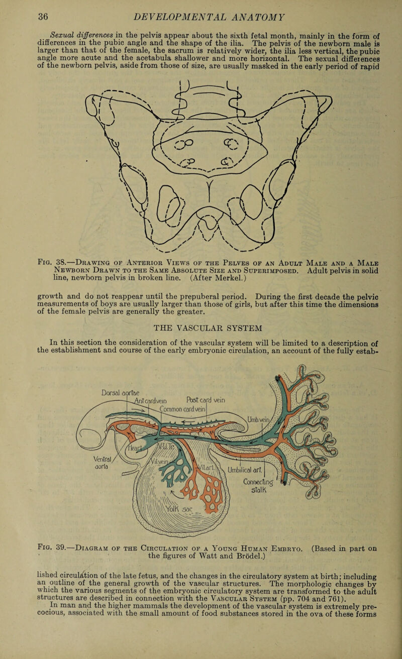 Sexual differences in the pelvis appear about the sixth fetal month, mainly in the form of differences in the pubic angle and the shape of the ilia. The pelvis of the newborn male is larger than that of the female, the sacrum is relatively wider, the ilia less vertical, the pubic angle more acute and the acetabula shallower and more horizontal. The sexual differences of the newborn pelvis, aside from those of size, are usually masked in the early period of rapid Fig. 38.—Drawing of Anterior Views of the Pelves of an Adult Male and a Male Newborn Drawn to the Same Absolute Size and Superimposed. Adult pelvis in solid line, newborn pelvis in broken line. (After Merkel.) growth and do not reappear until the prepuberal period. During the first decade the pelvic measurements of boys are usually larger than those of girls, but after this time the dimensions of the female pelvis are generally the greater. THE VASCULAR SYSTEM In this section the consideration of the vascular system will be limited to a description of the establishment and course of the early embryonic circulation, an account of the fully estab- Fig. 39.—Diagram of the Circulation of a Young Human Embryo. (Based in part on the figures of Watt and Brodel.) fished circulation of the late fetus, and the changes in the circulatory system at birth; including an outline of the general growth of the vascular structures. The morphologic changes by which the various segments of the embryonic circulatory system are transformed to the adult structures are described in connection with the Vascular System (pp. 704 and 761). In man and the higher mammals the development of the vascular system is extremely pre¬ cocious, associated with the small amount of food substances stored in the ova of these forms