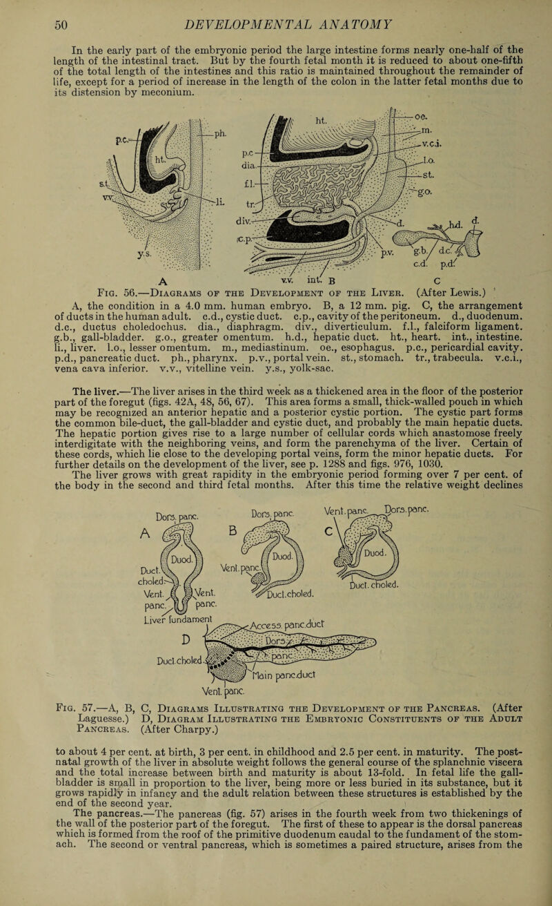 In the early part of the embryonic period the large intestine forms nearly one-half of the length of the intestinal tract. But by the fourth fetal month it is reduced to about one-fifth of the total length of the intestines and this ratio is maintained throughout the remainder of life, except for a period of increase in the length of the colon in the latter fetal months due to its distension by meconium. Fig. 56.—Diagrams op the Development of the Liver. (After Lewis.) A, the condition in a 4.0 mm. human embryo. B, a 12 mm. pig. C, the arrangement of ducts in the human adult, c.d., cystic duct, c.p., cavity of the peritoneum, d., duodenum, d.c., ductus choledochus. dia., diaphragm, div., diverticulum, f.l., falciform ligament, g.b., gall-bladder, g.o., greater omentum, h.d., hepatic duct, ht., heart, int., intestine, li., liver, l.o., lesser omentum, m., mediastinum, oe., esophagus, p.c., pericardial cavity, p.d., pancreatic duct, ph., pharynx, p.v., portal vein, st., stomach, tr., trabecula, v.c.i., vena cava inferior, v.v., vitelline vein, y.s., yolk-sac. The liver.—The liver arises in the third week as a thickened area in the floor of the posterior part of the foregut (figs. 42A, 48, 56, 67). This area forms a small, thick-walled pouch in which may be recognized an anterior hepatic and a posterior cystic portion. The cystic part forms the common bile-duct, the gall-bladder and cystic duct, and probably the main hepatic ducts. The hepatic portion gives rise to a large number of cellular cords which anastomose freely interdigitate with the neighboring veins, and form the parenchyma of the liver. Certain of these cords, which lie close to the developing portal veins, form the minor hepatic ducts. For further details on the development of the liver, see p. 1288 and figs. 976, 1030. The liver grows with great rapidity in the embryonic period forming over 7 per cent, of the body in the second and third fetal months. After this time the relative weight declines Vent. pane. Fig. 57.—A, B, C, Diagrams Illustrating the Development op the Pancreas. (After Laguesse.) D, Diagram Illustrating the Embryonic Constituents of the Adult Pancreas. (After Charpy.) to about 4 per cent, at birth, 3 per cent, in childhood and 2.5 per cent, in maturity. The post¬ natal growth of the liver in absolute weight follows the general course of the splanchnic viscera and the total increase between birth and maturity is about 13-fold. In fetal life the gall¬ bladder is small in proportion to the liver, being more or less buried in its substance, but it grows rapidly in infancy and the adult relation between these structures is established by the end of the second year. The pancreas.—The pancreas (fig. 57) arises in the fourth week from two thickenings of the wall of the posterior part of the foregut. The first of these to appear is the dorsal pancreas which is formed from the roof of the primitive duodenum caudal to the fundament of the stom¬ ach. The second or ventral pancreas, which is sometimes a paired structure, arises from the