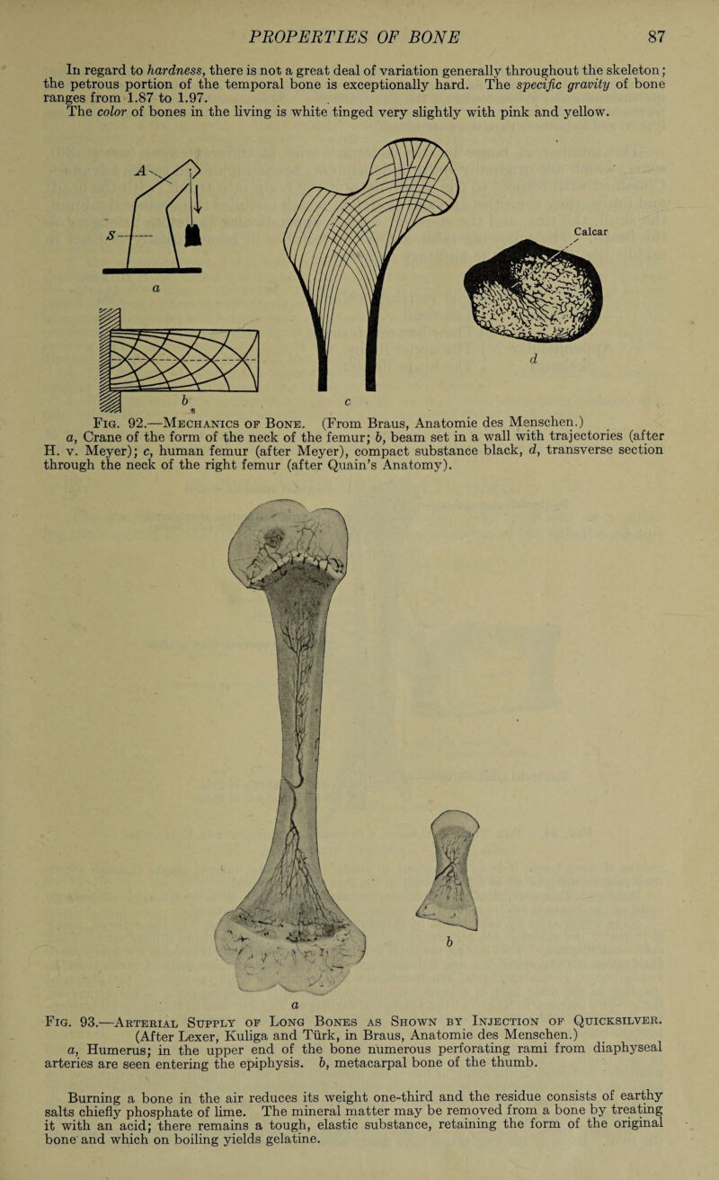 In regard to hardness, there is not a great deal of variation generally throughout the skeleton; the petrous portion of the temporal bone is exceptionally hard. The specific gravity of bone ranges from 1.87 to 1.97. The color of bones in the living is white tinged very slightly with pink and yellow. Fig. 92.—Mechanics of Bone. (From Braus, Anatomie des Menschen.) a, Crane of the form of the neck of the femur; b, beam set in a wall with trajectories (after H. v. Meyer); c, human femur (after Meyer), compact substance black, d, transverse section through the neck of the right femur (after Quain’s Anatomy). a Fig. 93.—Arterial Supply of Long Bones as Shown by Injection of Quicksilver. (After Lexer, Kuliga and Turk, in Braus, Anatomie des Menschen.) a, Humerus; in the upper end of the bone numerous perforating rami from diaphyseal arteries are seen entering the epiphysis, b, metacarpal bone of the thumb. Burning a bone in the air reduces its weight one-third and the residue consists of earthy salts chiefly phosphate of lime. The mineral matter may be removed from a bone by treating it with an acid; there remains a tough, elastic substance, retaining the form of the original bone' and which on boiling yields gelatine.