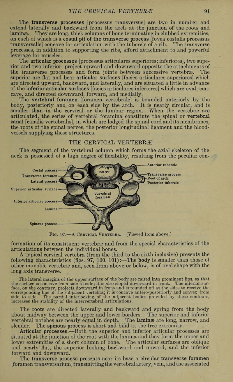 The transverse processes [processus transversus] are two in number and extend laterally and backward from the arch at the junction of the roots and laminae. They are long, thick columns of bone terminating in clubbed extremities, on each of which is a costal pit of the transverse process [fovea costalis processus transversalis] concave for articulation with the tubercle of a rib. The transverse processes, in addition to supporting the ribs, afford attachment to and powerful leverage for muscles. The articular processes [processus articulares superiores; inferiores], two supe¬ rior and two inferior, project upward and downward opposite the attachments of the transverse processes and form joints between successive vertebrae. The superior are flat and bear articular surfaces [facies articulares superiores] which are directed upward, backward, and laterally, and are situated a little in advance of the inferior articular surfaces [facies articulares inferiores] which are oval, con¬ cave, and directed downward, forward, and medially. The vertebral foramen [foramen vertebrale] is bounded anteriorly by the body, posteriorly and on each side by the arch. It is nearly circular, and is smaller than in the cervical or the lumbar region. When the vertebrae are articulated, the series of vertebral foramina constitute the spinal or vertebral canal [canalis vertebralis], in which are lodged the spinal cord and its membranes, the roots of the spinal nerves, the posterior longitudinal ligament and the blood¬ vessels supplying these structures. THE CERVICAL VERTEBRAE The segment of the vertebral column which forms the axial skeleton of the neck is possessed of a high degree of flexibility, resulting from the peculiar con- Anterior tubercle Transverse process Root of arch Posterior tubercle Fig. 97.—A Cervical Vertebra. (Viewed from above.) formation of its constituent vertebrae and from the special characteristics of the articulations between the individual bones. A typical cervical vertebra (from the third to the sixth inclusive) presents the following characteristics (figs. 97, 100, 101):—-The body is smaller than those of other movable vertebrae and, seen from above or below, is of oval shape with the long axis transverse. The lateral margins of the upper surface of the body are raised into prominent lips, so that the surface is concave from side to side; it is also sloped downward in front. The inferior sur¬ face, on the contrary, projects downward in front and is rounded off at the sides to receive the corresponding lips of the subjacent vertebra; it is concave antero-posteriorly and convex from side to side. The partial interlocking of the adjacent bodies provided by these contours, increases the stability of the intervertebral articulations. The roots are directed laterally and backward and spring from the body about midway between the upper and lower borders. The superior and inferior vertebral notches are nearly equal in depth. The laminae are long, narrow, and slender. The spinous process is short and bifid at the free extremity. Articular processes.—Both the superior and inferior articular processes are situated at the junction of the root with the lamina and they form the upper and lower extremities of a short column of bone. The articular surfaces are oblique and nearly flat, the superior looking backward and upward, and the inferior forward and downward. The transverse process presents near its base a circular transverse foramen [foramen transversarium] transmitting the vertebral artery, vein, and the associated