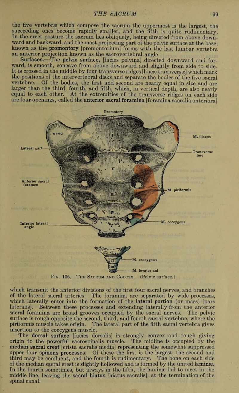 the five vertebrae which compose the sacrum, the uppermost is the largest, the succeeding ones become rapidly smaller, and the fifth is quite rudimentary. In the erect posture the sacrum lies obliquely, being directed from above down¬ ward and backward, and the most projecting part of the pelvic surface at the base, known as the promontory [promontorium] forms with the last lumbar vertebra an anterior projection known as the sacrovertebral angle. Surfaces.—The pelvic surface, [facies pelvina] directed downward and for¬ ward, is smooth, concave from above downward and slightly from side to side. It is crossed in the middle by four transverse ridges [linese transversse] which mark the positions of the intervertebral disks and separate the bodies of the five sacral vertebrae. Of the bodies, the first and second are nearly equal in size and are larger than the third, fourth, and fifth, which, in vertical depth, are also nearly equal to each other. At the extremities of the transverse ridges on each side are four openings, called the anterior sacral foramina [foramina sacralia anteriora] Promotory Lateral part M. iliacus Transverse line Anterior sacral foramen M. piriformis Inferior lateral angle M. coccygeus M. coccygeus M. levator ani Fig. 106.—The Sacrum and Coccyx. (Pelvic surface.) which transmit the anterior divisions of the first four sacral nerves, and branches of the lateral sacral arteries. The foramina are separated by wide processes, which laterally enter into the formation of the lateral portion (or mass) [pars lateralis]. Between these processes and extending laterally from the anterior sacral foramina are broad grooves occupied by the sacral nerves. The pelvic surface is rough opposite the second, third, and fourth sacral vertebrse, where the piriformis muscle takes origin. The lateral part of the fifth sacral vertebra gives insertion to the coccygeus muscle. The dorsal surface [facies dorsalis] is strongly convex and rough giving origin to the powerful sacrospinalis muscle. The midline is occupied by the median sacral crest [crista sacralis media] representing the somewhat suppressed upper four spinous processes. Of these the first is the largest, the second and third may be confluent, and the fourth is rudimentary. The bone on each side of the median sacral crest is slightly hollowed and is formed by the united laminae. In the fourth sometimes, but always in the fifth, the laminse fail to meet in the middle line, leaving the sacral hiatus [hiatus sacralis], at the termination of the spinal canal.