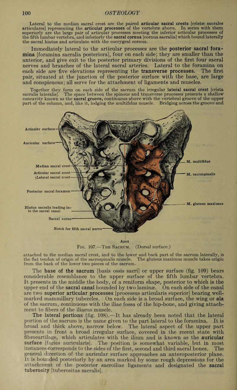 Lateral to the median sacral crest are the paired articular sacral crests [cristse sacrales articulares] representing the articular processes of the vertebrae above. In series with them superiorly are the large pair of articular processes meeting the inferior articular processes of the fifth lumbar vertebra, and inferiorly the sacral cornua [cornua sacralia] which bound laterally the sacral hiatus and articulate with the coccygeal cornua. Immediately lateral to the articular processes are the posterior sacral fora¬ mina [foramina sacralia posteriora], four on each side; they are smaller than the anterior, and give exit to the posterior primary divisions of the first four sacral nerves and branches of the lateral sacral arteries. Lateral to the foramina on each side are five elevations representing the transverse processes. The first pair, situated at the junction of the posterior surface with the base, are large and conspicuous; all serve for the attachment of ligaments and muscles. Together they form on each side of the sacrum the irregular lateral sacral crest [crista sacralis lateralis]. The space between the spinous and transverse processes presents a shallow concavity known as the sacral groove, continuous above with the vertebral groove of the upper part of the column, and, like it, lodging the multifidus muscle. Bridging across the groove and Articular Auricular Median sacral crest Articular sacral crest [Lateral sacral crest Posterior sacral foramen M. multifidus M. sacrospinalis M. gluteus maximus Hiatus sacralis leading in¬ to the sacral canal Sacral cornu Notch for fifth sacral Apex Fig. 107.-—The Sacrum. (Dorsal surface.) attached to the median sacral crest, and to the lower and back part of the sacrum laterally, is the flat tendon of origin of the sacrospinalis muscle. The gluteus maximus muscle takes origin from the back of the lower two pieces of the sacrum. The base of the sacrum [basis ossis sacri] or upper surface (fig. 109) bears considerable resemblance to the upper surface of the fifth lumbar vertebra. It presents in the middle the body, of a reniform shape, posterior to which is the upper end of the sacral canal bounded by two laminae. On each side of the canal are two superior articular processes [processus articularis superior] bearing well- marked mammillary tubercles. On each side is a broad surface, the wing or ala of the sacrum, continuous with the iliac fossa of the hip-bone, and giving attach¬ ment to fibers of the iliacus muscle. The lateral portions (fig. 108).—It has already been noted that the lateral portion of the sacrum is the name given to the part lateral to the foramina. It is broad and thick above, narrow below. The lateral aspect of the upper part presents in front a broad irregular surface, covered in the recent state with fibrocartilage, which articulates with the ilium and is known as the auricular surface [fa.cies auricularis]. The position is somewhat variable, but in most instances corresponds to the sides of the first, second and third sacral bones. The general direction of the auricular surface approaches an anteroposterior plane. It is bounded posteriorly by an area marked by some rough depressions for the attachment of the posterior sacroiliac ligaments and designated the sacral tuberosity [tuberositas sacralis].