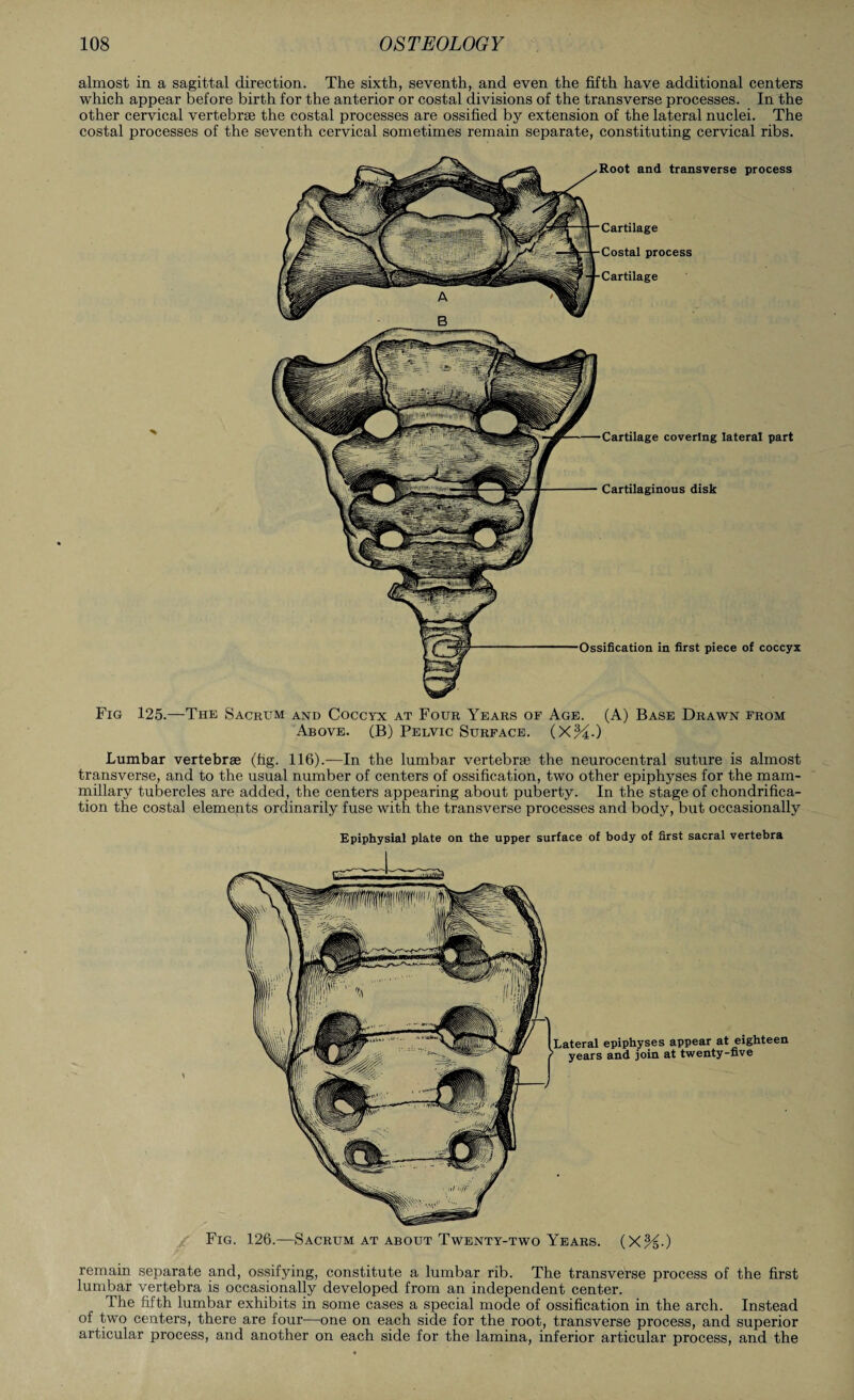 almost in a sagittal direction. The sixth, seventh, and even the fifth have additional centers which appear before birth for the anterior or costal divisions of the transverse processes. In the other cervical vertebrae the costal processes are ossified by extension of the lateral nuclei. The costal processes of the seventh cervical sometimes remain separate, constituting cervical ribs. Fig Cartilaginous disk covering lateral part 125.—The Sacrum and Coccyx at Four Years of Age. (A) Base Drawn from Above. (B) Pelvic Surface. (X%.) Lumbar vertebrae (fig. 116).—In the lumbar vertebrae the neurocentral suture is almost transverse, and to the usual number of centers of ossification, two other epiphyses for the mam¬ millary tubercles are added, the centers appearing about puberty. In the stage of chondrifica- tion the costal elements ordinarily fuse with the transverse processes and body, but occasionally Fig. 126.—Sacrum at about Twenty-two Years. (X%.) remain separate and, ossifying, constitute a lumbar rib. The transverse process of the first lumbar vertebra is occasionally developed from an independent center. The fifth lumbar exhibits in some cases a special mode of ossification in the arch. Instead of two centers, there are four—one on each side for the root, transverse process, and superior articular process, and another on each side for the lamina, inferior articular process, and the Epiphysial plate on the upper surface of body of first sacral vertebra Lateral epiphyses appear at eighteen years and join at twenty-five