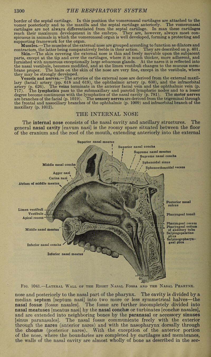 border of the septal cartilage. In this position the vomeronasal cartilages are attached to the vomer posteriorly and to the maxilla and the septal cartilage anteriorly. The vomeronasal cartilages are not always differentiated from the septal cartilage. In man these cartilages reach their maximum development in the embryo. They are, however, always most con¬ spicuous in animals in which the vomeronasal organ is well developed, forming a protecting and supporting framework for the organ. Muscles.—The muscles of the external nose are grouped according to function as dilators and contractors, the latter being comparatively feeble in their action. They are described on p. 401. Skin.—The skin covering the external nose is thin and freely movable upon the subjacent parts, except at the tip and over the cartilages, where it is much thicker, more adherent, and furnished with numerous exceptionally large sebaceous glands. At the nares it is reflected into the nasal vestibule, becomes modified, and at the limen vestibuli changes to the mucous mem¬ brane proper. The hairs on the skin of the nose are very fine, except in the vestibule, where they may be strongly developed. <' Vessels and nerves.—The arteries of the external nose are derived from the external maxil¬ lary (facial) artery (pp. 618 and 619), the ophthalmic artery (p. 630), and the infraorbital artery (p. 626). The veins terminate in the anterior facial vein and the ophthalmic vein (p. 717). The lymphatics pass to the submaxillary and parotid lymphatic nodes and to a lesser degree become continuous with the lymphatics of the nasal cavity (p. 781). The motor nerves are branches of the facial (p. 1019). The sensory nerves are derived from the trigeminal through the frontal and nasociliary branches of the ophthalmic (p. 1009) and infraorbital branch of the maxillary (p. 1012). THE INTERNAL NOSE The internal nose consists of the nasal cavity and ancillary structures. The general nasal cavity [cavum nasi] is the roomy space situated between the floor of the cranium and the roof of the mouth, extending anteriorly into the external Fig. 1041.—Lateral Wall of the Right Nasal Fossa and the Nasal Pharynx. Middle nasal concha Agger nasi Superior nasal meatus ^ Superior nasal concha * I I I Supreme nasal meatus T j Supreme nasal concha / t ! ' Sphenoidal sinus 1 / Sphenoethmoidal recess Carina nasi 1 Atrium of middle meatus Limen vestibuli Vestibule Apical recess Middle nasal meatus Inferior nasal concha Inferior nasal meatus Posterior nasal sulcus Pharyngeal tonsil Pharyngeal recess Pharyngeal ostium of auditory tube Salpingopalatine plica Salpinogopharyn- geal plica nose and posteriorly to the nasal part of the pharynx. The cavity is divided by a median septum [septum nasi] into two more or less symmetrical halves—the nasal fossae [fossae nasales]. The fossae are further incompletely divided into nasal meatuses [meatus nasi] by the nasal conchae or turbinates [conchae nasales], and are extended into neighboring bones by the paranasal or accessory sinuses [sinus paranasales]. The nasal fossae communicate freely with the exterior through the nares (anterior nares) and with the nasopharynx dorsally through the choanae (posterior nares). With the exception of the anterior portion of the nose, where the boundaries are completed by cartilages and membranes, the walls of the nasal cavity are almost wholly of bone as described in the sec-