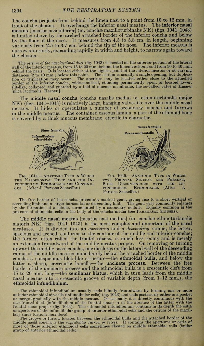 The concha projects from behind the limen nasi to a point from 10 to 12 mm. in front of the choana. It overhangs the inferior nasal meatus. The inferior nasal meatus [meatus nasi inferior] (m. conchse maxilloturbinalis NK) (figs. 1041-1043) is limited above by the arched attached border of the inferior concha and below by the floor of the nose. It measures from 4.5 to 5.8 cm. in length, beginning variously from 2.5 to 3.7 cm. behind the tip of the nose. The inferior meatus is narrow anteriorly, expanding rapidly in width and height, to narrow again toward the choana. The ostium of the nasolacrimal duct (fig. 1043) is located on the anterior portion of the lateral wall of the inferior meatus, from 15 to 20 mm. behind the limen vestibuli and from 30 to 40 mm. behind the naris. It is located either at the highest point of the inferior meatus or at varying distances (2 to 10 mm.) below this point. The ostium is usually a single opening, but duplica¬ tion or triplication may occur. The aperture may be located either close to the attached border of the inferior concha, wide-mouthed, standing permanently open, or located lower, slit-like, collapsed and guarded by a fold of mucous membrane, the so-called valve of Hasner [plica lacrimalis, Hasneri]. The middle nasal concha [concha nasalis media] (c. ethmoturbinalis major NK) (figs. 1041-1043) is relatively large, hanging valve-like over the middle nasal meatus. It hides or operculates a number of secondary conchse and furrows in the middle meatus. The contained osseous lamina, a part of the ethmoid bone is covered by a thick mucous membrane, erectile in character. Sinus frontalis Fig. 1045.—Anatomic Type in Which two Frontal Sinuses are Present, Both Discontinuous with the In¬ fundibulum Ethmoidale. (After J. Parsons Schaeffer.) The free border of the concha presents a marked genu, giving rise to a short vertical or ascending limb and a larger horizontal or descending limb. The genu very commonly enlarges by the formation of a lobule, surmounted by a secondary nodule. Equally common is the presence of ethmoidal cells in the body of the concha media (see Paranasal Sinuses). The middle nasal meatus [meatus nasi medius] (m. conchse ethmoturbinalis majoris NK) (figs. 1041-1043) is the most complex and important of the nasal meatuses. It is divided into an ascending and a descending ramus; the latter, spacious and arched, conforms to the contour of the middle and inferior conchse; the former, often called the frontal recess, is much less roomy and is merely an extension frontal ward of the middle meatus proper. On removing or turning upward the middle nasal concha, one discloses on the lateral wall of the descending ramus of the middle meatus immediately below the attached border of the middle concha a conspicuous bleb-like structure—the ethmoidal bulla, and below the latter a sharp, crescentic lamella—the uncinate process. Between the free border of the uncinate process and the ethmoidal bulla is a crescentic cleft from 15 to 20 mm. long—the semilunar hiatus, which in turn leads from the middle nasal meatus into a crescentic groove of variable depth (from 1-12 mm.), the ethmoidal infundibulum. The ethmoidal infundibulum usually ends blindly frontalward by forming one or more anterior ethmoidal air-cells (infundibular cells) (fig. 1043) and ends posteriorly either in a pocket or merges gradually with the middle meatus. Occasionally it is directly continuous with the nasofrontal duct (infundibulum of the frontal sinus) or in the absence of the latter with the frontal sinus proper (fig. 1044). The ethmoidal infundibulum contains in its depth the ostia or apertures of the infundibular group of anterior ethmoidal cells and the ostium of the maxil¬ lary sinus (ostium maxillare). The groove or furrow located between the ethmoidal bulla and the attached border of the middle nasal concha is the suprabullar fwrrow or recess. It contains the apertures or ostia of most of those anterior ethmoidal cells sometimes classed as middle ethmoidal cells (bullar group of anterior ethmoidal cells). Fig. 1044.—Anatomic Type in Which the Nasofrontal Duct and the In¬ fundibulum Ethmoidale are Continu¬ ous. (After J. Parsons Schaeffer.)