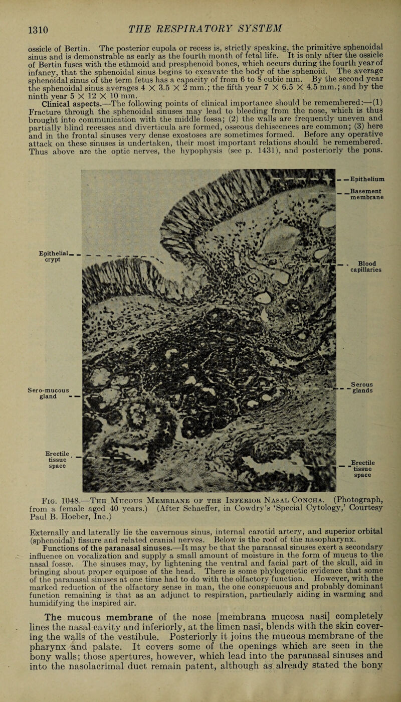 ossicle of Bertin. The posterior cupola or recess is, strictly speaking, the primitive sphenoidal sinus and is demonstrable as early as the fourth month of fetal life. It is only after the ossicle of Bertin fuses with the ethmoid and presphenoid bones, which occurs during the fourth year of infancy, that the sphenoidal sinus begins to excavate the body of the sphenoid. The average sphenoidal sinus of the term fetus has a capacity of from 6 to 8 cubic mm. By the second year the sphenoidal sinus averages 4 X 3.5 X 2 mm.; the fifth year 7 X 6.5 X 4.5 mm.; and by the ninth year 5 X 12 X 10 mm. Clinical aspects.—The following points of clinical importance should be remembered:—(1) Fracture through the sphenoidal sinuses may lead to bleeding from the nose, which is thus brought into communication with the middle fossa; (2) the walls are frequently uneven and partially blind recesses and diverticula are formed, osseous dehiscences are common; (3) here and in the frontal sinuses very dense exostoses are sometimes formed. Before any operative attack on these sinuses is undertaken, their most important relations should be remembered. Thus above are the optic nerves, the hypophysis (see p. 1431), and posteriorly the pons. — Epithelium Basement membrane . Blood capillaries Serous “ glands Fig. 1048.—The Mucous Membrane of the Inferior Nasal Concha. (Photograph, from a female aged 40 years.) (After Schaeffer, in Cowdry’s ‘Special Cytology,’ Courtesy Paul B. Hoeber, Inc.) Epithelial crypt Sero-mucous gland Erectile _ tissue space Erectile ' tissue space Externally and laterally lie the cavernous sinus, internal carotid artery, and superior orbital (sphenoidal) fissure and related cranial nerves. Below is the roof of the nasopharynx. Functions of the paranasal sinuses.—It may be that the paranasal sinuses exert a secondary influence on vocalization and supply a small amount of moisture in the form of mucus to the nasal fossae. The sinuses may, by lightening the ventral and facial part of the skull, aid in bringing about proper equipose of the head. There is some phylogenetic evidence that some of the paranasal sinuses at one time had to do with the olfactory function. However, with the marked reduction of the olfactory sense in man, the one conspicuous and probably dominant function remaining is that as an adjunct to respiration, particularly aiding in warming and humidifying the inspired air. The mucous membrane of the nose [membrana mucosa nasi] completely lines the nasal cavity and inferiorly, at the limen nasi, blends with the skin cover¬ ing the walls of the vestibule. Posteriorly it joins the mucous membrane of the pharynx and palate. It covers some of the openings which are seen in the bony walls; those apertures, however, which lead into the paranasal sinuses and into the nasolacrimal duct remain patent, although as already stated the bony