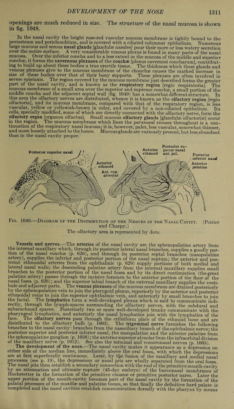 openings are much reduced in size. The structure of the nasal mucosa is shown in fig. 1048. In the nasal cavity the bright rose-red vascular mucous membrane is tightly bound to the periosteum and perichondrium, and is covered with a ciliated columnar epithelium. Numerous large mucous and serous nasal glands [glandulse nasales] pour their more or less watery secretion over the entire surface. _ A very considerable venous plexus is found in many parts of the nasal mucosa. Over the inferior concha and to a less extent in the mucosa of the middle and superior concha}, it forms the cavernous plexuses of the conchas [plexus cavernosi concharum], contribut¬ ing to build up about these bodies a true erectile tissue. The thickness which these glands and venous plexuses give to the mucous membrane of the chonchae causes the marked increase in size of these bodies over that of their bony supports. These plexuses are often involved in severe epistaxis. The region covered by the mucous membrane just described forms the greater part of the nasal cavity, and is known as the respiratory region [regio respiratoria]. The mucous membrane of a small area over the superior and supreme conchae, a small portion of the middle concha and the adjacent septal wall (fig. 1049) has a somewhat different structure. In this area the olfactory nerves are distributed, whence it is known as the olfactory region [regio olfactoria], and its mucous membrane, compared with that of the respiratory region, is less vascular, yellow or yellowish-brown in color, and covered by a non-ciliated epithelium. Its cells, specially modified, some of which are directly connected with the olfactory nerve, form the olfactory organ [organon olfactus]. Small mucous olfactory glands [glandulse olfactorisej occur in the region. The mucous membrane which lines the 'paranasal sinuses throughout is a con¬ tinuation of the respiratory nasal mucosa,' it is, however, paler, less vascular, somewhat thinner, and more loosely attached to the bones. Mucous glands are variously present, but less abundant than in the nasal cavity proper. Posterior su- Fig. 1049.—Diagram of the Distribution of the Nerves in the Nasal Cavity. (Poirier and Charpy.) The olfactory area is represented by dots. Vessels and nerves.—The arteries of the nasal cavity are the sphenopalatine artery from the internal maxillary which, through its posterior lateral nasal branches, supplies a goodly por¬ tion of the nasal conchae (p. 626), and through its posterior septal branches (nasopalatine artery), supplies the inferior and posterior portion of the nasal septum; the anterior and pos¬ terior ethmoidal arteries from the ophthalmic (p. 629) supply portions of both medial and lateral nasal walls; the descending palatine artery from the internal maxillary supplies small branches to the posterior portion of the nasal fossa and by its direct continuation (the great palatine artery) passes through the incisive foramen to the anterior portion of the floor of the nasal fossa (p. 626); and the superior labial branch of the external maxillary supplies the vesti¬ bule and adjacent parts. The venous plexuses of the mucous membrane are drained posteriorly by the sphenopalatine vein to join the pterygoid plexus, superiorly by the anterior and posterior ethmoidal veins to join the superior ophthalmic vein, and anteriorly by small branches to join the facial. The lymphatics form a well-developed plexus which is said to communicate indi¬ rectly, through the lymph-spaces surrounding the olfactory nerves, with the subdural and subarachnoid spaces. Posteriorly two or more well-developed trunks communicate with the pharyngeal lymphatics, and anteriorly the nasal lymphatics join with the lymphatics of the face. The olfactory nerves pass through the cribriform plate of the ethmoid bone and are distributed to the olfactory bulb (p. 1003). The trigeminal nerve furnishes the following branches to the nasal cavity: branches from the nasociliary branch of the ophthalmic nerve; the posterior superior and posterior inferior nasal, the nasopalatine and the anterior palatine from the sphenopalatine ganglion (p. 1038); the anterior superior alveolar from the infraorbital division of the maxillary nerve (p. 1012). See also the terminal and vomeronasal nerves (p. 1003). The development of the nose.—The nasal cavity makes it appearance as a depression on either side of the median line, immediately above the oral fossa, with which the depressions are at first superficially continuous. Later, by the fusion of the maxillary and medial nasal processes (see p. 19), the depressions or nasal pits are wholly separated from the oral fossa. The nasal pits then establish a secondary connection with the roof of the primitive mouth-cavity by an attenuation and ultimate rupture (45-day. embryo) of the bucconasal membranes of Hochstetter in the formation of the primitive choanae or primitive posterior nares. Later the upper portion of the mouth-cavity becomes part of the nasal cavity by the formation of the palatal processes of the maxillae and palatine bones, so that finally the definitive hard palate is completed and the nasal cavities establish communication dorsally with the pharynx by means