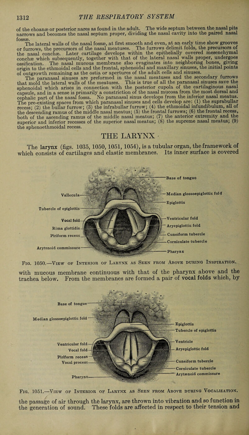 of the choanse or posterior nares as found in the adult. The wide septum between the nasal pits narrows and becomes the nasal septum proper, dividing the nasal cavity into the paired nasal f0SS86 The lateral walls of the nasal fossae, at first smooth and even, at an early time show grooves or furrows, the precursors of the nasal meatuses. The furrows delimit folds, the precursors of the nasal conch*. Later cartilage develops within the epithelially covered mesenchymal conchae which subsequently, together with that of the lateral nasal walls proper, undergoes ossification. The nasal mucous membrane also evaginates into neighboring bones, giving origin to the ethmoidal cells and the frontal, sphenoidal and maxillary sinuses, the initial points of outgrowth remaining as the ostia or apertures of the adult cells and sinuses. The paranasal sinuses are preformed in the nasal meatuses and the secondary furrows that mold the lateral walls of the meatuses. This is true of all the paranasal sinuses save the sphenoidal which arises in connection with the posterior cupola of the cartilaginous nasal capsule, and in a sense is primarily a constriction of the nasal mucosa from the most dorsal and cephalic part of the nasal fossa. No paranasal sinus develops from the inferior nasal meatus. The pre-existing spaces from which paranasal sinuses and cells develop are: (1) the suprabullar recess; (2) the bullar furrow; (3) the infrabullar furrow; (4) the ethmoidal infundibulum, all of the descending ramus of the middle nasal meatus; (5) the frontal furrows; (6) the frontal recess, both of the ascending ramus of the middle nasal meatus; (7) the anterior extremity and the superior and inferior recesses of the superior nasal meatus; (8) the supreme nasal meatus; (9) the sphenoethmoidal recess. THE LARYNX • The larynx (figs. 1035, 1050, 1051, 1054), is a tubular organ, the framework of which consists of cartilages and elastic membranes. Its inner surface is covered Base of tongue Tubercle of Vocal Rima glottidis Piriform recess Arytenoid commissure Median glossoepiglottic fold Epiglottis Ventricular fold Aryepiglottic fold Cuneiform tubercle Corniculate tubercle Pharynx Fig. 1050.—View of Interior of Larynx as Seen from Above during Inspiration. with mucous membrane continuous with that of the pharynx above and the trachea below. From the membranes are formed a pair of vocal folds which, by Base of tongue Median glossoepiglottic fold Epiglottis Tubercle of epiglottis Ventricular fold Vocal fold Piriform recess Vocal Pharynx Ventricle Aryepiglottic fold Cuneiform tubercle Corniculate tubercle Arytaenoid commissure Fig. 1051.—View of Interior of Larynx as Seen from Above during Vocalization. the passage of air through the larynx, are thrown into vibration and so function in the generation of sound. These folds are affected in respect to their tension and