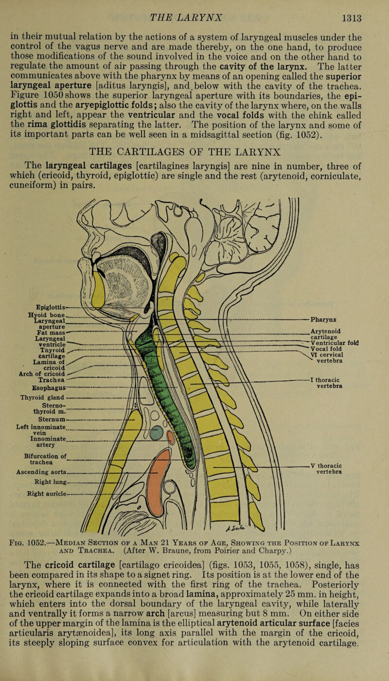 in their mutual relation by the actions of a system of laryngeal muscles under the control of the vagus nerve and are made thereby, on the one hand, to produce those modifications of the sound involved in the voice and on the other hand to regulate the amount of air passing through the cavity of the larynx. The latter communicates above with the pharynx by means of an opening called the superior laryngeal aperture [aditus laryngis], and.below with the cavity of the trachea. Figure 1050 shows the superior laryngeal aperture with its boundaries, the epi¬ glottis and the aryepiglottic folds; also the cavity of the larynx where, on the walls right and left, appear the ventricular and the vocal folds with the chink called the rima glottidis separating the latter. The position of the larynx and some of its important parts can be well seen in a midsagittal section (fig. 1052). THE CARTILAGES OF THE LARYNX The laryngeal cartilages [cartilagines laryngis] are nine in number, three of which (cricoid, thyroid, epiglottic) are single and the rest (arytenoid, corniculate, cuneiform) in pairs. Pharynx Arytenoid cartilage Ventricular fold '—Vocal fold '\VI cervical '* vertebra I thoracic vertebra V thoracic vertebra Fig. 1052.—Median Section of a Man 21 Years of Age, Showing the Position of Larynx and Trachea. (After W. Braune, from Poirier and Charpy.) The cricoid cartilage [cartilago cricoidea] (figs. 1053, 1055, 1058), single, has been compared in its shape to a signet ring. Its position is at the lower end of the larynx, where it is connected with the first ring of the trachea. Posteriorly the cricoid cartilage expands into a broad lamina, approximately 25 mm. in height, which enters into the dorsal boundary of the laryngeal cavity, while laterally and ventrally it forms a narrow arch [arcus] measuring but 8 mm. On either side of the upper margin of the lamina is the elliptical arytenoid articular surface [facies articularis arytaenoidea], its long axis parallel with the margin of the cricoid, its steeply sloping surface convex for articulation with the arytenoid cartilage. Epiglottis Hyoid bone.^ Laryngeal aperture Fat mass Laryngeal ventricle Thyroid cartilage Lamina of ^ cricoid Arch of cricoid Trachea — Esophagus— Thyroid gland Sterno¬ thyroid m. Sternum— Left innominate vein Innominate, artery Bifurcation of trachea Ascending aorta Right lung— Right auricle-