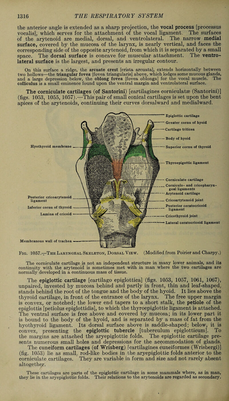 the anterior angle is extended as a sharp projection, the vocal process [processus vocalis], which serves for the attachment of the vocal ligament- The surfaces of the arytenoid are medial, dorsal, and ventrolateral. The narrow medial surface, covered by the mucosa of the larynx, is nearly vertical, and faces the corresponding side of the opposite arytenoid, from which it is separated by a small space. The dorsal surface is concave for muscular attachment. The ventro¬ lateral surface is the largest, and presents an irregular contour. On this surface a ridge, the arcuate crest [crista arcuata], extends horizontally between two hollows—the triangular fovea [fovea triangularis] above, which lodges some mucous glands, and a large depression below, the oblong fovea [fovea oblonga] for the vocal muscle. The colliculus is a small eminence found upon the ventral margin and ventrolateral surface. The corniculate cartilages (of Santorini) [cartilagines corniculatse (Santorini)] (figs. 1053, 1055, 1057).—This pair of small conical cartilages is set upon the bent apices of the arytenoids, continuing their curves dorsalward and medialward. Hyothyroid membrane Posterior cricoarytenoid ligament Inferior cornu of thyroid Lamina of cricoid Membranous wall of trachea-— Epiglottic cartilage Greater cornu of hyoid Cartilago triticea Body of hyoid Superior cornu of thyroid 7— Thyroepigottic ligament Corniculate cartilage _Corniculo- and cricopharyn¬ geal ligaments — Arytenoid cartilage _ Cricoartytenoid joint Posterior ceratocricoid ligament -Cricothyroid joint Lateral ceratocricoid ligament Fig. 1057.—The Laryngeal Skeleton, Dorsal View. (Modified from Poirier and Charpy.) The corniculate cartilage is not an independent structure in many lower animals, and its continuity with the arytenoid is sometimes met with in man where the two cartilages are normally developed in a continuous mass of tissue. The epiglottic cartilage [cartilago epiglottica] (figs. 1053, 1057, 1061, 1067), unpaired, invested by mucosa behind and partly in front, thin and leaf-shaped, stands behind the root of the tongue and the body of the hyoid. It lies above the thyroid cartilage, in front of the entrance of the larynx. The free upper margin is convex, or notched; the lower end tapers to a short stalk, the petiole of the epiglottis [petiolus epiglottidis], to which the thyroepiglottic ligament is attached. The ventral surface is free above and covered by mucosa; in its lower part it is bound to the body of the hyoid, and is separated by a mass of fat from the hyothyroid ligament. Its dorsal surface above is saddle-shaped; below, it is convex, presenting the epiglottic tubercle [tuberculum epiglotticum]. To the margins are attached the aryepiglottic folds. The epiglottic cartilage pre¬ sents numerous small holes and depressions for the accommodation of glands. The cuneiform cartilages (of Wrisberg) [cartilagines cuneiformes (Wrisbergi)] (fig. 1053) lie as small, rod-like bodies in the aryepiglottic folds anterior to the corniculate cartilages. They are variable in form and size and not rarely absent altogether. These cartilages are parts of the epiglottic cartilage in some mammals where, as in man, they lie in the aryepiglottic folds. Their relations to the arytenoids are regarded as secondary.