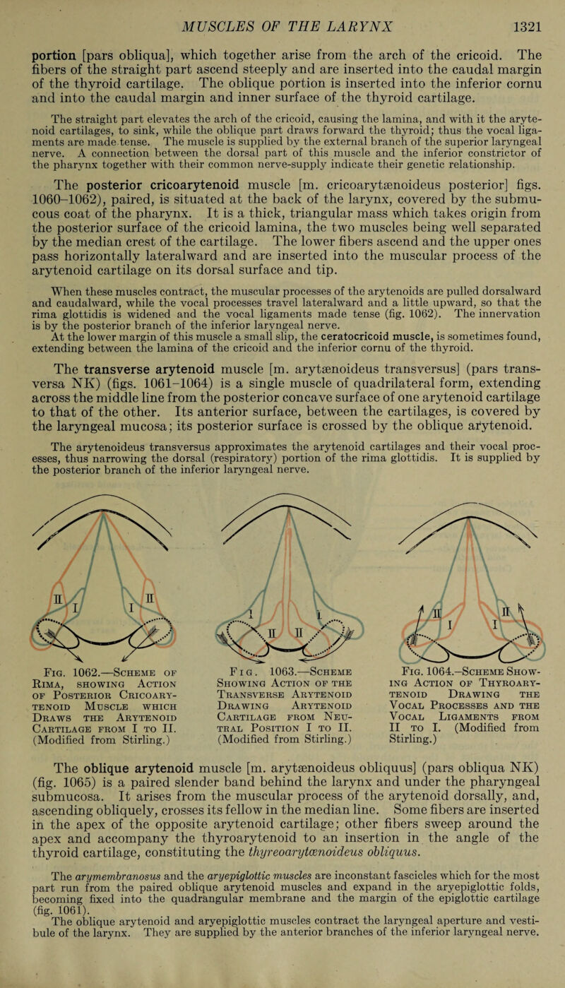 portion [pars obliqua], which together arise from the arch of the cricoid. The fibers of the straight part ascend steeply and are inserted into the caudal margin of the thyroid cartilage. The oblique portion is inserted into the inferior cornu and into the caudal margin and inner surface of the thyroid cartilage. The straight part elevates the arch of the cricoid, causing the lamina, and with it the aryte¬ noid cartilages, to sink, while the oblique part draws forward the thyroid; thus the vocal liga¬ ments are made tense. The muscle is supplied by the external branch of the superior laryngeal nerve. A connection between the dorsal part of this muscle and the inferior constrictor of the pharynx together with their common nerve-supply indicate their genetic relationship. The posterior cricoarytenoid muscle [m. cricoarytsenoideus posterior] figs. 1060-1062), paired, is situated at the back of the larynx, covered by the submu¬ cous coat of the pharynx. It is a thick, triangular mass which takes origin from the posterior surface of the cricoid lamina, the two muscles being well separated by the median crest of the cartilage. The lower fibers ascend and the upper ones pass horizontally lateralward and are inserted into the muscular process of the arytenoid cartilage on its dorsal surface and tip. When these muscles contract, the muscular processes of the arytenoids are pulled dorsalward and caudalward, while the vocal processes travel lateralward and a little upward, so that the rima glottidis is widened and the vocal ligaments made tense (fig. 1062). The innervation is by the posterior branch of the inferior laryngeal nerve. At the lower margin of this muscle a small slip, the ceratocricoid muscle, is sometimes found, extending between the lamina of the cricoid and the inferior cornu of the thyroid. The transverse arytenoid muscle [m. arytsenoideus transversus] (pars trans- versa NK) (figs. 1061-1064) is a single muscle of quadrilateral form, extending across the middle line from the posterior concave surface of one arytenoid cartilage to that of the other. Its anterior surface, between the cartilages, is covered by the laryngeal mucosa; its posterior surface is crossed by the oblique atytenoid. The arytenoideus transversus approximates the arytenoid cartilages and their vocal proc¬ esses, thus narrowing the dorsal (respiratory) portion of the rima glottidis. It is supplied by the posterior branch of the inferior laryngeal nerve. Fig. 1062.—Scheme of Rima, showing Action of Posterior Cricoary¬ tenoid Muscle which Draws the Arytenoid Cartilage from I to II. (Modified from Stirling.) Fig. 1063.—Scheme Showing Action of the Transverse Arytenoid Drawing Arytenoid Cartilage from Neu¬ tral Position I to II. (Modified from Stirling.) Fig. 1064.—Scheme Show¬ ing Action of Thyroary¬ tenoid Drawing the Vocal Processes and the Vocal Ligaments from II to I. (Modified from Stirling.) The oblique arytenoid muscle [m. arytsenoideus obliquus] (pars obliqua NK) (fig. 1065) is a paired slender band behind the larynx and under the pharyngeal submucosa. It arises from the muscular process of the arytenoid dorsally, and, ascending obliquely, crosses its fellow in the median line. Some fibers are inserted in the apex of the opposite arytenoid cartilage; other fibers sweep around the apex and accompany the thyroarytenoid to an insertion in the angle of the thyroid cartilage, constituting the thyreoarytcenoideus obliquus. The arymembranosus and the aryepiglottic muscles are inconstant fascicles which for the most part run from the paired oblique arytenoid muscles and expand in the aryepiglottic folds, becoming fixed into the quadrangular membrane and the margin of the epiglottic cartilage (fig. 1061). The oblique arytenoid and aryepiglottic muscles contract the laryngeal aperture and vesti¬ bule of the larynx. They are supplied by the anterior branches of the inferior laryngeal nerve.