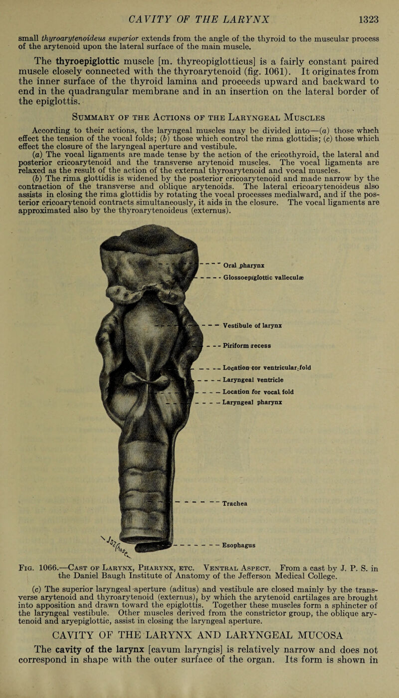 small thyroarytenoideus superior extends from the angle of the thyroid to the muscular process of the arytenoid upon the lateral surface of the main muscle. The thyroepiglottic muscle [m. thyreopiglotticus] is a fairly constant paired muscle closely connected with the thyroarytenoid (fig. 1061). It originates from the inner surface of the thyroid lamina and proceeds upward and backward to end in the quadrangular membrane and in an insertion on the lateral border of the epiglottis. Summary op the Actions of the Laryngeal Muscles According to their actions, the laryngeal muscles may be divided into—(a) those which effect the tension of the vocal folds; (b) those which control the rima glottidis; (c) those which effect the closure of the laryngeal aperture and vestibule. (a) The vocal ligaments are made tense by the action of the cricothyroid, the lateral and posterior cricoarytenoid and the transverse arytenoid muscles. The vocal ligaments are relaxed as the result of the action of the external thyroarytenoid and vocal muscles. (b) The rima glottidis is widened by the posterior cricoarytenoid and made narrow by the contraction of the transverse and oblique arytenoids. The lateral cricoarytenoideus also assists in closing the rima glottidis by rotating the vocal processes medialward, and if the pos¬ terior cricoarytenoid contracts simultaneously, it aids in the closure. The vocal ligaments are approximated also by the thyroarytenoideus (externus). “ ” Oral .pharynx - - Glossoepiglottic valleculse -Vestibule of larynx - - - Piriform recess . Location tor ventricular; fold - - Laryngeal Ventricle -Location for vocal, fold -Laryngeal pharynx Trachea Esophagus Fig. 1066.—Cast op Larynx, Pharynx, etc. Ventral Aspect. From a cast by J. P. S. in the Daniel Baugh Institute of Anatomy of the Jefferson Medical College. (c) The superior laryngeal -aperture (aditus) and vestibule are closed mainly by the trans¬ verse arytenoid and thyroarytenoid (externus), by which the arytenoid cartilages are brought into apposition and drawn toward the epiglottis. Together these muscles form a sphincter of the laryngeal vestibule. Other muscles derived from the constrictor group, the oblique ary¬ tenoid and ary epiglottic, assist in closing the laryngeal aperture. CAVITY OF THE LARYNX AND LARYNGEAL MUCOSA The cavity of the larynx [cavum laryngis] is relatively narrow and does not correspond in shape with the outer surface of the organ. Its form is shown in