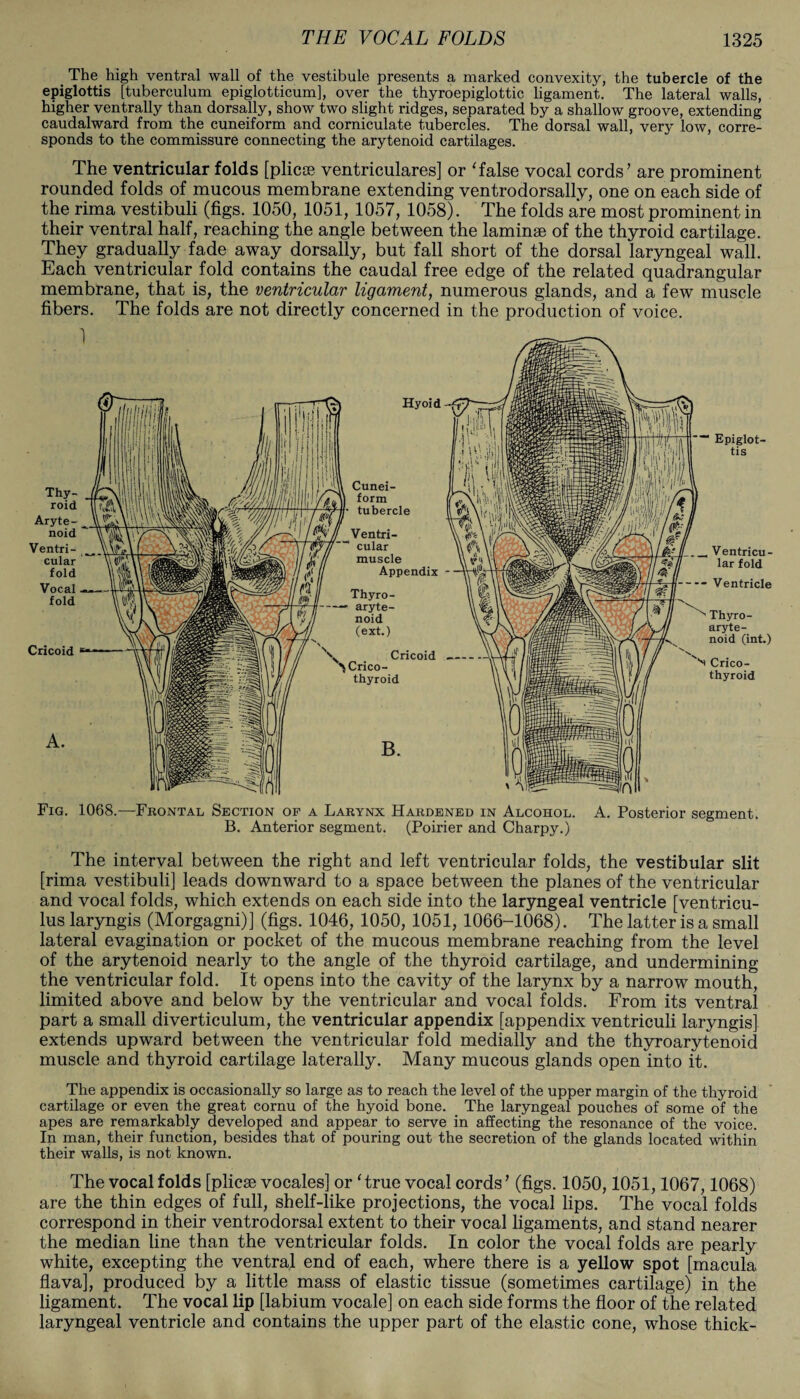 The high ventral wall of the vestibule presents a marked convexity, the tubercle of the epiglottis [tuberculum epiglotticum], over the thyroepiglottic ligament. The lateral walls, higher ventrally than dorsally, show two slight ridges, separated by a shallow groove, extending caudalward from the cuneiform and corniculate tubercles. The dorsal wall, very low, corre¬ sponds to the commissure connecting the arytenoid cartilages. The ventricular folds [plicse ventriculares] or ‘false vocal cords’ are prominent rounded folds of mucous membrane extending ventrodorsally, one on each side of the rima vestibuli (figs. 1050, 1051, 1057, 1058). The folds are most prominent in their ventral half, reaching the angle between the laminae of the thyroid cartilage. They gradually fade away dorsally, but fall short of the dorsal laryngeal wall. Each ventricular fold contains the caudal free edge of the related quadrangular membrane, that is, the ventricular ligament, numerous glands, and a few muscle fibers. The folds are not directly concerned in the production of voice. Hyoid Cunei¬ form tubercle Ventri¬ cular muscle Appendix Thyro¬ aryte¬ noid (ext.) Crico¬ thyroid B. Epiglot¬ tis _ Ventricu¬ lar fold -Ventricle Thyro¬ aryte¬ noid (int.) N Crico¬ thyroid Fig. 1068.—Frontal Section of a Larynx Hardened in Alcohol. A. Posterior segment. B. Anterior segment. (Poirier and Charpy.) The interval between the right and left ventricular folds, the vestibular slit [rima vestibuli] leads downward to a space between the planes of the ventricular and vocal folds, which extends on each side into the laryngeal ventricle [ventricu- lus laryngis (Morgagni)] (figs. 1046, 1050, 1051, 1066-1068). The latter is a small lateral evagination or pocket of the mucous membrane reaching from the level of the arytenoid nearly to the angle of the thyroid cartilage, and undermining the ventricular fold. It opens into the cavity of the larynx by a narrow mouth, limited above and below by the ventricular and vocal folds. From its ventral part a small diverticulum, the ventricular appendix [appendix ventriculi laryngis] extends upward between the ventricular fold medially and the thyroarytenoid muscle and thyroid cartilage laterally. Many mucous glands open into it. The appendix is occasionally so large as to reach the level of the upper margin of the thyroid cartilage or even the great cornu of the hyoid bone. The laryngeal pouches of some of the apes are remarkably developed and appear to serve in affecting the resonance of the voice. In man, their function, besides that of pouring out the secretion of the glands located within their walls, is not known. The vocal folds [plicse vocales] or 'true vocal cords’ (figs. 1050,1051,1067,1068) are the thin edges of full, shelf-like projections, the vocal lips. The vocal folds correspond in their ventrodorsal extent to their vocal ligaments, and stand nearer the median line than the ventricular folds. In color the vocal folds are pearly white, excepting the ventral end of each, where there is a yellow spot [macula flava], produced by a little mass of elastic tissue (sometimes cartilage) in the ligament. The vocal lip [labium vocale] on each side forms the floor of the related laryngeal ventricle and contains the upper part of the elastic cone, whose thick-