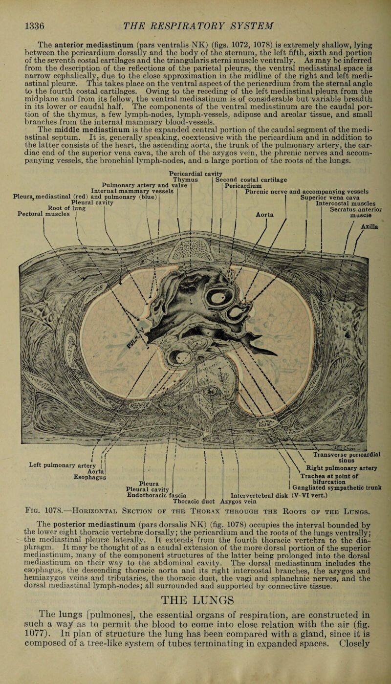 The anterior mediastinum (pars ventralis NK) (figs. 1072, 1078) is extremely shallow, lying between the pericardium dorsally and the body of the sternum, the left fifth, sixth and portion of the seventh costal cartilages and the triangularis sterni muscle ventrally. As may be inferred from the description of the reflections of the parietal pleurae, the ventral mediastinal space is narrow cephalically, due to the close approximation in the midline of the right and left medi¬ astinal pleurae. This takes place on the ventral aspect of the pericardium from the sternal angle to the fourth costal cartilages. Owing to the receding of the left mediastinal pleura from the midplane and from its fellow, the ventral mediastinum is of considerable but variable breadth in its lower or caudal half. The components of the ventral mediastinum are the caudal por¬ tion of the thymus, a few lymph-nodes, lymph-vessels, adipose and areolar tissue, and small branches from the internal mammary blood-vessels. The middle mediastinum is the expanded central portion of the caudal segment of the medi¬ astinal septum. It is, generally speaking, coextensive with the pericardium and in addition to the latter consists of the heart, the ascending aorta, the trunk of the pulmonary artery, the car¬ diac end of the superior vena cava, the arch of the azygos vein, the phrenic nerves and accom¬ panying vessels, the bronchial lymph-nodes, and a large portion of the roots of the lungs. Pericardial Thymus Pulmonary artery and valve Internal mammary vessels Pleura,mediastinal (red) and pulmonary (blue) Pleural cavity Root of Pectoral muscles cavity Second costal cartilage Pericardium Phrenic nerve and accompanying vessels Superior vena cava Intercostal muscles Serratus anterior muscle Axilla Left pulmonary artery j Aorta Esophagus Pleura Pleural cavity Endothoracic fascia Thoracic duct Transverse pericardial sinus Right pulmonary artery Trachea at point of j bifurcation l Gangliated sympathetic trunk Intervertebral disk (V-VI vert.) Azygos vein Fig. 1078.—Horizontal Section of the Thorax through the Roots of the Lungs. The posterior mediastinum (pars dorsalis NK) (fig. 1078) occupies the interval bounded by the lower eight thoracic vertebrae dorsally; the pericardium and the roots of the lungs ventrally; the mediastinal pleurae laterally. It extends from the fourth thoracic vertebra to the dia¬ phragm. It may be thought of as a caudal extension of the more dorsal portion of the superior mediastinum, many of the component structures of the latter being prolonged into the dorsal mediastinum on their way to the abdominal cavity. The dorsal mediastinum includes the esophagus, the descending thoracic aorta and its right intercostal branches, the azygos and hemiazygos veins and tributaries, the thoracic duct, the vagi and splanchnic nerves, and the dorsal mediastinal lymph-nodes; all surrounded and supported by connective tissue. THE LUNGS The lungs [pulmones], the essential organs of respiration, are constructed in such a way as to permit the blood to come into close relation with the air (fig. 1077). In plan of structure the lung has been compared with a gland, since it is composed of a tree-like system of tubes terminating in expanded spaces. Closely