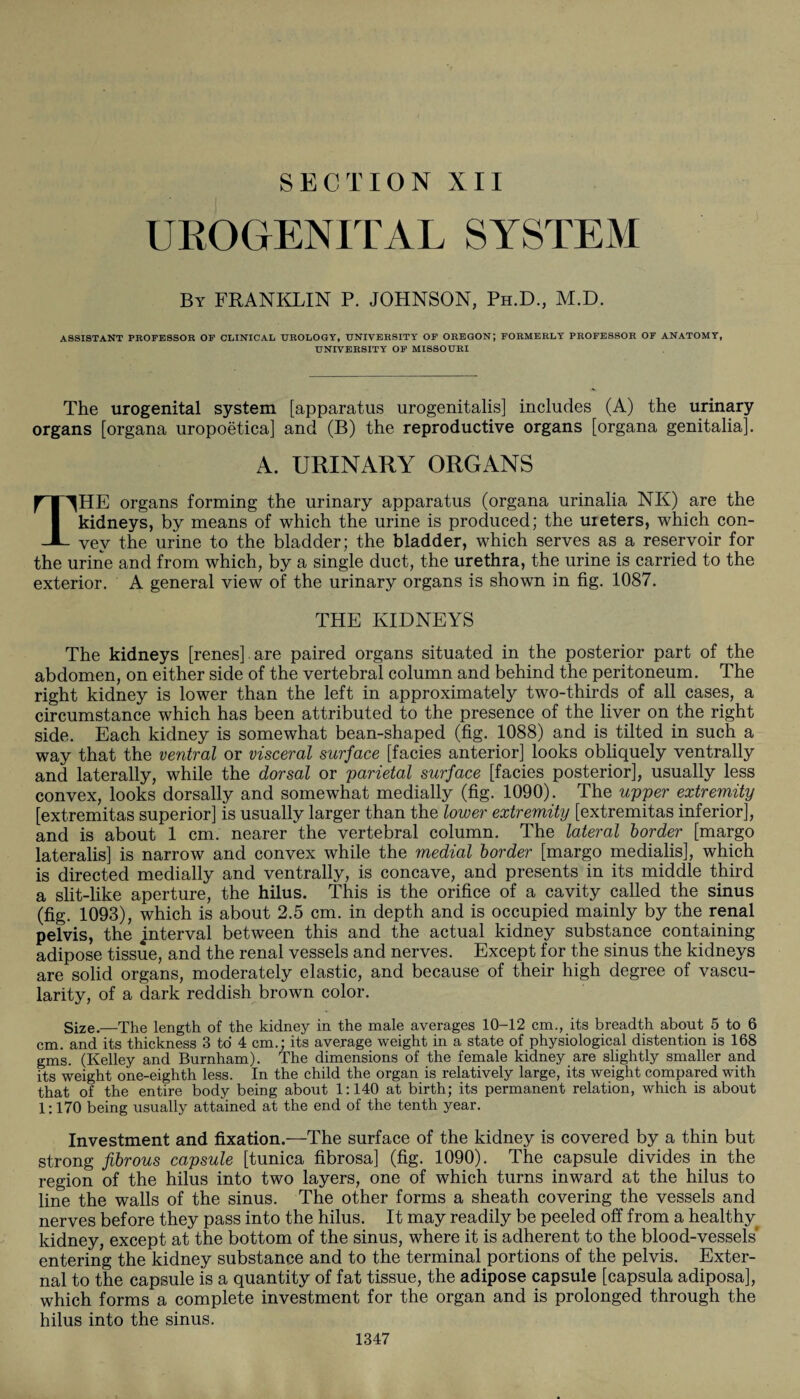 SECTION XII UKOGENITAL SYSTEM By FRANKLIN P. JOHNSON, Ph.D., M.D. ASSISTANT PROFESSOR OF CLINICAL UROLOGY, UNIVERSITY OF OREGON; FORMERLY PROFESSOR OF ANATOMY, UNIVERSITY OF MISSOURI The urogenital system [apparatus urogenitalis] includes (A) the urinary organs [organa uropoetica] and (B) the reproductive organs [organa genitalia]. A. URINARY ORGANS THE organs forming the urinary apparatus (organa urinalia NK) are the kidneys, by means of which the urine is produced; the ureters, which con¬ vey the urine to the bladder; the bladder, which serves as a reservoir for the urine and from which, by a single duct, the urethra, the urine is carried to the exterior. A general view of the urinary organs is shown in fig. 1087. THE KIDNEYS The kidneys [renes] are paired organs situated in the posterior part of the abdomen, on either side of the vertebral column and behind the peritoneum. The right kidney is lower than the left in approximately two-thirds of all cases, a circumstance which has been attributed to the presence of the liver on the right side. Each kidney is somewhat bean-shaped (fig. 1088) and is tilted in such a way that the ventral or visceral surface [facies anterior] looks obliquely ventrally and laterally, while the dorsal or parietal surface [facies posterior], usually less convex, looks dorsally and somewhat medially (fig. 1090). The upper extremity [extremitas superior] is usually larger than the lower extremity [extremitas inferior], and is about 1 cm. nearer the vertebral column. The lateral border [margo lateralis] is narrow and convex while the medial border [margo medialis], which is directed medially and ventrally, is concave, and presents in its middle third a slit-like aperture, the hilus. This is the orifice of a cavity called the sinus (fig. 1093), which is about 2.5 cm. in depth and is occupied mainly by the renal pelvis, the jnterval between this and the actual kidney substance containing adipose tissue, and the renal vessels and nerves. Except for the sinus the kidneys are solid organs, moderately elastic, and because of their high degree of vascu¬ larity, of a dark reddish brown color. Size.—The length of the kidney in the male averages 10-12 cm., its breadth about 5 to 6 cm. and its thickness 3 to 4 cm.; its average weight in a state of physiological distention is 168 gms. (Kelley and Burnham). The dimensions of the female kidney are slightly smaller and its weight one-eighth less. In the child the organ is relatively large, its weight compared with that of the entire body being about 1:140 at birth; its permanent relation, which is about 1:170 being usually attained at the end of the tenth year. Investment and fixation.—The surface of the kidney is covered by a thin but strong fibrous capsule [tunica fibrosa] (fig. 1090). The capsule divides in the region of the hilus into two layers, one of which turns inward at the hilus to line the walls of the sinus. The other forms a sheath covering the vessels and nerves before they pass into the hilus. It may readily be peeled off from a healthy^ kidney, except at the bottom of the sinus, where it is adherent to the blood-vessels' entering the kidney substance and to the terminal portions of the pelvis. Exter¬ nal to the capsule is a quantity of fat tissue, the adipose capsule [capsula adiposa], which forms a complete investment for the organ and is prolonged through the hilus into the sinus.