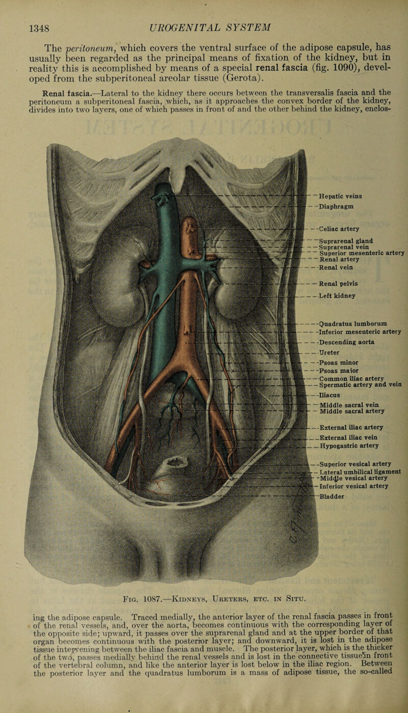 The 'peritoneum, which covers the ventral surface of the adipose capsule, has usually been regarded as the principal means of fixation of the kidney, but in reality this is accomplished by means of a special renal fascia (fig. 1090), devel¬ oped from the subperitoneal areolar tissue (Gerota). Renal fascia.—Lateral to the kidney there occurs between the transversalis fascia and the peritoneum a subperitoneal fascia, which, as it approaches the convex border of the kidney, divides into two layers, one of which passes in front of and the other behind the kidney, enclos- ~ Hepatic veins -Diaphragm --Celiac artery “Suprarenal gland Suprarenal vein Superior mesenteric artery Renal artery Renal vein Renal pelvis •Left kidney -Quadratus lumborum -Inferior mesenteric artery -Descending aorta -Ureter -Psoas minor -Psoas maior ■Common iliac artery Spermatic artery and vein -Iliacus Middle sacral vein Middle sacral artery ■Superior vesical artery Lateral umbilical ligament Midcjle vesical artery vesical artery -External iliac artery -External iliac vein Hypogastric artery Fig. 1087.—Kidneys, Ureters, etc. in Situ. ing the adipose capsule. Traced medially, the anterior layer of the renal fascia passes in front of the renal vessels, and, over the aorta, becomes continuous with the corresponding layer of the opposite side; upward, it passes over the suprarenal gland and at the upper border of that organ becomes continuous with the posterior layer; and downward, it is lost in the adipose tissue intervening between the iliac fascia and muscle. The posterior layer, which is the thicker of the two, passes medially behind the renal vessels and is lost in the connective, tissuelin front of the vertebral column, and like the anterior layer is lost below in the iliac region. Between the posterior layer and the quadratus lumborum is a mass of adipose tissue, the so-called