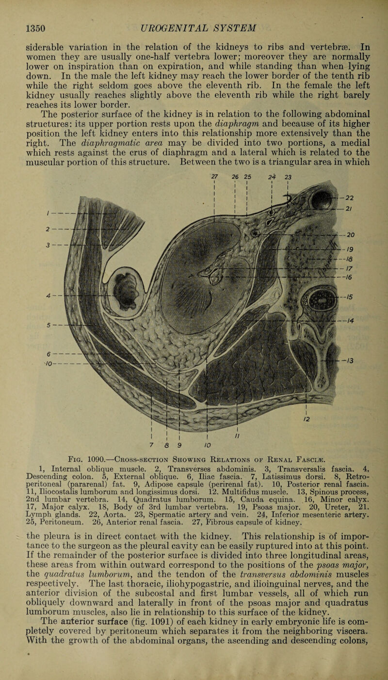 siderable variation in the relation of the kidneys to ribs and vertebrge. In women they are usually one-half vertebra lower; moreover they are normally lower on inspiration than on expiration, and while standing than when lying down. In the male the left kidney may reach the lower border of the tenth rib while the right seldom goes above the eleventh rib. In the female the left kidney usually reaches slightly above the eleventh rib while the right barely reaches its lower border. The posterior surface of the kidney is in relation to the following abdominal structures: its upper portion rests upon the diaphragm and because of its higher position the left kidney enters into this relationship more extensively than the right. The diaphragmatic area may be divided into two portions, a medial which rests against the crus of diaphragm and a lateral which is related to the muscular portion of this structure. Between the two is a triangular area in which 27 26 25 24 23 Fig. 1090.—Cross-section Showing Relations of Renal Fasces. 1, Internal oblique muscle. 2, Transverses abdominis. 3, Transversalis fascia. 4, Descending colon. 5, External oblique. 6, Iliac fascia. 7, Latissimus dorsi. 8, Retro¬ peritoneal (pararenal) fat. 9, Adipose capsule (perirenal fat). 10, Posterior renal fascia. 11, Iliocostalis lumborum and longissimus dorsi. 12. Multifidus muscle. 13, Spinous process, 2nd lumbar vertebra. 14, Quadratus lumborum. 15, Cauda equina. 16, Minor calyx. 17, Major calyx. 18, Body of 3rd lumbar vertebra. 19, Psoas major. 20, Ureter, 21. Lymph glands. 22, Aorta. 23, Spermatic artery and vein. 24, Inferior mesenteric artery. 25, Peritoneum. 26, Anterior renal fascia. 27, Fibrous capsule of kidney. the pleura is in direct contact with the kidney. This relationship is of impor¬ tance to the surgeon as the pleural cavity can be easily ruptured into at this point. If the remainder of the posterior surface is divided into three longitudinal areas, these areas from within outward correspond to the positions of the psoas major, the quadratus lumborum, and the tendon of the transversus abdominis muscles respectively. The last thoracic, iliohypogastric, and ilioinguinal nerves, and the anterior division of the subcostal and first lumbar vessels, all of which run obliquely downward and laterally in front of the psoas major and quadratus lumborum muscles, also lie in relationship to this surface of the kidney. The anterior surface (fig. 1091) of each kidney in early embryonic life is com¬ pletely covered by peritoneum which separates it from the neighboring viscera. With the growth of the abdominal organs, the ascending and descending colons,