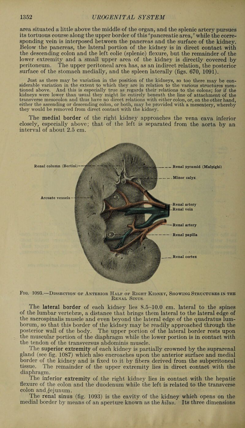 area situated a little above the middle of the organ, and the splenic artery pursues its tortuous course along the upper border of this ‘pancreatic area, ’ while the corre¬ sponding vein is interposed between the pancreas and the surface of the kidney. Below the pancreas, the lateral portion of the kidney is in direct contact with the descending colon and the left colic (splenic) flexure, but the remainder of the lower extremity and a small upper area of the kidney is directly covered by peritoneum. The upper peritoneal area has, as an indirect relation, the posterior surface of the stomach medially, and the spleen laterally (figs. 670, 1091). Just as there may be variation in the position of the kidneys, so too there may be con¬ siderable variation in the extent to which they are in relation to the various structures men¬ tioned above. And this is especially true as regards their relations to the colons; for if the kidneys were lower than usual they might lie entirely beneath the line of attachment of the transverse mesocolon and thus have no direct relations with either colon, or, on the other hand, either the ascending or descending colon, or both, may be provided with a mesentery, whereby they would be removed from direct contact with the kidney. The medial border of the right kidney approaches the vena cava inferior closely, especially above; that of the left is separated from the aorta by an interval of about 2.5 cm. _Renal cortex -Minor calyx Renal artery Arcuate vessels Renal artery — • Renal papilla Renal column (Bertini) -Renal pyramid (Malpighi) Fig. 1093.—Dissection of Anterior Half of Right Kidney, Showing Structures in the Renal Sinus. The lateral border of each kidney lies 8.5-10.0 cm. lateral to the spines of the lumbar vertebrae, a distance that brings them lateral to the lateral edge of the sacrospinalis muscle and even beyond the lateral edge of the quadratus lum- borum, so that this border of the kidney may be readily approached through the posterior wall of the body. The upper portion of the lateral border rests upon the muscular portion of the diaphragm while the lower portion is in contact with the tendon of the transversus abdominis muscle. The superior extremity of each kidney is partially crowned by the suprarenal gland (see fig. 1087) which also encroaches upon the anterior surface and medial border of the kidney and is fixed to it by fibers derived from the subperitoneal tissue. The remainder of the upper extremity lies in direct contact with the diaphragm. The inferior extremity of the right kidney lies in contact with the hepatic flexure of the colon and the duodenum while the left is related to the transverse colon and jejunum. The renal sinus (fig. 1093) is the cavity of the kidney which opens on the medial border by means of an aperture known as the hilus. Its three dimensions