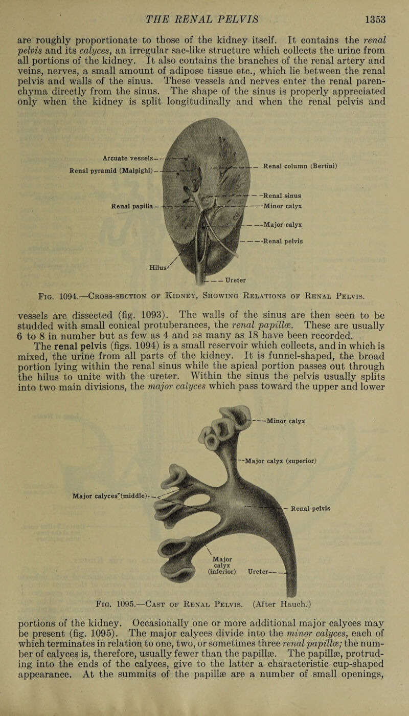 are roughly proportionate to those of the kidney itself. It contains the renal pelvis and its calyces, an irregular sac-like structure which collects the urine from all portions of the kidney. It also contains the branches of the renal artery and veins, nerves, a small amount of adipose tissue etc., which lie between the renal pelvis and walls of the sinus. These vessels and nerves enter the renal paren¬ chyma directly from the sinus. The shape of the sinus is properly appreciated only when the kidney is split longitudinally and when the renal pelvis and —Major calyx -Renal pelvis Arcuate vessels — Renal pyramid (Malpighi) — _ Renal column (Bertini) Renal papilla -Renal sinus -Minor calyx / . HilusT -Ureter Fig. 1094.—Cross-section of Kidney, Showing Relations of Renal Pelvis. vessels are dissected (fig. 1093). The walls of the sinus are then seen to be studded with small conical protuberances, the renal papillce. These are usually 6 to 8 in number but as few as 4 and as many as 18 have been recorded. The renal pelvis (figs. 1094) is a small reservoir which collects, and in which is mixed, the urine from all parts of the kidney. It is funnel-shaped, the broad portion lying within the renal sinus while the apical portion passes out through the hilus to unite with the ureter. Within the sinus the pelvis usually splits into two main divisions, the major calyces which pass toward the upper and lower -Minor calyx Major calyx (superior) Major calyces~(middle)- — - Renal pelvis Fig. 1095.—Cast of Renal Pelvis. (After Hauch.) portions of the kidney. Occasionally one or more additional major calyces may be present (fig. 1095). The major calyces divide into the minor calyces, each of which terminates in relation to one, two, or sometimes three renal papillce; the num¬ ber of calyces is, therefore, usually fewer than the papillae. The papillae, protrud¬ ing into the ends of the calyces, give to the latter a characteristic cup-shaped appearance. At the summits of the papillae are a number of small openings,