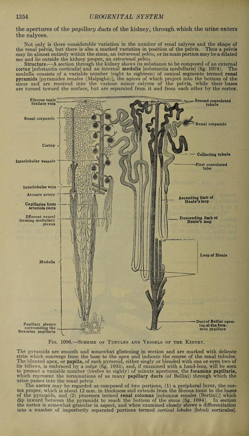 the apertures of the 'papillary ducts of the kidney, through which the urine enters the calyces. Not only is there considerable variation in the number of renal calyces and the shape of the renal pelvis, but there is also a marked variation in position of the pelvis. Thus a pelvis may lie almost entirely within the sinus, an intrarenal pelvis, or its main portion may be a dilated sac and lie outside the kidney proper, an extrarenal pelvis. Structure.—A section through the kidney shows its substance to be composed of an external cortex [substantia corticalis] and an internal medulla [substantia medullaris] (fig. 1094). The medulla consists of a variable number (eight to eighteen) of conical segments termed renal pyramids [pyramides renales (Malpighii)], the apices of which project into the bottom of the sinus and are received into the various minor calyces of the pelvis, while their bases are turned toward the surface, but are separated from it and from each other by the cortex. Fibrous tunic Stellate vein Renal corpuscle Cortex -< Interlobular vessels Interlobular vein Arcuate artery Capillaries from arteriola recta Efferent vessel forming medullary plexus Ascending limb of Henle’s loop Medulla Papillary plexus surrounding the foramina papillaria Second convoluted tubule Renal corpuscle —- — Collecting tubule First convoluted tube Descending limb of Henle’s loop Loop of Henle Duct of Bellini open¬ ing at the fora¬ men papillare Fig. 1096.—Scheme of Tubules and Vessels of the Kidney. The pyramids are smooth and somewhat glistening in section and are marked with delicate striae which converge from the base to the apex and indicate the course of the renal tubules. The blunted apex, or papilla, of each pyramid, either singly or blended with one or even two of its fellows, is embraced by a calyx (fig. 1093), and, if examined with a hand-lens, will be seen to present a variable number (twelve to eighty) of minute apertures, the foramina papillaria, which represent the terminations of as many papillary ducts (of Bellini) through which the urine passes into the renal pelvis. The cortex may be regarded as composed of two portions, (1) a peripheral layer, the cor¬ tex proper, which is about 12 mm. in thickness and extends from the fibrous tunic to the bases of the pyramids, and (2) processes termed renal columns [columnse renales (Bertini)] which dip inward between the pyramids to reach the bottom of the sinus (fig. 1094). In section the cortex is somewhat granular in aspect, and when examined closely shows a differentiation into a number of imperfectly separated portions termed cortical lobules [lobuli corticales].