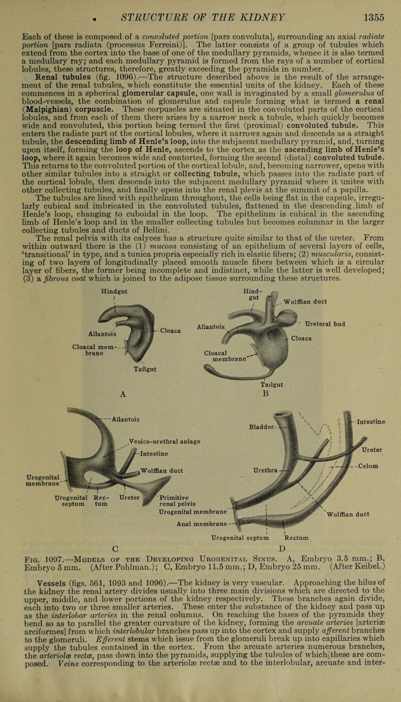 Each of these is composed of a convoluted portion [pars convoluta], surrounding an axial radiate portion [pars radiata (processus Ferreini)]. The latter consists of a group of tubules which extend from the cortex into the base of one of the medullary pyramids, whence it is also termed a medullary ray; and each medullary pyramid is formed from the rays of a number of cortical lobules, these structures, therefore, greatly exceeding the pyramids in number. Renal tubules (fig. 1096).—The structure described above is the result of the arrange¬ ment of the renal tubules, which constitute the essential units of the kidney. Each of these commences in a spherical glomerular capsule, one wall is invaginated by a small glomerulus of blood-vessels, the combination of glomemlus and capsule forming what is termed a renal (Malpighian) corpuscle. These corpuscles are situated in the convoluted parts of the cortical lobules, and from each of them there arises by a narrow neck a tubule, which quickly becomes wide and convoluted, this portion being termed the first (proximal) convoluted tubule. This enters the radiate part of the cortical lobules, where it narrows again and descends as a straight tubule, the descending limb of Henle’s loop, into the subjacent medullary pyramid, and, turning upon itself, forming the loop of Henle, ascends to the cortex as the ascending limb of Henle’s loop, where it again becomes wide and contorted, forming the second (distal) convoluted tubule. This returns to the convoluted portion of the cortical lobule, and, becoming narrower, opens with other similar tubules into a straight or collecting tubule, which passes into the radiate part of the cortical lobule, then descends into the subjacent medullary pyramid where it unites with other collecting tubules, and finally opens into the renal plevis at the summit of a papilla. The tubules are lined with epithelium throughout, the cells being flat in the capsule, irregu¬ larly cubical and imbricated in the convoluted tubules, flattened in the descending limb of Henle’s loop, changing to cuboidal in the loop. The epithelium is cubical in the ascending limb of Henle’s loop and in the smaller collecting tubules but becomes columnar in the larger collecting tubules and ducts of Bellini. The renal pelvis with its calyces has a structure quite similar to that of the ureter. From within outward there is the (1) mucosa consisting of an epithelium of several layers of cells, ‘transitional’ in type, and a tunica propria especially rich in elastic fibers; (2) muscularis, consist¬ ing of two layers of longitudinally placed smooth muscle fibers between which is a circular layer of fibers, the former being incomplete and indistinct, while the latter is well developed; (3) a fibrous coat which is joined to the adipose tissue surrounding these structures. A Tailgut B Allantois^ Cloacal membrane Ureteral bud Cloaca Hind- gut . Wolffian duct Allantois Ureter Anal membrane - C D Fig. 1097.—Models op the Developing Urogenital Sinus. A, Embryo 3.5 mm.; B, Embryo 5 mm. (After Pohlman.); C, Embryo 11.5 mm.; D, Embryo 25 mm. (After Keibel.) Bladder- - Intestine .Vesico-urethral anlage -Intestine i \ Urogenital septum Rectum Urogenital membrane Wolffian duct Urogenital Rec- Ureter septum turn nitive al pelvis Urogenital membrane Urethra -Celom Wolffian duct Vessels (figs. 561, 1093 and 1096).—The kidney is very vascular. Approaching the hilus of the kidney the renal artery divides usually into three main divisions which are directed to the upper, middle, and lower portions of the kidney respectively. These branches again divide, each into two or three smaller arteries. These enter the substance of the kidney and pass up as the interlobar arteries in the renal columns. On reaching the bases of the pyramids they bend so as to parallel the greater curvature of the kidney, forming the arcuate arteries [arterise arciformes] from which interlobular branches pass up into the cortex and supply afferent branches to the glomeruli. Efferent stems which issue from the glomeruli break up into capillaries which supply the tubules contained in the cortex. From the arcuate arteries numerous branches, the arteriolce rectce, pass down into the pyramids, supplying the tubules of which; these are com¬ posed. Veins corresponding to the arteriolse rectse and to the interlobular, arcuate and inter-