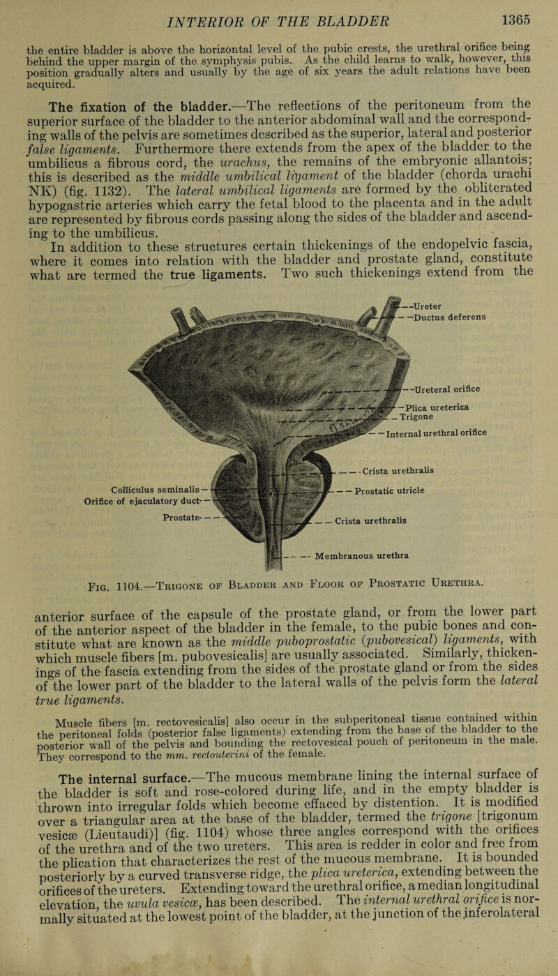 the entire bladder is above the horizontal level of the pubic crests, the urethral orifice being behind the upper margin of the symphysis pubis. As the child learns to walk, however, this position gradually alters and usually by the age of six years the adult relations have been acquired. The fixation of the bladder.—-The reflections of the peritoneum from the superior surface of the bladder to the anterior abdominal wall and the correspond¬ ing walls of the pelvis are sometimes described as the superior, lateral and posterior false ligaments. Furthermore there extends from the apex of the bladder to the umbilicus a fibrous cord, the urachus, the remains of the embryonic allantois; this is described as the middle umbilical ligament of the bladder (chorda, urachi NK) (fig. 1132). The lateral umbilical ligaments are formed by the obliterated hypogastric arteries which carry the fetal blood to the placenta and in the adult are represented by fibrous cords passing along the sides of the bladder and ascend¬ ing to the umbilicus. ■ In addition to these structures certain thickenings of the endopelvic fascia, where it comes into relation with the bladder and prostate gland, constitute what are termed the true ligaments. Two such thickenings extend from the ■Ureter ■Ductus deferens — ■— Membranous urethra Fig. 1104.—Trigone of Bladder and Floor of Prostatic Urethra. -Ureteral orifice — Plica ureterica _ Trigone -Internal urethral orifice Colliculus seminalis — Orifice of ejaculatory duct- — Prostate- — -Crista urethralis -Prostatic utricle _Crista urethralis anterior surface of the capsule of the prostate gland, or from the lower part of the anterior aspect of the bladder in the female, to the pubic bones and coir- stitute what are known as the middle puboprostatic (;pubovesical) ligaments, with which muscle fibers [m. pubovesicalis] are usually associated. Similarly, thicken¬ ings of the-fascia extending from the sides of the prostate gland or from the sides of the lower part of the bladder to the lateral walls of the pelvis form the lateral true ligaments. Muscle fibers [m. rectovesicalis] also occur in the subperitoneal tissue contained within the peritoneal folds (posterior false ligaments) extending from the base of the bladder to the posterior wall of the pelvis and bounding the rectovesical pouch of peritoneum m the male. They correspond to the mm. rectouterini of the female. The internal surface.—The mucous membrane lining the internal surface of the bladder is soft and rose-colored during life, and in the empty bladder is thrown into irregular folds which become effaced by distention. It is modified over a triangular area at the base of the bladder, termed the trigone [trigonum vesicse (Lieutaudi)] (fig. 1104) whose three angles correspond with the orifices of the urethra and of the two ureters, d his area is redder in color and iree the plication that characterizes the rest of the mucous membrane.. It is bounded posteriorly by a curved transverse ridge, the plica, ureterica, extending between the orifices of the ureters. Extending toward the urethral orifice, a median longitudinal elevation the uvula vesicce, has been described. The internal urethral orifice is nor¬ mally situated at the lowest point of the bladder, at the junction of the mferolateral