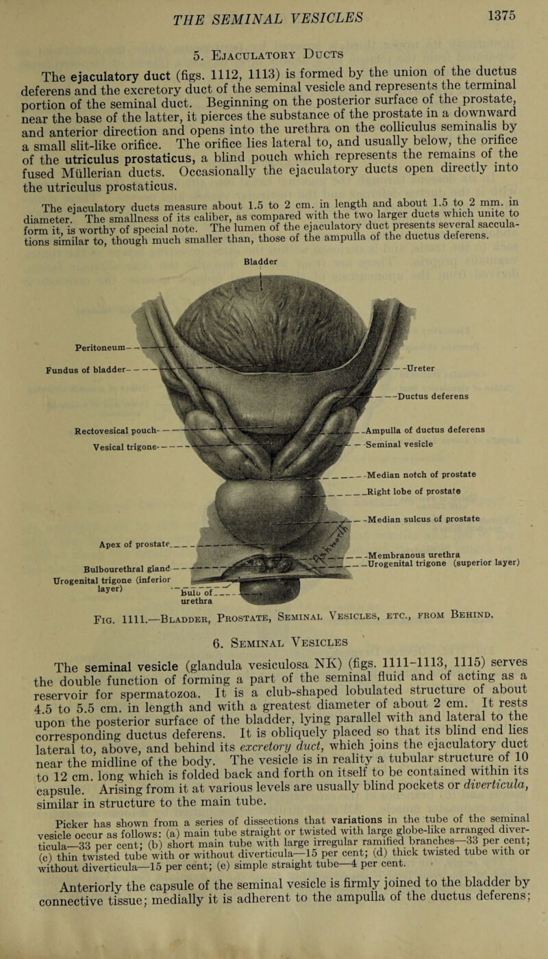 THE SEMINAL VESICLES 5. Ejaculatory Ducts The ejaculatory duct (figs. 1112, 1113) is formed by the union of the ductus deferens and the excretory duct of the seminal vesicle and represents the terminal portion of the seminal duct. Beginning on the posterior surface of the prostate, near the base of the latter, it pierces the substance of the prostate m a downward and anterior direction and opens into the urethra on the colliculus semmalis by a small slit-like orifice. The orifice lies lateral to, and usually below, the orifice of the utriculus prostaticus, a blind pouch which represents the remains of the fused Mullerian ducts. Occasionally the ejaculatory ducts open directly into the utriculus prostaticus. The ejaculatory ducts measure about 1.5 to 2 cm. in length and about 1.5 to 2 mm. in diameter J The smallness of its caliber, as compared with the two larger ducts which unite to form it, is worthy of special note. The lumen of the ejaculatory duct presents several saccula- tions similar to, though much smaller than, those of the ampulla of the ductus deferens. Bladder Peritoneum— — -Ductus deferens Ampulla of ductus deferens Seminal vesicle Median notch of prostate Right lobe of prostate -Median sulcus of prostate Fundus of bladder- -Ureter Rectovesical pouch- Vesical trigone- Apex of prostate_ Bulbourethral gland- Urogenital trigone (inferior layer) _ -Membranous urethra _Urogenital trigone (superior layer) bulu of urethra Fig. 1111.—Bladder, Prostate, Seminal Vesicles, etc., from Behind. 6. Seminal Vesicles The seminal vesicle (glandula vesiculosa NK) (figs. 1111-1113, 1115) serves the double function of forming a part of the seminal fluid and of acting as a reservoir for spermatozoa. It is a club-shaped lobulated structure of about 4.5 to 5.5 cm. in length and with a greatest diameter of about 2 cm. It rests upon the posterior surface of the bladder, lying parallel with and lateral to the corresponding ductus deferens. It is obliquely placed, so that its blind end lies lateral to, above, and behind its excretory duct, which joins the ejaculatory duct near the midline of the body. The vesicle is in reality a tubular structure of 10 to 12 cm. long which is folded back and forth on itself to be contained within its capsule. * Arising from it at various levels are usually blind pockets or diverticula, similar in structure to the main tube. Picker has shown from a series of dissections that variations in the tube of the seminal vesicle occur as follows: (a) main tube straight or twisted with large globe-like arranged diver¬ ticula—33 per cent; (b) short main tube with large irregular ramified branches—33 per cent; (c) thin twisted tube with or without diverticula—15 per cent; (d) thick twisted tube with or without diverticula—15 per cent; (e) simple straight tube—4 per cent. Anteriorly the capsule of the seminal vesicle is firmly joined to the bladder by connective tissue; medially it is adherent to the ampulla of the ductus deferens,