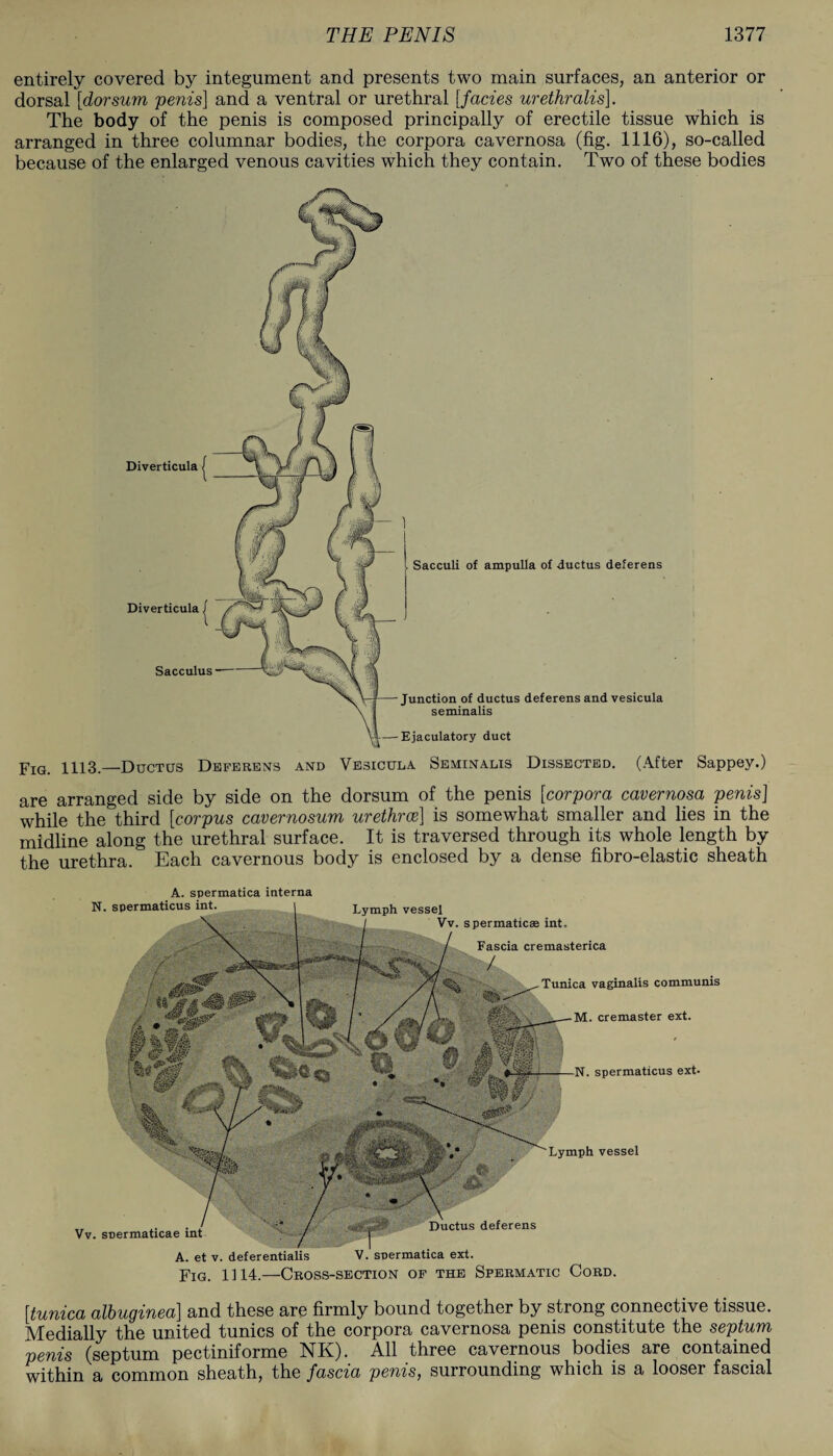 entirely covered by integument and presents two main surfaces, an anterior or dorsal [dorsum penis] and a ventral or urethral [facies urethralis]. The body of the penis is composed principally of erectile tissue which is arranged in three columnar bodies, the corpora cavernosa (fig. 1116), so-called because of the enlarged venous cavities which they contain. Two of these bodies Fig. 1113._Ductus Deferens and Vesicula Seminalis Dissected. (After Sappey.) are arranged side by side on the dorsum of the penis [corpora cavernosa penis] while the third [corpus cavernosum urethra] is somewhat smaller and lies in the midline along the urethral surface. It is traversed through its whole length by the urethra. Each cavernous body is enclosed by a dense fibro-elastic sheath A. spermatica interna [tunica albuginea] and these are firmly bound together by strong connective tissue. Medially the united tunics of the corpora cavernosa penis constitute the septum penis (septum pectiniforme NK). All three cavernous bodies are contained within a common sheath, the fascia penis, surrounding which is a looser fascial