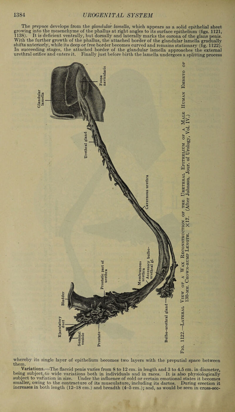 The pre-puce develops from the glandular lamella, which appears as a solid epithelial sheet growing into the mesenchyme of the phallus at right angles to its surface epithelium (figs. 1121, 1138). It is deficient ventrally, but dorsally and laterally marks the corona of the glans penis. With the further growth of the phallus, the attached border of the glandular lamella gradually shifts anteriorly, while its deep or free border becomes curved and remains stationary (fig. 1122). In succeeding stages, the attached border of the glandular lamella approaches the external urethral orifice and enters it. Finally just before birth the lamella undergoes a splitting process em o o tH « m 3 W Z < M (3 hrl HH s ° >> bC P o M S-t P ffi «4-( fH O l-t • Sm w § p^ « fl « 1 M O H W 45 ^<1 Em O U Z ’-I 2 X O P 03 E H a DO g Z ^ O W 3 fc w s p K £ o P5 °S ** B O w CC > p 03 H H <1 whereby its single layer of epithelium becomes two layers with the preputial space between them. Variations.—The flaccid penis varies from 8 to 12 cm. in length and 3 to 4.5 cm. in diameter, being subject to wide variations both in individuals and in races. It is also physiologically subject to variation in size. Under the influence of cold or certain emotional states it becomes smaller, owing to the contracture of its musculature, including its dartos. During erection it increases in both length (12-18 cm.) and breadth (4-5 cm.); and, as would be seen in cross-sec-