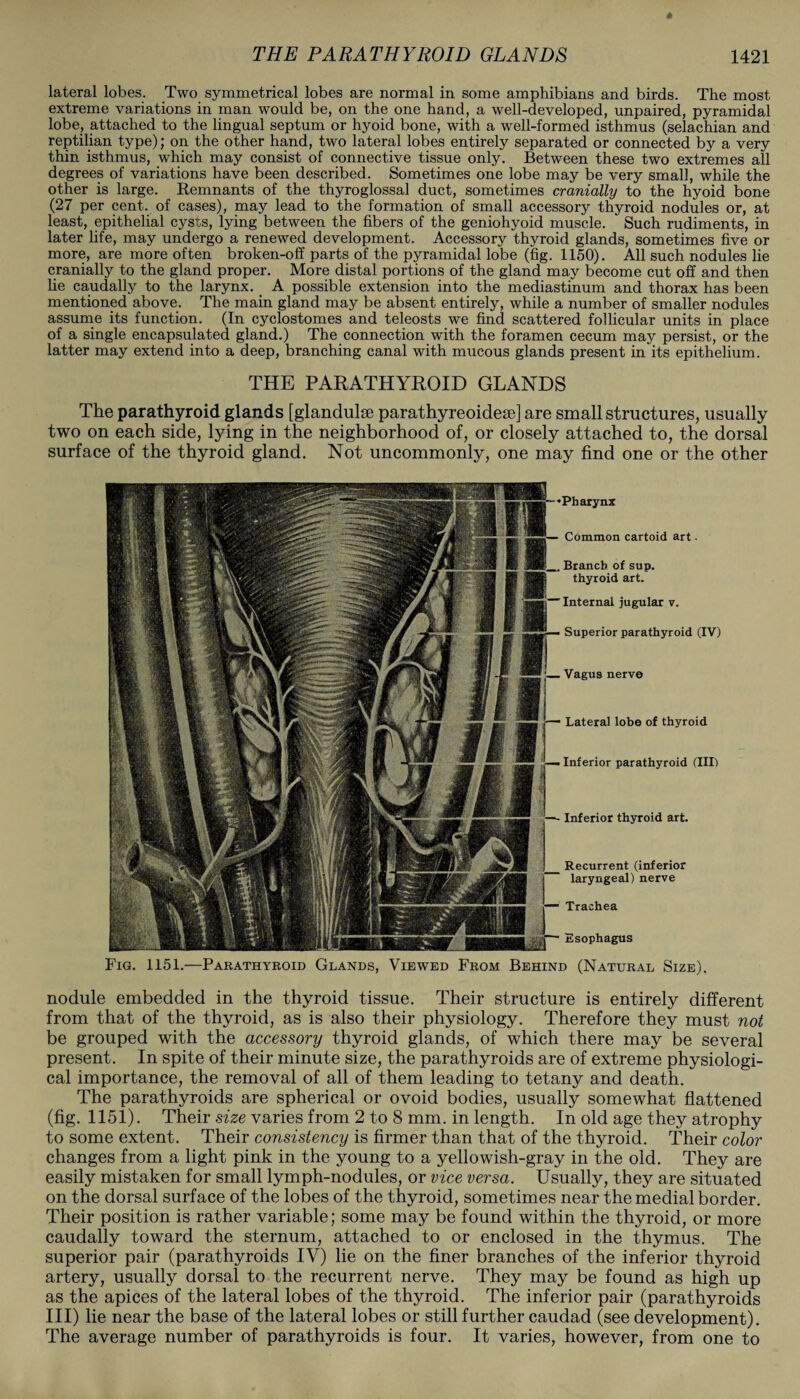 lateral lobes. Two symmetrical lobes are normal in some amphibians and birds. The most extreme variations in man would be, on the one hand, a well-developed, unpaired, pyramidal lobe, attached to the lingual septum or hyoid bone, with a well-formed isthmus (selachian and reptilian type); on the other hand, two lateral lobes entirely separated or connected by a very thin isthmus, which may consist of connective tissue only. Between these two extremes all degrees of variations have been described. Sometimes one lobe may be very small, while the other is large. Remnants of the thyroglossal duct, sometimes cranially to the hyoid bone (27 per cent, of cases), may lead to the formation of small accessory thyroid nodules or, at least, epithelial cysts, lying between the fibers of the geniohyoid muscle. Such rudiments, in later life, may undergo a renewed development. Accessory thyroid glands, sometimes five or more, are more often broken-off parts of the pyramidal lobe (fig. 1150). All such nodules lie cranially to the gland proper. More distal portions of the gland may become cut off and then lie caudally to the larynx. _ A possible extension into the mediastinum and thorax has been mentioned above. The main gland may be absent entirely, while a number of smaller nodules assume its function. (In cyclostomes and teleosts we find scattered follicular units in place of a single encapsulated gland.) The connection with the foramen cecum may persist, or the latter may extend into a deep, branching canal with mucous glands present in its epithelium. THE PARATHYROID GLANDS The parathyroid glands [glandulse parathyreoidese] are small structures, usually two on each side, lying in the neighborhood of, or closely attached to, the dorsal surface of the thyroid gland. Not uncommonly, one may find one or the other Pharynx Common cartoid art • Branch of sup. thyroid art. Internal jugular v. Superior parathyroid (IV) Vagus nerve Lateral lobe of thyroid Inferior parathyroid (III) Inferior thyroid art. Recurrent (inferior laryngeal) nerve Trachea Esophagus Fig. 1151.—Parathyroid Glands, Viewed From Behind (Natural Size), nodule embedded in the thyroid tissue. Their structure is entirely different from that of the thyroid, as is also their physiology. Therefore they must not be grouped with the accessory thyroid glands, of which there may be several present. In spite of their minute size, the parathyroids are of extreme physiologi¬ cal importance, the removal of all of them leading to tetany and death. The parathyroids are spherical or ovoid bodies, usually somewhat flattened (fig. 1151). Their size varies from 2 to 8 mm. in length. In old age they atrophy to some extent. Their consistency is firmer than that of the thyroid. Their color changes from a light pink in the young to a yellowish-gray in the old. They are easily mistaken for small lymph-nodules, or vice versa. Usually, they are situated on the dorsal surface of the lobes of the thyroid, sometimes near the medial border. Their position is rather variable; some may be found within the thyroid, or more caudally toward the sternum, attached to or enclosed in the thymus. The superior pair (parathyroids IV) lie on the finer branches of the inferior thyroid artery, usually dorsal to the recurrent nerve. They may be found as high up as the apices of the lateral lobes of the thyroid. The inferior pair (parathyroids III) lie near the base of the lateral lobes or still further caudad (see development). The average number of parathyroids is four. It varies, however, from one to